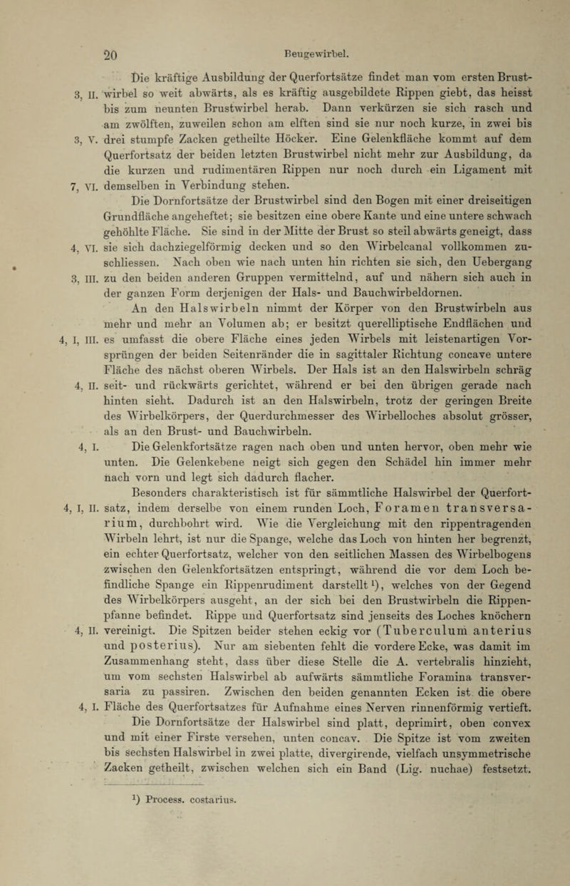 Die kräftige Ausbildung der Querfortsätze findet man vom ersten Brust- 3, II. wirbel so weit abwärts, als es kräftig ausgebildete Rippen giebt, das heisst bis zum neunten Brustwirbel herab. Dann verkürzen sie sich rasch und am zwölften, zuweilen schon am elften sind sie nur noch kurze, in zwei bis 3, V. drei stumpfe Zacken getheilte Höcker. Eine Gelenkfläche kommt auf dem Querfortsatz der beiden letzten Brustwirbel nicht mehr zur Ausbildung, da die kurzen und rudimentären Rippen nur noch durch ein Ligament mit 7, yi. demselben in Verbindung stehen. Die Dornfortsätze der Brustwirbel sind den Bogen mit einer dreiseitigen Grundfläche angeheftet ; sie besitzen eine obere Kante und eine untere schwach gehöhlte Fläche. Sie sind in der Mitte der Brust so steil abwärts geneigt, dass 4. VI. sie sich dachziegelförmig decken und so den Wirbelcanal vollkommen zu- schliessen. Nach oben wie nach unten hin richten sie sich, den Uebergang 3, m. zu den beiden anderen Gruppen vermittelnd, auf und nähern sich auch in der ganzen Form derjenigen der Hals- und Bauch wirbeldornen. An den Halswirbeln nimmt der Körper von den Brustwirbeln aus mehr und mehr an Volumen ab; er besitzt querelliptische Endflächen und 4. I, III. es umfasst die obere Fläche eines jeden Wirbels mit leistenartigen Vor¬ sprüngen der beiden Seitenränder die in sagittaler Richtung concave untere Fläche des nächst oberen Wirbels. Der Hals ist an den Halswirbeln schräg 4, II. seit- und rückwärts gerichtet, während er bei den übrigen gerade nach hinten sieht. Dadurch ist an den Halswirbeln, trotz der geringen Breite des Wirbelkörpers, der Querdurchmesser des Wirbelloches absolut grösser, als an den Brust- und Bauchwirbeln. 4, I. Die Gelenkfortsätze ragen nach oben und unten hervor, oben mehr wie unten. Die Gelenkebene neigt sich gegen den Schädel hin immer mehr nach vorn und legt sich dadurch flacher. Besonders charakteristisch ist für sämmtliche Halswirbel der Querfort- 4, I, II. satz, indem derselbe von einem runden Loch, Foramen transversa¬ le iu m, durchbohrt wird. Wie die Vergleichung mit den rippentragenden Wirbeln lehrt, ist nur die Spange, welche das Loch von hinten her begrenzt, ein echter Querfortsatz, welcher von den seitlichen Massen des Wirbelbogens zwischen den Gelenkfortsätzen entspringt, während die vor dem Loch be¬ findliche Spange ein Rippenrudiment darstelltL), welches von der Gegend des V irbelkörpers ausgeht, an der sich bei den Brustwirbeln die Rippen¬ pfanne befindet. Rippe und Querfortsatz sind jenseits des Loches knöchern 4, II. vereinigt. Die Spitzen beider stehen eckig vor (Tuberculum anterius und posterius). Nur am siebenten fehlt die vordere Ecke, was damit im Zusammenhang steht, dass über diese Stelle die A. vertebralis hinzieht, um vom sechsten Halswirbel ab aufwärts sämmtliche Foramina transver- saria zu passiren. Zwischen den beiden genannten Ecken ist die obere 4, I. Fläche des Querfortsatzes für Aufnahme eines Nerven rinnenförmig vertieft. Die Dornfortsätze der Halswirbel sind platt, deprimirt, oben convex und mit einer Firste versehen, unten concav. Die Spitze ist vom zweiten bis sechsten Halswirbel in zwei platte, divergirende, vielfach unsymmetrische Zacken getheilt, zwischen welchen sich ein Band (Lig. nuchae) festsetzt. Q Process. costarius.