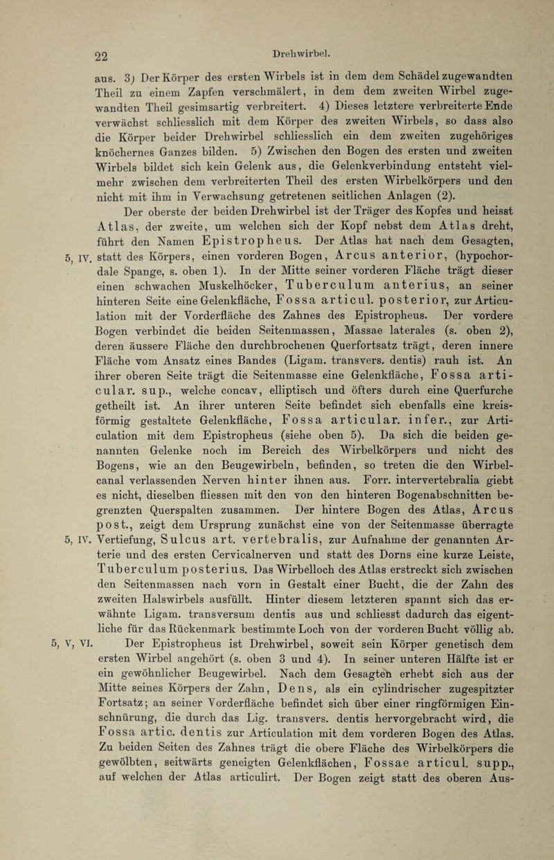 aus. 3j Der Körper des ersten Wirbels ist in dem dem Schädel zugewandten Theil zu einem Zapfen verschmälert, in dem dem zweiten Wirbel zuge¬ wandten Theil gesimsartig verbreitert. 4) Dieses letztere verbreiterte Ende verwächst schliesslich mit dem Körper des zweiten Wirbels, so dass also die Körper beider Drehwirbel schliesslich ein dem zweiten zugehöriges knöchernes Ganzes bilden. 5) Zwischen den Bogen des ersten und zweiten Wirbels bildet sich kein Gelenk aus, die Gelenkverbindung entsteht viel¬ mehr zwischen dem verbreiterten Theil des ersten Wirbelkörpers und den nicht mit ihm in Verwachsung getretenen seitlichen Anlagen (2). Der oberste der beiden Drehwirbel ist der Träger des Kopfes und heisst Atlas, der zweite, um welchen sich der Kopf nebst dem Atlas dreht, führt den Namen Epistrophe US. Der Atlas hat nach dem Gesagten, 55 iy. statt des Körpers, einen vorderen Bogen, Arcus anterior, (hypochor- dale Spange, s. oben 1). In der Mitte seiner vorderen Fläche trägt dieser einen schwachen Muskelhöcker, Tuberculum anterius, an seiner hinteren Seite eine Gelenkfläche, F o s s a a r t i c u 1. posterior, zur Articu- lation mit der Vorderfläche des Zahnes des Epistropheus. Der vordere Bogen verbindet die beiden Seitenmassen, Massae laterales (s. oben 2), deren äussere Fläche den durchbrochenen Querfortsatz trägt, deren innere Fläche vom Ansatz eines Bandes (Ligam. transvers. dentis) rauh ist. An ihrer oberen Seite trägt die Seitenmasse eine Gelenkfläche, Fossa arti- cular. sup., welche concav, elliptisch und öfters durch eine Querfurche getheilt ist. An ihrer unteren Seite befindet sich ebenfalls eine kreis¬ förmig gestaltete Gelenkfläche, Fossa articular. infer., zur Arti- culation mit dem Epistropheus (siehe oben 5). Da sich die beiden ge¬ nannten Gelenke noch im Bereich des Wirbelkörpers und nicht des Bogens, wie an den Beugewirbeln, befinden, so treten die den Wirbel¬ canal verlassenden Nerven hinter ihnen aus. Forr. intervertebralia giebt es nicht, dieselben fliessen mit den von den hinteren Bogenabschnitten be¬ grenzten Querspalten zusammen. Der hintere Bogen des Atlas, Arcus post., zeigt dem Ursprung zunächst eine von der Seitenmasse überragte 5, IV. Vertiefung, Sulcus art. vertebralis, zur Aufnahme der genannten Ar¬ terie und des ersten Cervicalnerven und statt des Dorns eine kurze Leiste, Tuberculum posterius. Das Wirbelloch des Atlas erstreckt sich zwischen den Seitenmassen nach vorn in Gestalt einer Bucht, die der Zahn des zweiten Halswirbels ausfüllt. Hinter diesem letzteren spannt sich das er¬ wähnte Ligam. transversum dentis aus und schliesst dadurch das eigent¬ liche für das Rückenmark bestimmte Loch von der vorderen Bucht völlig ab. 5, V, VI. Der Epistropheus ist Drehwirbel, soweit sein Körper genetisch dem ersten Wirbel angehört (s. oben 3 und 4). In seiner unteren Hälfte ist er ein gewöhnlicher Beugewirbel. Nach dem Gesagten erhebt sich aus der Mitte seines Körpers der Zahn, Dens, als ein cylindrischer zugespitzter Fortsatz; an seiner Vorderfläche befindet sich über einer ringförmigen Ein¬ schnürung, die durch das Lig. transvers. dentis hervorgebracht wird, die Fossa artic. dentis zur Articulation mit dem vorderen Bogen des Atlas. Zu beiden Seiten des Zahnes trägt die obere Fläche des Wirbelkörpers die gewölbten, seitwärts geneigten Gelenkflächen, Fossae articul. supp., auf welchen der Atlas articulirt. Der Bogen zeigt statt des oberen Aus-