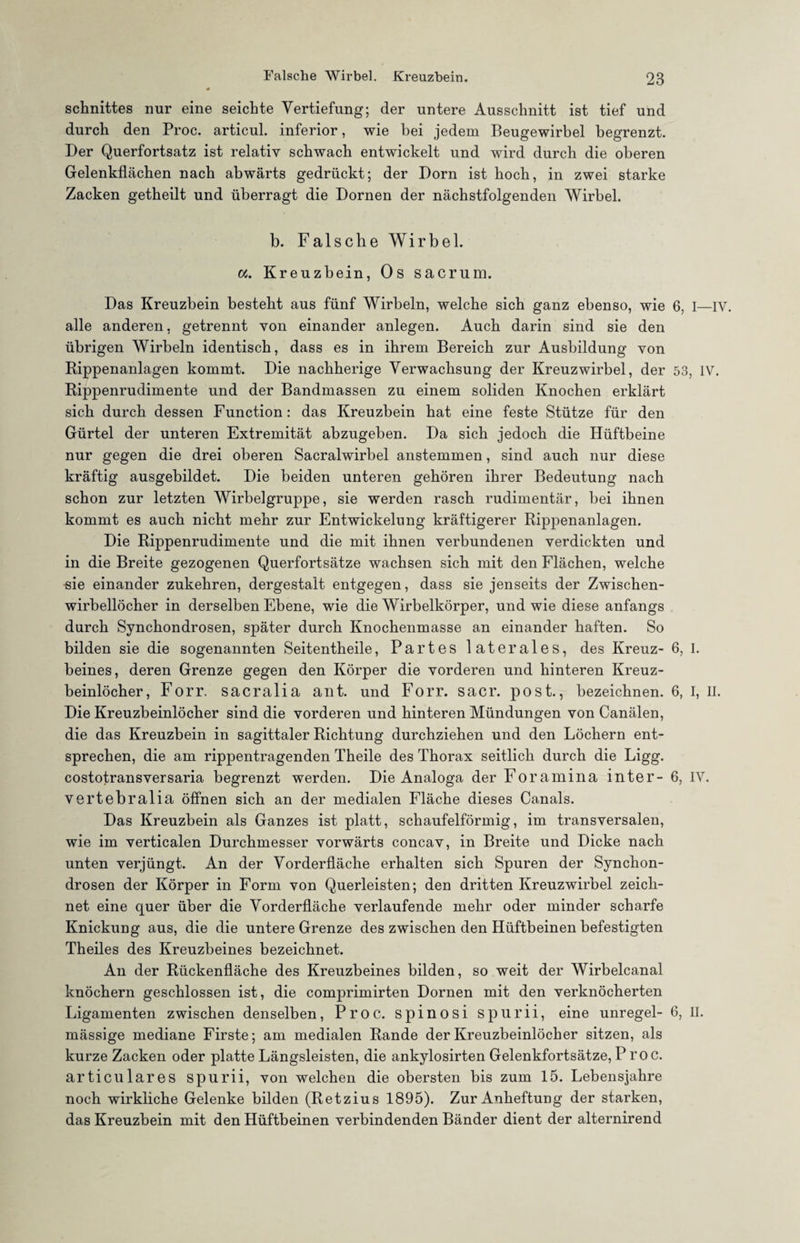 Schnittes nur eine seichte Vertiefung; der untere Ausschnitt ist tief und durch den Proc. articul. inferior, wie bei jedem Beugewirbel begrenzt. Der Querfortsatz ist relativ schwach entwickelt und wird durch die oberen Gelenkflächen nach abwärts gedrückt; der Dorn ist hoch, in zwei starke Zacken getheilt und überragt die Dornen der nächstfolgenden Wirbel. b. Falsche Wirbel. cc. Kreuzbein, Os sacrum. Das Kreuzbein besteht aus fünf Wirbeln, welche sich ganz ebenso, wie 6, I—IV. alle anderen, getrennt von einander anlegen. Auch darin sind sie den übrigen Wirbeln identisch, dass es in ihrem Bereich zur Ausbildung von Rippenanlagen kommt. Die nachherige Verwachsung der Kreuzwirbel, der 53, IV. Rippenrudimente und der Bandmassen zu einem soliden Knochen erklärt sich durch dessen Function: das Kreuzbein hat eine feste Stütze für den Gürtel der unteren Extremität abzugeben. Da sich jedoch die Hüftbeine nur gegen die drei oberen Sacralwirbel anstemmen, sind auch nur diese kräftig ausgebildet. Die beiden unteren gehören ihrer Bedeutung nach schon zur letzten Wirbelgruppe, sie werden rasch rudimentär, bei ihnen kommt es auch nicht mehr zur Entwickelung kräftigerer Rippenanlagen. Die Rippenrudimente und die mit ihnen verbundenen verdickten und in die Breite gezogenen Querfortsätze wachsen sich mit den Flächen, welche eie einander zukehren, dergestalt entgegen, dass sie jenseits der Zwischen¬ wirbellöcher in derselben Ebene, wie die Wirbelkörper, und wie diese anfangs durch Synchondrosen, später durch Knochenmasse an einander haften. So bilden sie die sogenannten Seitentheile, Partes laterales, des Kreuz- 6, I. beines, deren Grenze gegen den Körper die vorderen und hinteren Kreuz¬ beinlöcher, Forr. sacralia ant. und Forr. sacr. post., bezeichnen. 6, I, n. Die Kreuzbeinlöcher sind die vorderen und hinteren Mündungen von Canälen, die das Kreuzbein in sagittaler Richtung durchziehen und den Löchern ent¬ sprechen, die am rippentragenden Theile des Thorax seitlich durch die Ligg. costotransversaria begrenzt werden. Die Analoga der Foramina inter- 6, IV. vertebralia öffnen sich an der medialen Fläche dieses Canals. Das Kreuzbein als Ganzes ist platt, schaufelförmig, im transversalen, wie im verticalen Durchmesser vorwärts concav, in Breite und Dicke nach unten verjüngt. An der Vorderfläche erhalten sich Spuren der Synchon¬ drosen der Körper in Form von Querleisten; den dritten Kreuzwirbel zeich¬ net eine quer über die Vorderfläche verlaufende mehr oder minder scharfe Knickung aus, die die untere Grenze des zwischen den Hüftbeinen befestigten Theiles des Kreuzbeines bezeichnet. An der Rückenfläche des Kreuzbeines bilden, so weit der Wirbelcanal knöchern geschlossen ist, die comprimirten Dornen mit den verknöcherten Ligamenten zwischen denselben, Proc. spinosi spurii, eine unregel- 6, II. mässige mediane Firste; am medialen Rande der Kreuzbeinlöcher sitzen, als kurze Zacken oder platte Längsleisten, die ankylosirten Gelenkfortsätze, Proc. articulares spurii, von welchen die obersten bis zum 15. Lebensjahre noch wirkliche Gelenke bilden (Retzius 1895). Zur Anheftung der starken, das Kreuzbein mit den Hüftbeinen verbindenden Bänder dient der alternirend