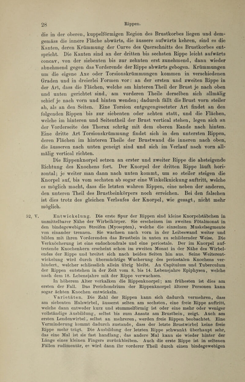 die in der oberen, kuppelförmigen Region des Brustkorbes liegen und dem¬ gemäss die innere Fläche abwärts, die äussere aufwärts kehren, sind es die Kanten, deren Krümmung der Curve des Querschnitts des Brustkorbes ent¬ spricht. Die Kanten sind an der dritten bis sechsten Rippe leicht aufwärts concav, von der siebenten bis zur zehnten erst zunehmend, dann wieder abnehmend gegen das Vorderende der Rippe abwärts gebogen. Krümmungen um die eigene Axe oder Torsionskrümmungen kommen in verschiedenen Graden und in dreierlei Formen vor: an der ersten und zweiten Rippe in der Art, dass die Flächen, welche am hinteren Theil der Brust je nach oben und unten gerichtet sind, am vorderen Theile derselben sich allmälig schief je nach vorn und hinten wenden; dadurch fällt die Brust vorn steiler ab, als an den Seiten. Eine Torsion entgegengesetzter Art findet an den folgenden Rippen bis zur siebenten oder achten statt, und die Flächen, welche im hinteren und Seitentheil der Brust vertical stehen, legen sich an der Vorderseite des Thorax schräg mit dem oberen Rande nach hinten. Eine dritte Art Torsionskrümmung findet sich in den untersten Rippen, deren Flächen im hinteren Theile der Brustwand die inneren nach oben, die äusseren nach unten geneigt sind und sich im Verlauf nach vorn all¬ mälig vertical richten. Die Rippenknorpel setzen an erster und zweiter Rippe die absteigende Richtung des Knochens fort. Der Knorpel der dritten Rippe läuft hori¬ zontal; je weiter man dann nach unten kommt, um so steiler steigen die Knorpel auf, bis vom sechsten ab sogar eine Winkelknickung auftritt, welche es möglich macht, dass die letzten wahren Rippen, eine neben der anderen, den unteren Theil des Brustbeinkörpers noch erreichen. Bei den falschen ist dies trotz des gleichen Verlaufes der Knorpel, wie gesagt, nicht mehr möglich. 52, V. Entwickelung. Die erste Spur der Rippen sind kleine Knorpelstäbchen in unmittelbarer Nähe der Wirbelkörper. Sie erscheinen im zweiten Fötalmonat in den bindegewebigen Streifen (Myosepten), welche die einzelnen Muskelsegmente von einander trennen. Sie wachsen nach vorn in der Leibeswand weiter und bilden mit ihren Vorderenden das Brustbein in unten zu schildernder Weise. Die Verknöcherung ist eine endochondrale und eine periostale. Der im Knorpel auf¬ tretende Knochenkern erscheint schon im zweiten Monat in der Nähe des Wirbel¬ endes der Rippe und breitet sich nach beiden Seiten hin aus. Seine Weiterent¬ wickelung wird durch übermächtige Wucherung des periostalen Knochens ver¬ hindert, welcher schliesslich allein übrig bleibt. An Capitulum und Tuberculum der Rippen entstehen in der Zeit vom 8. bis 14. Lebensjahre Epiphysen, welche nach dem 18. Lebensjahre mit der Rippe verwachsen. In höherem Alter verkalken die Rippenknorpel; am frühesten ist dies am ersten der Fall. Das Perichondrium der Rippenknorpel älterer Personen kann sogar ächten Knochen entwickeln. Varietäten. Die Zahl der Rippen kann sich dadurch vermehren, dass am siebenten Halswirbel, äusserst selten am sechsten, eine freie Rippe auftritt, welche dann entweder kurz und stummelförmig ist oder eine mehr oder weniger vollständige Ausbildung, selbst bis zum Ansatz am Brustbein, zeigt. Auch am ersten Lendenwirbel, selbst an mehreren, werden freie Rippen beobachtet. Eine Verminderung kommt dadurch zustande, dass der letzte Brustwirbel keine freie Rippe mehr trägt. Die Ausbildung der letzten Rippe schwankt überhaupt sehr, das eine Mal ist sie fast handlang, das andere Mal kann sie wieder hinter der Länge eines kleinen Fingers Zurückbleiben. Auch die erste Rippe ist in seltenen Fällen rudimentär, e* wird dann ihr vorderer Theil durch einen bindegewebigen