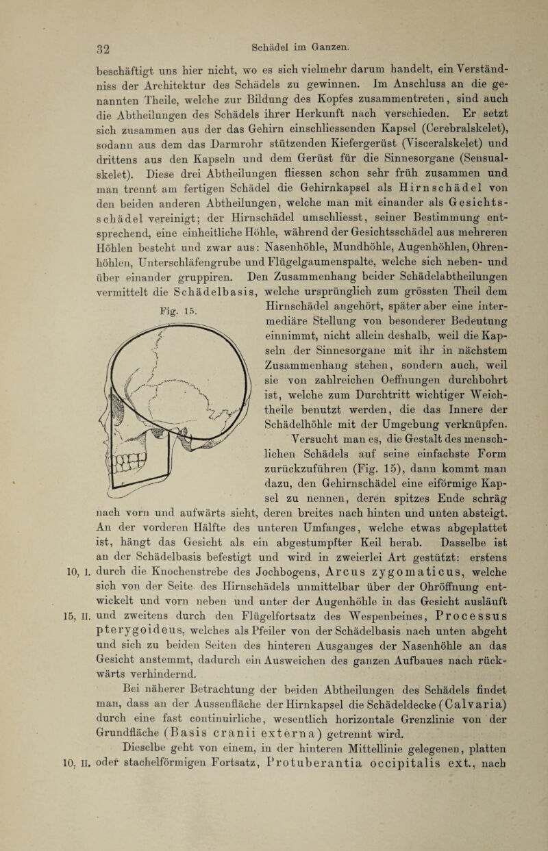 beschäftigt uns hier nicht, wo es sich vielmehr darum handelt, ein Verständ¬ nis der Architektur des Schädels zu gewinnen. Im Anschluss an die ge¬ nannten Theile, welche zur Bildung des Kopfes zusammentreten, sind auch die Abtheilungen des Schädels ihrer Herkunft nach verschieden. Er setzt sich zusammen aus der das Gehirn einschliessenden Kapsel (Cerebralskelet), sodann aus dem das Darmrohr stützenden Kiefergerüst (Visceralskelet) und drittens aus den Kapseln und dem Gerüst für die Sinnesorgane (Sensual- skelet). Diese drei Abtheilungen fliessen schon sehr früh zusammen und man trennt am fertigen Schädel die Gehirnkapsel als Hirnschädel von den beiden anderen Abtheilungen, welche man mit einander als Gesichts¬ schädel vereinigt; der Hirnschädel umschliesst, seiner Bestimmung ent¬ sprechend, eine einheitliche Höhle, während der Gesichtsschädel aus mehreren Höhlen besteht und zwar aus: Nasenhöhle, Mundhöhle, Augenhöhlen, Ohren¬ höhlen, Unterschläfengrube und Flügelgaumenspalte, welche sich neben- und über einander gruppiren. Den Zusammenhang beider Schädelabtheilungen vermittelt die Schädelbasis, welche ursprünglich zum grössten Theil dem Fig. 15. Hirnschädel angehört, später aber eine inter¬ mediäre Stellung von besonderer Bedeutung einnimmt, nicht allein deshalb, weil die Kap¬ seln der Sinnesorgane mit ihr in nächstem Zusammenhang stehen, sondern auch, weil sie von zahlreichen Oeffnungen durchbohrt ist, welche zum Durchtritt wichtiger Weich- theile benutzt werden, die das Innere der Schädelhöhle mit der Umgebung verknüpfen. Versucht man es, die Gestalt des mensch¬ lichen Schädels auf seine einfachste Form zurückzuführen (Fig. 15), dann kommt man dazu, den Gehirnschädel eine eiförmige Kap¬ sel zu nennen, deren spitzes Ende schräg nach vorn und aufwärts sieht, deren breites nach hinten und unten absteigt. An der vorderen Hälfte des unteren Umfanges, welche etwas abgeplattet ist, hängt das Gesicht als ein abgestumpfter Keil herab. Dasselbe ist an der Schädelbasis befestigt und wird in zweierlei Art gestützt: erstens 10, I. durch die Knochenstrebe des Jochbogens, Arcus zygomaticus, welche sich von der Seite des Hirnschädels unmittelbar über der Ohröffnung ent¬ wickelt und vorn neben und unter der Augenhöhle in das Gesicht ausläuft 15, II. und zweitens durch den Flügelfortsatz des Wespenbeines, Processus pterygoideus, welches als Pfeiler von der Schädelbasis nach unten abgeht und sich zu beiden Seiten des hinteren Ausganges der Nasenhöhle an das Gesicht anstemmt, dadurch ein Ausweichen des ganzen Aufbaues nach rück¬ wärts verhindernd. Bei näherer Betrachtung der beiden Abtheilungen des Schädels findet man, dass an der Aussenfläche der Hirnkapsel die Schädeldecke (CalVaria) durch eine fast continuirliche, wesentlich horizontale Grenzlinie von der Grundfläche (Basis cranii externa) getrennt wird. Dieselbe geht von einem, in der hinteren Mittellinie gelegenen, platten 10, II. oder stachelförmigen Fortsatz, Protuberantia occipitalis ext., nach