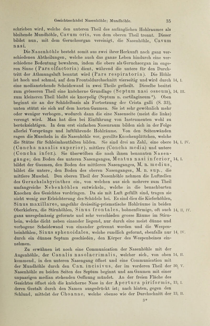 schrieben wird, welche den unteren Theil des anfänglichen Hohlraumes als bleibende Mundhöhle, Cavum oris, von dem oberen Theil trennt. Dieser bildet nun, mit dem Geruchsorgan vereinigt, die Nasenhöhle, Cavum nasi. Die Nasenhöhle besteht somit aus zwei ihrer Herkunft nach ganz ver¬ schiedenen Abtheilungen, welche auch das ganze Leben hindurch eine ver¬ schiedene Bedeutung bewahren, indem die obere als Geruchsorgan im enge¬ ren Sinne (Parsolfactoria) dient, während die untere für den Durch¬ tritt der Athmungsluft benutzt wird (Pars respiratoria). Die Höhle ist hoch und schmal, auf dem Frontaldurchschnitt vierseitig und wird durch eine medianstehende Scheidewand in zwei Theile getheilt. Dieselbe besitzt zum grösseren Theil eine knöcherne Grundlage (Septum nasi osseum), zum kleineren Theil bleibt sie knorpelig (Septum n. cartilagineum *). Oben beginnt sie an der Schädelbasis als Fortsetzung der Crista galli (S. 33), unten stützt sie sich auf dem harten Gaumen. Sie ist sehr gewöhnlich mehr oder weniger verbogen, wodurch dann die eine Nasenseite (meist die linke) verengt wird. Man hat dies bei Einführung von Instrumenten wohl zu berücksichtigen. In dem erst einfachen Nasenraum bilden sich in der Folge allerlei Vorsprünge und luftführende Hohlräume. Von den Seitenwänden ragen die Muscheln in die Nasenhöhle vor, gerollte Knochenplättchen, welche die Stütze für Schleimhautfalten bilden. Sie sind drei an Zahl, eine obere (Concha nasalis superior), mittlere (Concha media) und untere (Concha infer.). Sie überwölben die nach ihnen benannten Nasen¬ gänge; den Boden des unteren Nasenganges, Meatus nasi inferior^ bildet der Gaumen, den Boden des mittleren Nasenganges, M. n. medius, bildet die untere, den Boden des oberen Nasenganges, M. n. sup., die mittlere Muschel. Den oberen Theil der Nasenhöhle nehmen die Luftzellen des Geruchslabyrinthes ein, von welchen aus sich mehrere zum Theil umfangreiche Nebenhöhlen entwickeln, welche in die benachbarten Knochen des Gesichtes Vordringen. Da sie mit Luft gefüllt sind, tragen sie nicht wenig zur Erleichterung des Schädels bei. Es sind dies die Kieferhöhlen, Sinus maxillares, ungefähr dreiseitig-prismatische Hohlräume in beiden Oberkiefern, die Stirnhöhlen, Sinus frontales, bohnenförmige, oft auch ganz unregelmässig geformte und sehr verschieden grosse Räume im Stirn¬ bein, welche dicht neben einander liegend, nur durch eine meist dünne und verbogene Scheidewand von einander getrennt werden und die Wespen¬ beinhöhlen, Sinus sphenoidales, welche rundlich geformt, ebenfalls nur durch ein dünnes Septum geschieden, den Körper des Wespenbeines ein¬ nehmen. Zu erwähnen ist noch eine Communication der Nasenhöhle mit der Augenhöhle, der Canalis nasolacrimalis, welcher sich, von oben kommend, in den unteren Nasengang öffnet und eine Communication mit der Mundhöhle durch den Can. incisivus, der im vorderen Theil der Nasenhöhle zu beiden Seiten des Septum beginnt und am Gaumen mit einer unpaarigen median stehenden Oeffnung mündet. An der freien Fläche des Gesichtes öffnet sich die knöcherne Nase in der Apertura piriformis, deren Gestalt durch den Namen ausgedrückt ist; nach hinten, gegen den Schlund, mittelst der Choanae, welche ebenso wie der Durchschnitt der 3* 14, I. 14, III. 14, I, IV. 14, I. 14, II, IV. 14, IV. 14, II. 30, V. 13, I. 13, IT.