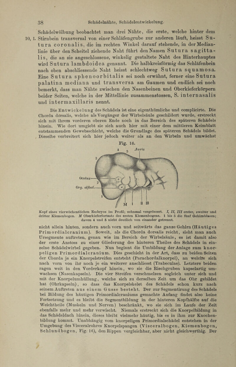Schädelwölbung beobachtet man drei Nähte, die erste, welche hinter dem 10, I. Stirnbein transversal von einer Schläfengrube zur anderen läuft, heisst Su- tura coronalis, die im rechten Winkel darauf stehende, in der Median¬ linie über den Scheitel ziehende Naht führt den Namen Sutura sagitta- lis, die an sie angeschlossene, winkelig gestaltete Naht des Hinterhauptes wird Sutura lambcloidea genannt. Die halbkreisförmig das Schläfenbein nach oben abschliessende Naht heisst schlechtweg Sutura squamosa. Eine Sutura sphenoorbitalis sei noch erwähnt, ferner eine Sutura palatina mediana und transversa am Gaumen und endlich sei noch bemerkt, dass man Nähte zwischen den Nasenbeinen und Oberkieferkörpern beider Seiten, welche in der Mittellinie zusammenstossen, S. internasalis und intermaxillaris nennt. Die Entwickelung des Schädels ist eine eigenthümliche und complicirte. Die Chorda dorsalis, welche als Vorgänger der Wirbelsäule geschildert wurde, erstreckt sich mit ihrem vorderen oberen Ende noch in das Bereich des späteren Schädels hinein. Wie dort umgiebt sie sich auch hier mit einer dem mittleren Keimblatt entstammenden Gewebsschicht, welche die Grundlage des späteren Schädels bildet. Dieselbe verbreitert sich hier jedoch weiter als an den Wirbeln und umwächst Fig. 16. Kopf eines vierwöchentlichen Embryos im Profil; zehnmal vergrössert. I, II, III erster, zweiter und dritter Kiemenbogen. M Oberkieferfortsatz des ersten Kiemenbogens. 1 bis 5 die fünf Gehirn blasen; davon 4 und 5 nicht deutlich von einander getrennt. nicht allein hinten, sondern auch vorn und seitwärts das ganze Gehirn (Häutiges Prim ordialcranium). Soweit, als die Chorda dorsalis reicht, sieht man auch Ursegmente auftreten, genau wie im Bereich der Wirbelsäule, es ist damit also der erste Anstoss zu einer Gliederung des hinteren Theiles des Schädels in ein¬ zelne Schädelwirbel gegeben. Nun beginnt die Umbildung der Anlage zum knor¬ peligen Primordialcranium. Dies geschieht in der Art, dass zu beiden Seiten der Chorda je ein Knorpelstreifen entsteht (Parachordalknorpel), an welche sich nach vorn von ihr noch je ein weiterer anschliesst (Trabeculae). Letztere beiden ragen weit in den Vorderkopf hinein, wo sie die Riechgruben kapselartig um¬ wachsen (Nasenkapseln). Die vier Streifen verschmelzen sogleich unter sich und mit der Knorpelumhüllung, welche sich zu derselben Zeit um das Ohr gebildet hat (Ohrkapseln), so dass das Knorpelskelet des Schädels schon kurz nach seinem Auftreten aus einem Gusse besteht. Der zur Segmentirung des Schädels bei Bildung des häutigen Primordialcraniums gemachte Anfang findet also keine Fortsetzung und es bleibt die Segmentbildung in der hinteren Kopfhälfte auf die AVeichtheile (Muskeln und Nerven) beschränkt, wo sie sich im Laufe der Zeit ebenfalls mehr und mehr verwischt. Niemals erstreckt sich die Knorpelbildung in das Schädeldach hinein, dieses bleibt vielmehr häutig, bis es in ihm zur Knochen¬ bildung kommt. Unabhängig vom knorpeligen Primordialschädel entstehen in der Umgebung des Visceralrohres Knorpelspangen (Visceralbogen, Kiemenbogen, Schlundbogen, Fig. 16), den Rippen vergleichbar, aber nicht gleichwerthig. Der