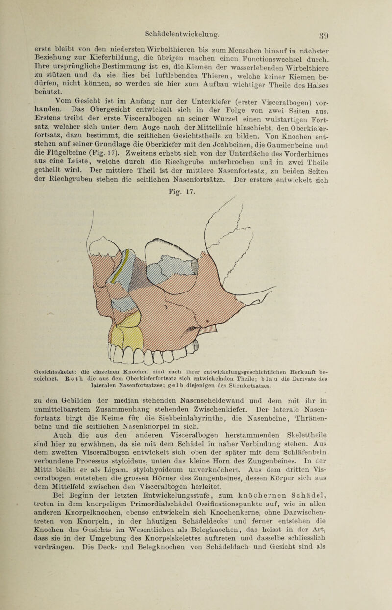 eiste bleibt von den niedersten V/irbeltliieren bis zum Menschen hinauf in nächster Beziehung zur Kieferbildung, die übrigen machen einen Functionswechsel durch. Ihre ursprüngliche Bestimmung ist es, die Kiemen der wasserlebenden Wirbelthiere zu stützen und da sie dies bei luftlebenden Thieren, welche keiner Kiemen be¬ dürfen, nicht können, so werden sie hier zum Aufbau wichtiger Theile des Halses benutzt. Vom Gesicht ist im Anfang nur der Unterkiefer (erster Visceralbogen) vor¬ handen. Bas Obergesicht entwickelt sich in der Folge von zwei Seiten aus. Erstens treibt der erste Visceralbogen an seiner Wurzel einen wulstartigen Fort¬ satz, welcher sich unter dem Auge nach der Mittellinie hinschiebt, den Oberkiefer¬ fortsatz, dazu bestimmt, die seitlichen Gesichtstheile zu bilden. Von Knochen ent¬ stehen auf seiner Grundlage die Oberkiefer mit den Jochbeinen, die Gaumenbeine und die Flügelbeine (Fig. 17). Zweitens erhebt sich von der Unterfläche des Vorderhirnes aus eine Leiste, welche durch die Riechgrube unterbrochen und in zwei Theile getheilt wird. Der mittlere Theil ist der mittlere Nasenfortsatz, zu beiden Seiten der Riechgrübeu stehen die seitlichen Nasenfortsätze. Der erstere entwickelt sich Fig. 17. Gesichtsskelet: die einzelnen Knochen sind nach ihrer entwickelungsgeschichtlichen Herkunft be¬ zeichnet. Roth die aus dem Oberkieferfortsatz sich entwickelnden Theile; blau die Derivate des lateralen Nasenfortsatzes; gelb diejenigen des Stirnfortsatzes. zu den Gebilden der median stehenden Nasen Scheidewand und dem mit ihr in unmittelbarstem Zusammenhang stehenden Zwischenkiefer. Der laterale Nasen¬ fortsatz birgt die Keime für die Siebbeinlabyrinthe, die Nasenbeine, Tliränen- beine und die seitlichen Nasenknorpel in sich. Auch die aus den anderen Visceralbogen herstammenden Skelettheile sind hier zu erwähnen, da sie mit dem Schädel in naher Verbindung stehen. Aus dem zweiten Visceralbogen entwickelt sich oben der später mit dem Schläfenbein verbundene Processus styloideus, unten das kleine Horn des Zungenbeines. In der Mitte bleibt er als Ligam. stylohyoideum unverknöchert. Aus dem dritten Vis¬ ceralbogen entstehen die grossen Hörner des Zungenbeines, dessen Körper sich aus dem Mittelfeld zwischen den Visceralbogen herleitet. Bei Beginn der letzten Entwickelungsstufe, zum knöchernen Schädel, treten in dem knorpeligen Primordialschädel Ossificationspunkte auf, wie in allen anderen Knorpelknochen, ebenso entwickeln sich Knochenkerne, ohne Dazwischen¬ treten von Knorpeln, in der häutigen Schädeldecke und ferner entstehen die Knochen des Gesichts im Wesentlichen als Belegknochen, das heisst in der Art, dass sie in der Umgebung des Knorpelskelettes auftreten und dasselbe schliesslich verdrängen. Die Deck- und Belegknochen von Schädeldach und Gesicht sind als
