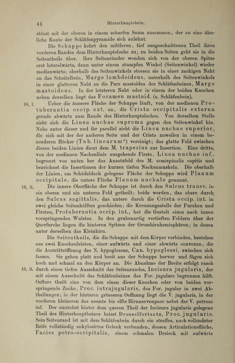 st.össt mit der oberen in einem scharfen Saum zusammen, der an eine ähn¬ liche Kante der Schläfenpyramide sich anlehnt. Die Schuppe kehrt den mittleren, tief ausgeschnittenen Theil ihres vorderen Randes dem Hinterhauptsloche zu; zu beiden Seiten geht sie in die Seitentheile über. Ihre Seitenränder wenden sich von der oberen Spitze erst lateralwärts, dann unter einem stumpfen Winkel (Seitenwinkel) wieder medianwärts; oberhalb des Seitenwinkels stossen sie in einer zackigen Naht an das Scheitelbein, Margo lambdoideus, unterhalb des Seiten winkeis in einer glatteren Naht an die Pars mastoidea des Schläfenbeines, Margo mastoideus. In der letzteren Naht oder in'einem der beiden Knochen neben derselben liegt das Foramen mastoid. (s. Schläfenbein). 16, I. Ueber die äussere Fläche der Schuppe läuft, von der medianen Pro- tuberantia occip. ext. an, die Crista occipitalis externa gerade abwärts zum Rande des Hinterhauptsloches. Von derselben Stelle zieht sich die Linea nuchae suprema gegen den Seitenwinkel hin. Nahe unter dieser und ihr parallel zieht die Linea nuchae Superior, die sich mit der der anderen Seite und der Crista zuweilen in einem be¬ sonderen Höcker (Tub. linear um*) vereinigt; das glatte Feld zwischen diesen beiden Linien dient dem M. trapezius zur Insertion. Fdne dritte, von der medianen Nackenlinie ausgehende Firste, Linea nuchae inf., begrenzt von unten her das Ansatzfeld des M. semispinalis capitis und bezeichnet die Insertionen der kurzen tiefen Nackenmuskeln. Die oberhalb der Linien, am Schädeldach gelegene Fläche der Schuppe wird Planum occipitale, die untere Fläche Planum nuchale genannt. 16, II. Die innere Oberfläche der Schuppe ist durch den Sulcus transv. in ein oberes und ein unteres Feld getheilt; beide werden, das obere durch den Sulcus sagittalis, das untere durch die Crista occip. int. in zwei gleiche Seitenhälften geschieden; die Kreuzungsstelle der Furchen und Firsten, Protuberantia occip. int., hat die Gestalt eines nach innen vorspringenden Wulstes. In den grubenartig vertieften Feldern über der Querfurche liegen die hinteren Spitzen der Grosshirnhemisphären, in denen unter derselben das Kleinhirn. Die Seitentheile, die die Schuppe mit dem Körper verbinden, bestehen aus zwei Knochenleisten, einer aufwärts und einer abwärts convexen, die die Austrittsöffnung des N. hypoglossus, Can. hypoglossi, zwischen sich fassen. Sie gehen platt und breit aus der Schuppe hervor und fügen sich hoch und schmal an den Körper an. Die Abnahme der Breite erfolgt rasch 16, II. durch einen tiefen Ausschnitt des Seitenrandes, Incisura jugularis, der mit einem Ausschnitt des Schläfenbeines das For. jugulare begrenzen hilft. Oefters theilt eine von dem einen dieser Knochen oder von beiden vor¬ springende Zacke, Proc. intrajugularis, das For. jugular in zwei Ab¬ theilungen; in der hinteren grösseren Oeffnung liegt die V. jugularis, in der vorderen kleineren das neunte bis elfte Hirnnervenpaar nebst der V. petrosa inf. Der zunächst hinter dem queren Theil der Incisura jugularis gelegene Theil des Hinterhauptbeines heisst Drosselfortsatz, Proc. jugularis. Sein Seitenrand ist mit dem Schläfenbein durch ein straffes, nach vollendeter Reife vollständig ankylosirtes Gelenk verbunden, dessen Articulationsfläche, Facies petro-occipitalis, einem schmalen Dreieck mit aufwärts