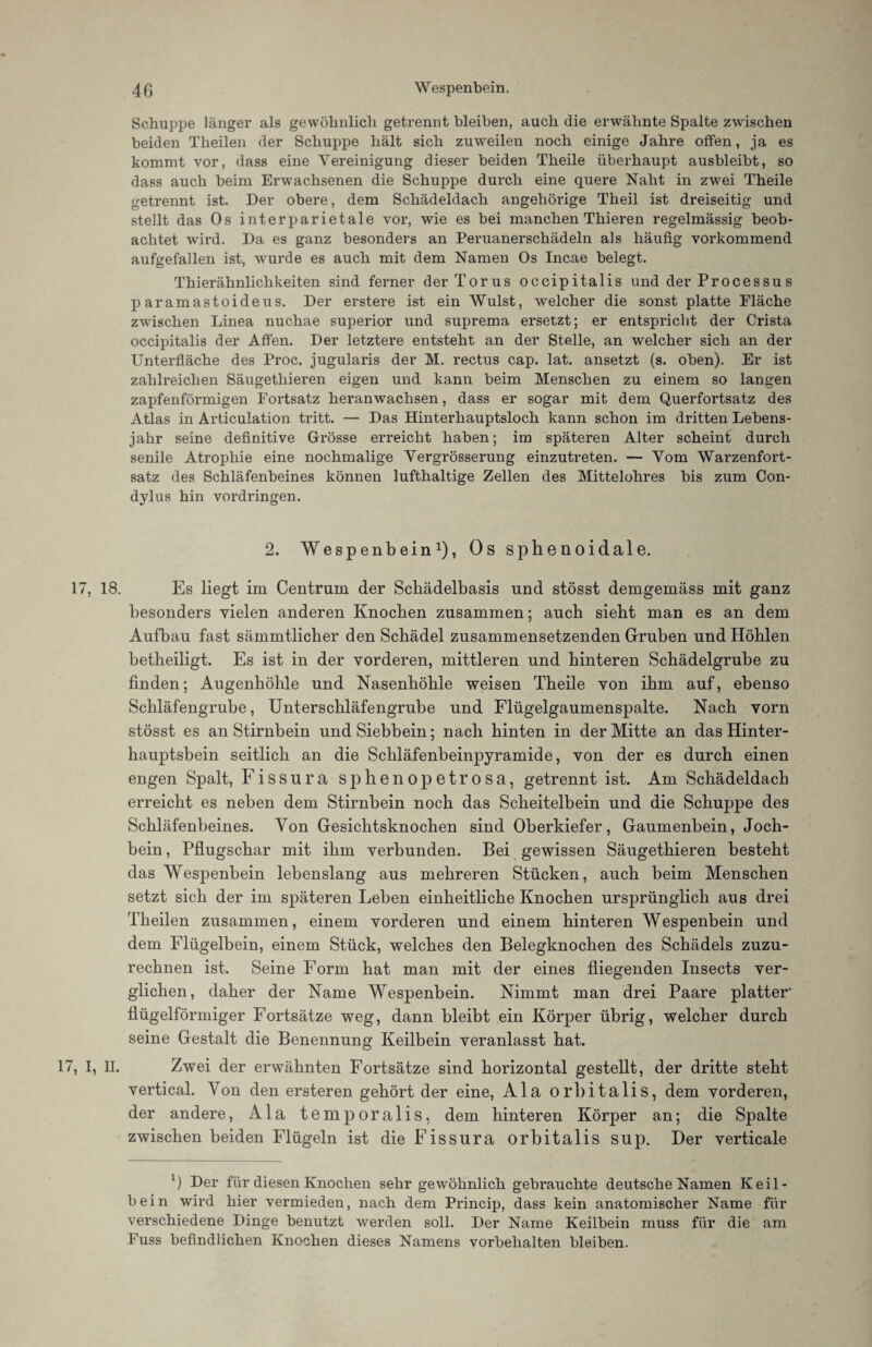 Scliuppe länger als gewöhnlich getrennt bleiben, auch die erwähnte Spalte zwischen beiden Theilen der Schuppe hält sich zuweilen noch einige Jahre offen, ja es kommt vor, dass eine Vereinigung dieser beiden Theile überhaupt ausbleibt, so dass auch beim Erwachsenen die Schuppe durch eine quere Naht in zwei Theile getrennt ist. Der obere, dem Schädeldach angehörige Theil ist dreiseitig und stellt das Os interparietale vor, wie es bei manchen Thieren regelmässig beob¬ achtet wird. Da es ganz besonders an Peruanerschädeln als häufig vorkommend aufgefallen ist, wurde es auch mit dem Namen Os Incae belegt. Thierähnlichkeiten sind ferner der Torus occipitalis und der Processus paramastoideus. Der erstere ist ein Wulst, welcher die sonst platte Eläche zwischen Linea nuchae superior und suprema ersetzt; er entspricht der Crista occipitalis der Affen. Der letztere entsteht an der Stelle, an welcher sich an der Unterfläche des Proc. jugularis der M. rectus cap. lat. ansetzt (s. oben). Er ist zahlreichen Säugetliieren eigen und kann beim Menschen zu einem so langen zapfenförmigen Fortsatz heranwachsen, dass er sogar mit dem Querfortsatz des Atlas in Articulation tritt. — Das Hinterhauptsloch kann schon im dritten Lebens¬ jahr seine definitive Grösse erreicht haben; im späteren Alter scheint durch senile Atrophie eine nochmalige Vergrösserung einzutreten. — Vom Warzenfort¬ satz des Schläfenbeines können lufthaltige Zellen des Mittelohres bis zum Con- dylus hin Vordringen. 2. Wespenbein1), Os sphenoidale. 17, 18. Es liegt im Centrum der Schädelbasis und stösst demgemäss mit ganz besonders vielen anderen Knochen zusammen; auch sieht man es an dem Aufbau fast sämmtlicher den Schädel zusammensetzenden Gruben und Höhlen betheiligt. Es ist in der vorderen, mittleren und hinteren Schädelgrube zu finden; Augenhöhle und Nasenhöhle weisen Theile von ihm auf, ebenso Schläfengrube, Unterschläfengrube und Flügelgaumenspalte. Nach vorn stösst es an Stirnbein und Siebbein; nach hinten in der Mitte an das Hinter¬ hauptsbein seitlich an die Schläfenbeinpyramide, von der es durch einen engen Spalt, Fissura sphenopetrosa, getrennt ist. Am Schädeldach erreicht es neben dem Stirnbein noch das Scheitelbein und die Schuppe des Schläfenbeines. Von Gesichtsknochen sind Oberkiefer, Gaumenbein, Joch¬ bein , Pflugschar mit ihm verbunden. Bei gewissen Säugethieren besteht das Wespenbein lebenslang aus mehreren Stücken, auch beim Menschen setzt sich der im späteren Leben einheitliche Knochen ursprünglich aus drei Theilen zusammen, einem vorderen und einem hinteren Wespenbein und dem Flügelbein, einem Stück, welches den Belegknochen des Schädels zuzu¬ rechnen ist. Seine Form hat man mit der eines fliegenden Insects ver¬ glichen, daher der Name Wespenbein. Nimmt man drei Paare platter' flügelförmiger Fortsätze weg, dann bleibt ein Körper übrig, welcher durch seine Gestalt die Benennung Keilbein veranlasst hat. 17, I, H. Zwei der erwähnten Fortsätze sind horizontal gestellt, der dritte steht vertical. Von den ersteren gehört der eine, Ala orbitalis, dem vorderen, der andere, Ala temporalis, dem hinteren Körper an; die Spalte zwischen beiden Flügeln ist die Fissura orbitalis sup. Der verticale 0 Der für diesen Knochen sehr gewöhnlich gebrauchte deutsche Namen Keil¬ bein wird hier vermieden, nach dem Princip, dass kein anatomischer Name für verschiedene Dinge benutzt werden soll. Der Name Keilbein muss für die am Fuss befindlichen Knochen dieses Namens Vorbehalten bleiben.
