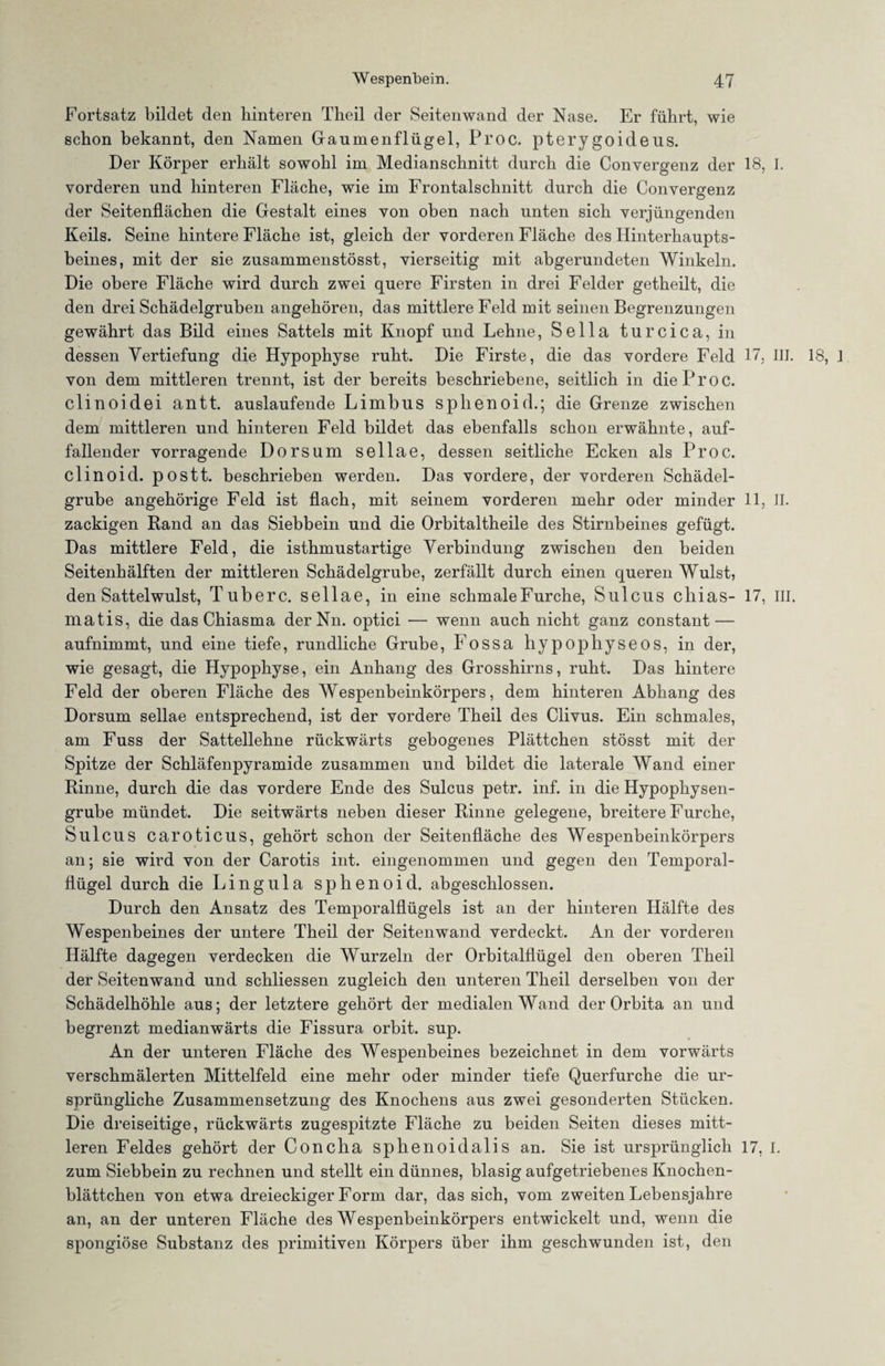 Fortsatz bildet den hinteren Theil der Seitenwand der Nase. Er führt, wie schon bekannt, den Namen Gaumenflügel, Proc. pterygoideus. Der Körper erhält sowohl im Medianschnitt durch die Convergenz der 18, I. vorderen und hinteren Fläche, wie im Frontalschnitt durch die Convergenz der Seitenflächen die Gestalt eines von oben nach unten sich verjüngenden Keils. Seine hintere Fläche ist, gleich der vorderen Fläche des Hinterhaupts¬ beines, mit der sie zusammenstösst, vierseitig mit abgerundeten Winkeln. Die obere Fläche wird durch zwei quere Firsten in drei Felder getheilt, die den drei Schädelgruben angehören, das mittlere Feld mit seinen Begrenzungen gewährt das Bild eines Sattels mit Knopf und Lehne, Sella turcica, in dessen Vertiefung die Hypophyse ruht. Die Firste, die das vordere Feld 17, III. 18, J von dem mittleren trennt, ist der bereits beschriebene, seitlich in dieProc. clinoidei antt. auslaufende Limbus sphenoid.; die Grenze zwischen dem mittleren und hinteren Feld bildet das ebenfalls schon erwähnte, auf¬ fallender vorragende Dorsum sellae, dessen seitliche Ecken als Proc. clinoid. postt. beschrieben werden. Das vordere, der vorderen Schädel¬ grube angehörige Feld ist flach, mit seinem vorderen mehr oder minder 11, II. zackigen Rand an das Siebbein und die Orbitaltheile des Stirnbeines gefügt. Das mittlere Feld, die isthmustartige Verbindung zwischen den beiden Seitenhälften der mittleren Schädelgrube, zerfällt durch einen queren Wulst, den Sattelwulst, Tuberc. sellae, in eine schmale Furche, Sulcus chias- 17, III. matis, die das Chiasma derNn. optici — wenn auch nicht ganz constant — aufnimmt, und eine tiefe, rundliche Grube, Fossa hypophyseos, in der, wie gesagt, die Hypophyse, ein Anhang des Grosshirns, ruht. Das hintere Feld der oberen Fläche des Wespenbeinkörpers, dem hinteren Abhang des Dorsum sellae entsprechend, ist der vordere Theil des Clivus. Ein schmales, am Fuss der Sattellehne rückwärts gebogenes Plättchen stösst mit der Spitze der Schläfenpyramide zusammen und bildet die laterale Wand einer Rinne, durch die das vordere Ende des Sulcus petr. inf. in die Hypophysen¬ grube mündet. Die seitwärts neben dieser Rinne gelegene, breitere Furche, Sulcus caroticus, gehört schon der Seitenfläche des Wespenbeinkörpers an; sie wird von der Carotis int. eingenommen und gegen den Temporal¬ flügel durch die Lingula sphenoid. abgeschlossen. Durch den Ansatz des Temporalflügels ist an der hinteren Hälfte des Wespenbeines der untere Theil der Seitenwand verdeckt. An der vorderen Hälfte dagegen verdecken die Wurzeln der Orbitalflügel den oberen Theil der Seitenwand und schliessen zugleich den unteren Theil derselben von der Schädelhöhle aus; der letztere gehört der medialen Wand der Orbita an und begrenzt medianwärts die Fissura orbit. sup. An der unteren Fläche des Wespenbeines bezeichnet in dem vorwärts verschmälerten Mittelfeld eine mehr oder minder tiefe Querfurche die ur¬ sprüngliche Zusammensetzung des Knochens aus zwei gesonderten Stücken. Die dreiseitige, rückwärts zugespitzte Fläche zu beiden Seiten dieses mitt¬ leren Feldes gehört der Concha sphenoidalis an. Sie ist ursprünglich 17, I. zum Siebbein zu rechnen und stellt ein dünnes, blasig aufgetriebenes Knochen¬ blättchen von etwa dreieckiger Form dar, das sich, vom zweiten Lebensjahre an, an der unteren Fläche des Wespenbeinkörpers entwickelt und, wenn die spongiöse Substanz des primitiven Körpers über ihm geschwunden ist, den