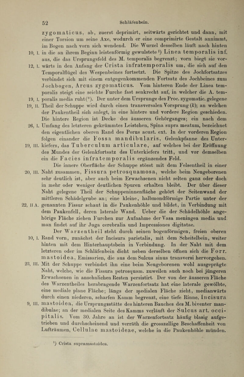 zygomaticus, ab, zuerst deprimirt, seitwärts gerichtet und dann, mit einer Torsion um seine Axe, wodurch er eine comprimirte Gestalt annimmt, im Boß-en nach vorn sich wendend. Die Wurzel desselben läuft nach hinten 10, I. in die an ihrem Beginn leistenförmig gewulstete !) Linea temporalis inf. aus, die das Ursprungsfeld des M. temporalis begrenzt; vorn biegt sie vor- 12, I. wärts in den Anfang der Crista infratemporalis um, die sich auf den Temporalflügel des Wespenbeines fortsetzt. Die Spitze des Jochfortsatzes verbindet sich mit einem entgegenkommenden Fortsatz des Jochbeines zum Jochbogen, Arcus zygomaticus. Vom hinteren Ende der Linea tem¬ poralis steigt eine seichte Furche fast senkrecht auf, in welcher die A. tem- 19, I. poralis media ruht(*). Der unter dem Ursprünge des Proc. zygomatic. gelegene 19, II. Theil der Schuppe wird durch einen transversalen Vorsprung (/c); an welchen der Paukentheil sich anlegt, in eine hintere und vordere Region geschieden. Die hintere Region ist Decke des äusseren Gehörganges; ein nach dem 26, I. Umfang des letzteren gekrümmtes Leistchen, Spina supra meatum, bezeichnet den eigentlichen oberen Rand des Porus acust. ext. ln der vorderen Region folgen einander die Fossa inandibularis, Gelenkpfanne des Unter- 19, III. kiefers, das Tuberculum articulare, auf welches bei der Eröffnung des Mundes der Gelenkfortsatz des Unterkiefers tritt, und vor demselben ein die Facies infratemporalis ergänzendes Feld. Die innere Oberfläche der Schuppe stösst mit dem Felsentheil in einer 20, III. Naht zusammen, Fissura petro squamosa, welche beim Neugeborenen sehr deutlich ist, aber auch beim Erwachsenen nicht selten ganz oder doch in mehr oder weniger deutlichen Spuren erhalten bleibt. Der über dieser Naht gelegene Theil der Schuppeninnenfläche gehört der Seiten wand der mittleren Schädelgrube an; eine kleine, halbmondförmige Partie unter der 22, IIA. genannten Fissur schaut in die Paukenhöhle und bildet, in Verbindung mit dem Paukenfell, deren laterale Wand. Ueber die der Schädelhöhle ange- hörige Fläche ziehen Furchen zur Aufnahme der Vasa meningea media und man findet auf ihr Juga cerebralia und Impressiones digitatae. Der Warzentheil steht durch seinen bogenförmigen, freien oberen 10, I. Rand vorn, zunächst der Incisura parietalis, mit dem Scheitelbein, weiter hinten mit dem Hinterhauptsbein in Verbindung. In der Naht mit dem letzteren oder im Schläfenbein dicht neben derselben öffnen sich die Forr. mastoiclea, Emissarien, die aus dem Sulcus sinus transversi hervorgehen. 23, III. Mit der Schuppe verbindet ihn eine beim Neugeborenen wohl ausgeprägte Naht, welche, wie die Fissura petrosquam. zuweilen auch noch bei jüngeren Erwachsenen in ansehnlichen Resten persistirt. Der von der äusseren Fläche des Warzentheiles herabragende Warzenfortsatz hat eine laterale gewölbte, eine mediale plane Fläche; längs der medialen Fläche zieht, medianwärts durch einen niederen, scharfen Kamm begrenzt, eine tiefe Rinne, Incisura 9, III. mastoidea, die Ursprungsstätte des hinteren Bauches des M. biventer man- dibulae; an der medialen Seite des Kamms verläuft der Sulcus art. occi- pitalis. Vom 30. Jahre an ist der Warzenfortsatz häufig blasig aufge¬ trieben und durchscheinend und verräth die grosszellige Beschaffenheit von Lufträumen, Cellulae mastoideae, welche in die Paukenhöhle münden. 0 Crista supramastoidea.
