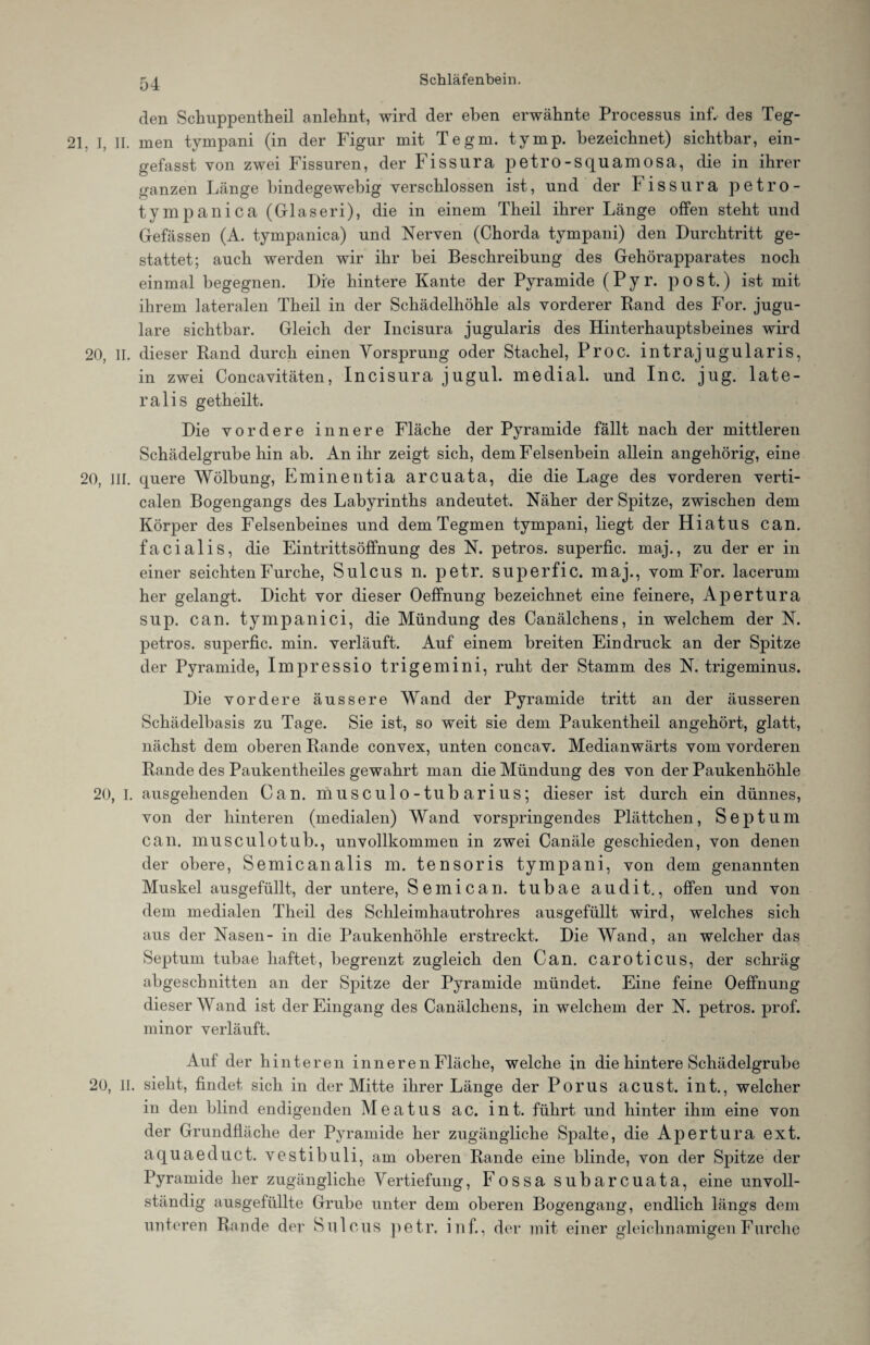 den Schuppentheil anlehnt, wird der eben erwähnte Processus inf. des Teg- 21. I, II. men tympani (in der Figur mit Tegm. tymp. bezeichnet) sichtbar, ein¬ gefasst von zwei Fissuren, der Fissura petro-squamosa, die in ihrer ganzen Länge bindegewebig verschlossen ist, und der Fissura petro- tympanica (Glaseri), die in einem Theil ihrer Länge offen steht und G-efässen (A. tympanica) und Nerven (Chorda tympani) den Durchtritt ge¬ stattet; auch werden wir ihr bei Beschreibung des Gehörapparates noch einmal begegnen. Die hintere Kante der Pyramide (Pyr. post.) ist mit ihrem lateralen Theil in der Schädelhöhle als vorderer Rand des For. jugu- lare sichtbar. Gleich der Incisura jugularis des Hinterhauptsbeines wird 20, II. dieser Rand durch einen Vorsprung oder Stachel, Proc. intrajugularis, in zwei Concavitäten, Incisura jugul. medial, und Inc. jug. late¬ ralis getheilt. Die vordere innere Fläche der Pyramide fällt nach der mittleren Schädelgrube hin ab. An ihr zeigt sich, dem Felsenbein allein angehörig, eine 20, III. quere Wölbung, Eminentia arcuata, die die Lage des vorderen verti- calen Bogengangs des Labyrinths andeutet. Näher der Spitze, zwischen dem Körper des Felsenbeines und dem Tegmen tympani, liegt der Hiatus can. facialis, die Eintrittsöffnung des N. petros. superfic. maj., zu der er in einer seichten Furche, Sulcus n. petr. superfic. maj., vom For. lacerum her gelangt. Dicht vor dieser Oeffnung bezeichnet eine feinere, Apertura sup. can. tympanici, die Mündung des Canälchens, in welchem der N. petros. superfic. min. verläuft. Auf einem breiten Eindruck an der Spitze der Pyramide, Impressio trigemini, ruht der Stamm des N. trigeminus. Die vordere äussere Wand der Pyramide tritt an der äusseren Schädelbasis zu Tage. Sie ist, so weit sie dem Paukentheil angehört, glatt, nächst dem oberen Rande convex, unten concav. Medianwärts vom vorderen Rande des Paukentheiles gewahrt man die Mündung des von der Paukenhöhle 20, I. ausgehenden Gau. musculo-tubarius; dieser ist durch ein dünnes, von der hinteren (medialen) Wand vorspringendes Plättchen, Septum can. musculotub., unvollkommen in zwei Canäle geschieden, von denen der obere, Semicanalis m. tensoris tympani, von dem genannten Muskel ausgefüllt, der untere, Semican. tubae audit., offen und von dem medialen Theil des Schleimhautrohres ausgefüllt wird, welches sich aus der Nasen- in die Paukenhöhle erstreckt. Die Wand, an welcher das Septum tubae haftet, begrenzt zugleich den Can. caroticus, der schräg abgeschnitten an der Spitze der Pyramide mündet. Eine feine Oeffnung dieser Wand ist der Eingang des Canälchens, in welchem der N. petros. prof. minor verläuft. Auf der hinteren inneren Fläche, welche in die hintere Schädelgrube 20, II. sieht, findet sich in der Mitte ihrer Länge der Porus acust. int., welcher in den blind endigenden Meatus ac. int. führt und hinter ihm eine von der Grundfläche der Pyramide her zugängliche Spalte, die Apertura ext. aquaeduct. vestibuli, am oberen Rande eine blinde, von der Spitze der Pyramide her zugängliche Vertiefung, Fossa subarcuata, eine unvoll¬ ständig ausgefüllte Grube unter dem oberen Bogengang, endlich längs dem unteren Rande der Sulcus petr, inf., der mit einer gleichnamigen Furche