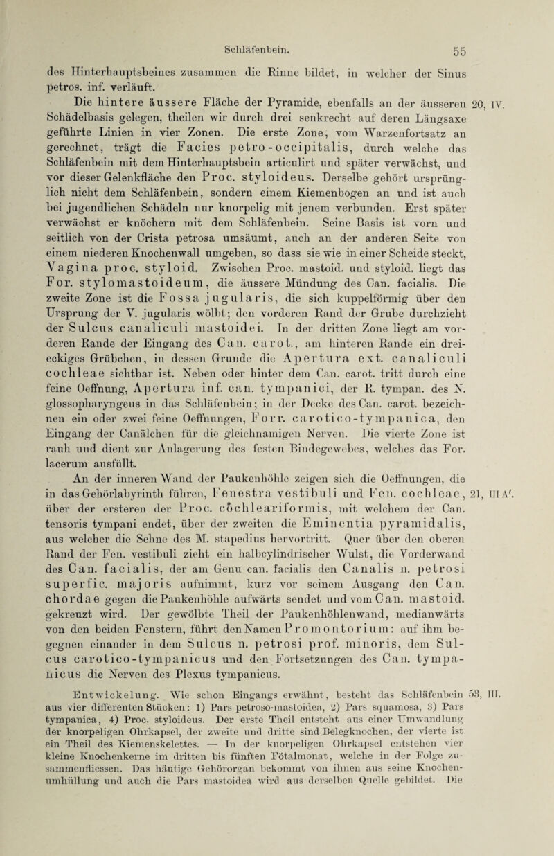 des Hinterhauptsbeines zusammen die Rinne bildet, in welcher der Sinus petros. inf. verläuft. Die hintere äussere Fläche der Pyramide, ebenfalls an der äusseren 20, IV. Schädelbasis gelegen, theilen wir durch drei senkrecht auf deren Längsaxe geführte Linien in vier Zonen. Die erste Zone, vom Warzenfortsatz an gerechnet, trägt die Facies petro - occipitalis, durch welche das Schläfenbein mit dem Hinterhauptsbein articulirt und später verwächst, und vor dieser Gelenkfläche den Proc. styloideus. Derselbe gehört ursprüng¬ lich nicht dem Schläfenbein, sondern einem Kiemenbogen an und ist auch bei jugendlichen Schädeln nur knorpelig mit jenem verbunden. Erst später verwächst er knöchern mit dem Schläfenbein. Seine Basis ist vorn und seitlich von der Crista petrosa umsäumt, auch an der anderen Seite von einem niederen Knochenwall umgeben, so dass sie wie in einer Scheide steckt, Vagina proc. styloid. Zwischen Proc. mastoid. und styloid. liegt das For. stylomastoideum, die äussere Mündung des Can. facialis. Die zweite Zone ist die Fossa jugularis, die sich kuppelförmig über den Ursprung der V. jugularis wölbt; den vorderen Rand der Grube durchzieht der Sulcus canaliculi mastoidei. In der dritten Zone liegt am vor¬ deren Rande der Eingang des Can. carot., am hinteren Rande ein drei¬ eckiges Grübchen, in dessen Grunde die Apertura ext. canaliculi Cochleae sichtbar ist. Neben oder hinter dem Can. carot. tritt durch eine feine Oeffnung, Apertura inf. can. tympanici, der R. tympan. des N. glossopharyngeus in das Schläfenbein; in der Decke des Can. carot. bezeich¬ nen ein oder zwei feine Oeffnungen, Forr. carotico-tympanica, den Eingang der Canälchen für die gleichnamigen Nerven. Die vierte Zone ist rauh und dient zur Anlagerung des festen Bindegewebes, welches das For. lacerum ausfüllt. An der inneren Wand der Paukenhöhle zeigen sich die Oeffnungen, die in das Gehörlabyrinth führen, Fenestra vestibuli und Fen. cochleae, 21, IIIA'. über der ersteren der Proc. cochleariiormis, mit welchem der Can. tensoris tympani endet, über der zweiten die Eminentia pyramidalis, aus welcher die Sehne des M. stapedius hervortritt. Quer über den oberen Rand der Fen. vestibuli zieht ein halbcylindrischer Wulst, die Vorderwand des Can. facialis, der am Genu can. facialis den Canalis n. petrosi superfic. majoris aufnimmt, kurz vor seinem Ausgang den Can. chordae gegen die Paukenhöhle aufwärts sendet und vom Can. mastoid. gekreuzt wird. Der gewölbte Theil der Paukenhöhlen wand, medianwärts von den beiden Fenstern, führt den Namen Promontorium: auf ihm be¬ gegnen einander in dem Sulcus n. petrosi prof. minoris, dem Sul¬ cus carotico-tympanicus und den Fortsetzungen des Can. tympa- nicus die Nerven des Plexus tympanicus. Entwickelung. Wie schon Eingangs erwähnt, bestellt das Schläfenbein 53, III. aus vier differenten Stücken: l) Pars petroso-mastoidea, 2) Pars squamosa, 3) Pars tympanica, 4) Proc. styloideus. Der erste Theil entsteht aus einer Umwandlung der knorpeligen Ohrkapsel, der zweite und dritte sind Belegknochen, der vierte ist ein Theil des Kiemenskelettes. — In der knorpeligen Ohrkapsel entstehen vier kleine Knochenkerne im dritten bis fünften Eötalmonat, welche in der Folge zu- sammenfliessen. Das häutige Gehörorgan bekommt von ihnen aus seine Knochen¬ umhüllung und auch die Pars mastoidea wird aus derselben Quelle gebildet, Die