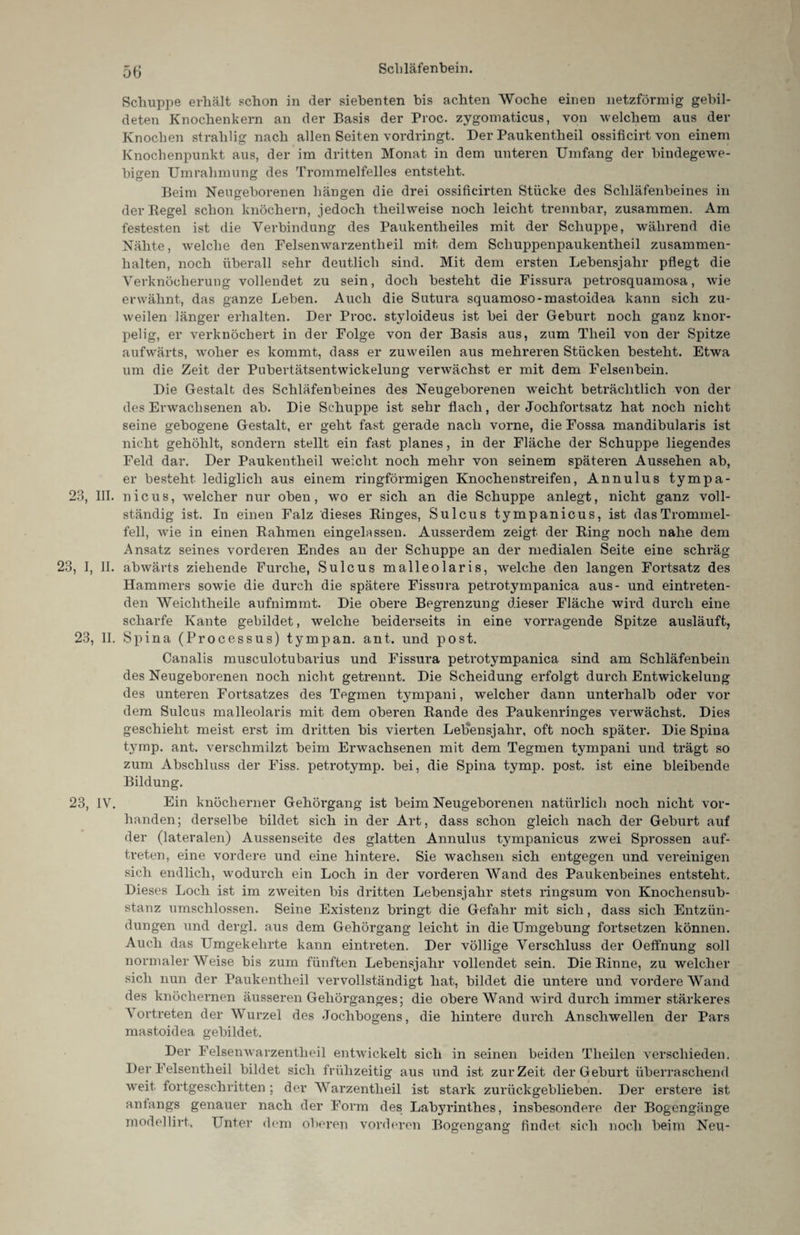 Schuppe erhält schon in der siebenten bis achten Woche einen netzförmig gebil¬ deten Knochenkern an der Basis der Proc. zygomaticus, von welchem aus der Knochen strahlig nach allen Seiten vordringt. Der Paukentheil ossificirt von einem Knochenpunkt aus, der im dritten Monat in dem unteren Umfang der bindegewe¬ bigen Umrahmung des Trommelfelles entsteht. Beim Neugeborenen hängen die drei ossificirten Stücke des Schläfenbeines in der Regel schon knöchern, jedoch theilweise noch leicht trennbar, zusammen. Am festesten ist die Verbindung des Paukentheiles mit der Schuppe, während die Nähte, welche den Pelsenwarzentlieil mit dem Scliuppenpaukentheil Zusammen¬ halten, noch überall sehr deutlich sind. Mit dem ersten Lebensjahr pflegt die Verknöcherung vollendet zu sein, doch besteht die Fissura petrosquamosa, wie erwähnt, das ganze Leben. Auch die Sutura squamoso-mastoidea kann sich zu¬ weilen länger erhalten. Der Proc. styloideus ist bei der Geburt noch ganz knor¬ pelig, er verknöchert in der Folge von der Basis aus, zum Theil von der Spitze aufwärts, woher es kommt, dass er zuweilen aus mehreren Stücken besteht. Etwa um die Zeit der Pubertätsentwickelung venvächst er mit dem Felsenbein. Die Gestalt des Schläfenbeines des Neugeborenen wreicht beträchtlich von der des Erwachsenen ab. Die Schuppe ist sehr flach, der Jochfortsatz hat noch nicht seine gebogene Gestalt, er geht fast gerade nach vorne, die Fossa mandibularis ist nicht gehöhlt, sondern stellt ein fast planes, in der Fläche der Schuppe liegendes Feld dar. Der Paukentheil weicht noch mehr von seinem späteren Aussehen ab, er besteht lediglich aus einem ringförmigen Knochen streifen, Annulus tympa- 23, III. nieus, welcher nur oben, wo er sich an die Schuppe anlegt, nicht ganz voll¬ ständig ist. In einen Falz dieses Ringes, Sulcus tympanicus, ist das Trommel¬ fell, wie in einen Rahmen eingelassen. Ausserdem zeigt der Ring noch nahe dem Ansatz seines vorderen Endes au der Schuppe an der medialen Seite eine schräg 23, I, II. abwärts ziehende Furche, Sulcus malleolaris, welche den langen Fortsatz des Hammers sowie die durch die spätere Fissura petrotympanica aus- und eintreten¬ den Weichtheile aufnimmt. Die obere Begrenzung dieser Fläche wird durch eine scharfe Kante gebildet, welche beiderseits in eine vorragende Spitze ausläuft, 23, II. Spina (Processus) tympan. ant. und post. Canalis musculotubarius und Fissura petrotympanica sind am Schläfenbein des Neugeborenen noch nicht getrennt. Die Scheidung erfolgt durch Entwickelung des unteren Fortsatzes des Tegmen tympani, welcher dann unterhalb oder vor dem Sulcus malleolaris mit dem oberen Rande des Paukenringes verwächst. Dies geschieht meist erst im dritten bis vierten Lebensjahr, oft noch später. Die Spina tyrnp. ant. verschmilzt beim Erwachsenen mit dem Tegmen tympani und trägt so zum Abschluss der Fiss. petrotymp. bei, die Spina tymp. post, ist eine bleibende Bildung. 23, IV. Ein knöcherner Gehörgang ist beim Neugeborenen natürlich noch nicht vor¬ handen; derselbe bildet sich in der Art, dass schon gleich nach der Geburt auf der (lateralen) Aussenseite des glatten Annulus tympanicus zwei Sprossen auf- treten, eine vordere und eine hintere. Sie wachsen sich entgegen und vereinigen sich endlich, wodurch ein Loch in der vorderen Wand des Paukenbeines entsteht. Dieses Loch ist im zweiten bis dritten Lebensjahr stets ringsum von Knochensub¬ stanz umschlossen. Seine Existenz bringt die Gefahr mit sich, dass sich Entzün¬ dungen und dergl. aus dem Gehörgang leicht in die Umgebung fortsetzen können. Auch das Umgekehrte kann eintreten. Der völlige Verschluss der Oeffnung soll normaler Weise bis zum fünften Lebensjahr vollendet sein. Die Rinne, zu welcher sich nun der Paukentheil vervollständigt hat, bildet die untere und vordere Wand des knöchernen äusseren Gehörganges; die obere Wand wird durch immer stärkeres A ortreten der Wurzel des Jochbogens, die hintere durch Anschwellen der Pars mastoidea gebildet. Der Felsenwarzen theil entwickelt sich in seinen beiden Theilen verschieden. Der Felsentheil bildet sich frühzeitig aus und ist zurZeit der Geburt überraschend weit fortgeschritten ; der Warzentheil ist stark zurückgeblieben. Der erstere ist anfangs genauer nach der Form des Lab37rinthes, insbesondere der Bogengänge modellirt, Unter dem oberen vorderen Bogengang findet sich noch heim Neu-