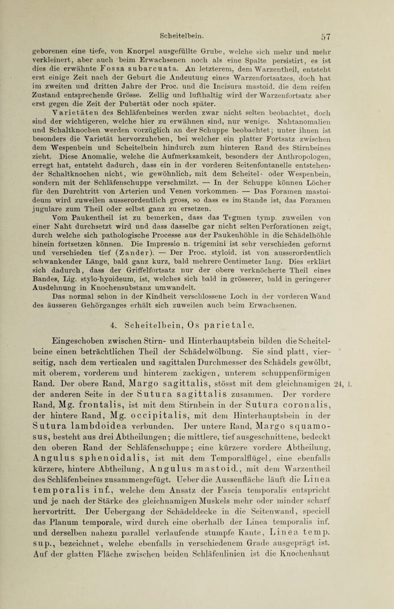 geborenen eine tiefe, von Knorpel ausgefüllte Grube, welche sich mehr und mehr verkleinert, aber auch beim Erwachsenen noch als eine Spalte persistirt, es ist dies die erwähnte Fossa subarcuata. An letzterem, dem Warzentheil, entsteht erst einige Zeit nach der Geburt die Andeutung eines Warzenfortsatzes, doch hat im zweiten und dritten Jahre der Proc. und die Incisura mastoid. die dem reifen Zustand entsprechende Grösse. Zellig und lufthaltig wird der Warzenfortsatz aber erst gegen die Zeit der Pubertät oder noch später. Varietäten des Schläfenbeines werden zwar nicht selten beobachtet, doch sind der wichtigeren, welche hier zu erwähnen sind, nur wenige. Nahtanomalien und Schaltknochen werden vorzüglich an der Schuppe beobachtet; unter ihnen ist besonders die Varietät hervorzuheben, bei welcher ein platter Fortsatz zwischen dem Wespenbein und Scheitelbein hindurch zum hinteren Rand des Stirnbeines zieht. Diese Anomalie, welche die Aufmerksamkeit, besonders der Anthropologen, erregt hat, entsteht dadurch, dass ein in der vorderen Seitenfontanelle entstehen¬ der Schaltknochen nicht, wie gewöhnlich,- mit dem Scheitel- oder Wespenbein, sondern mit der Schläfenschuppe verschmilzt. — In der Schuppe können Löcher für den Durchtritt von Arterien und Venen Vorkommen- — Das Foramen mastoi- deum wird zuweilen ausserordentlich gross, so dass es im Stande ist, das Foramen jugulare zum Theil oder selbst ganz zu ersetzen. Vom Paukentheil ist zu bemerken, dass das Tegmen tymp. zuweilen von einer Naht durchsetzt wird und dass dasselbe gar nicht selten Perforationen zeigt, durch welche sich pathologische Processe aus der Paukenhöhle in die Schädelhöhle hinein fortsetzen können. Die Impressio n. trigemini ist sehr verschieden geformt und verschieden tief (Zander). — Der Proc. styloid. ist von ausserordentlich schwankender Länge, bald ganz kurz, bald mehrere Centimeter lang. Dies erklärt sich dadurch, dass der Griffelfortsatz nur der obere verknöcherte Theil eines Bandes, Lig. stylo-hyoideum, ist, welches sich bald in grösserer, bald in geringerer Ausdehnung in Knochensubstanz umwandelt. Das normal schon in der Kindheit verschlossene Loch in der vorderen Wand des äusseren Gehörganges erhält sich zuweilen auch beim Erwachsenen. 4. Scheitelbein, Os parietale. Eingeschoben zwischen Stirn- und Hinterhauptsbein bilden die Scheitel¬ beine einen beträchtlichen Theil der Schädelwölbung. Sie sind platt, vier¬ seitig, nach dem verticalen und sagittalen Durchmesser des Schädels gewölbt, mit oberem, vorderem und hinterem zackigen, unterem schuppenförmigen Rand. Der obere Rand, Margo sagittalis, stösst mit dem gleichnamigen 24, 1. der anderen Seite in der Sutura sagittalis zusammen. Der vordere Rand, Mg. frontalis, ist mit dem Stirnbein in der Sutura coronalis, der hintere Rand, Mg. occipitalis, mit dem Hinterhauptsbein in der Sutura lambdoidea verbunden. Der untere Rand, Margo squamo¬ sus, besteht aus drei Abtheilungen; die mittlere, tief ausgeschnittene, bedeckt den oberen Rand der Schläfenschuppe; eine kürzere vordere Abtheilung, Angu 1 uS sphenoidalis, ist mit dem Temporalllügel, eine ebenfalls kürzere, hintere Abtheilung, Angulus mastoid., mit dem Warzentheil des Schläfenbeines zusammengefügt. Ueber die Aussenfläche läuft die Linea temporalis inf., welche dem Ansatz der Fascia temporalis entspricht und je nach der Stärke des gleichnamigen Muskels mehr oder minder scharf hervortritt. Der Uebergang der Schädeldecke in die Seitenwand, speciell das Planum temporale, wird durch eine oberhalb der Linea temporalis inf. und derselben nahezu parallel verlaufende stumpfe Kante, Linea temp. Slip., bezeichnet, welche ebenfalls in verschiedenem Grade ausgeprägt ist. Auf der glatten Fläche zwischen beiden Schläfenlinien ist die Knochenhaut