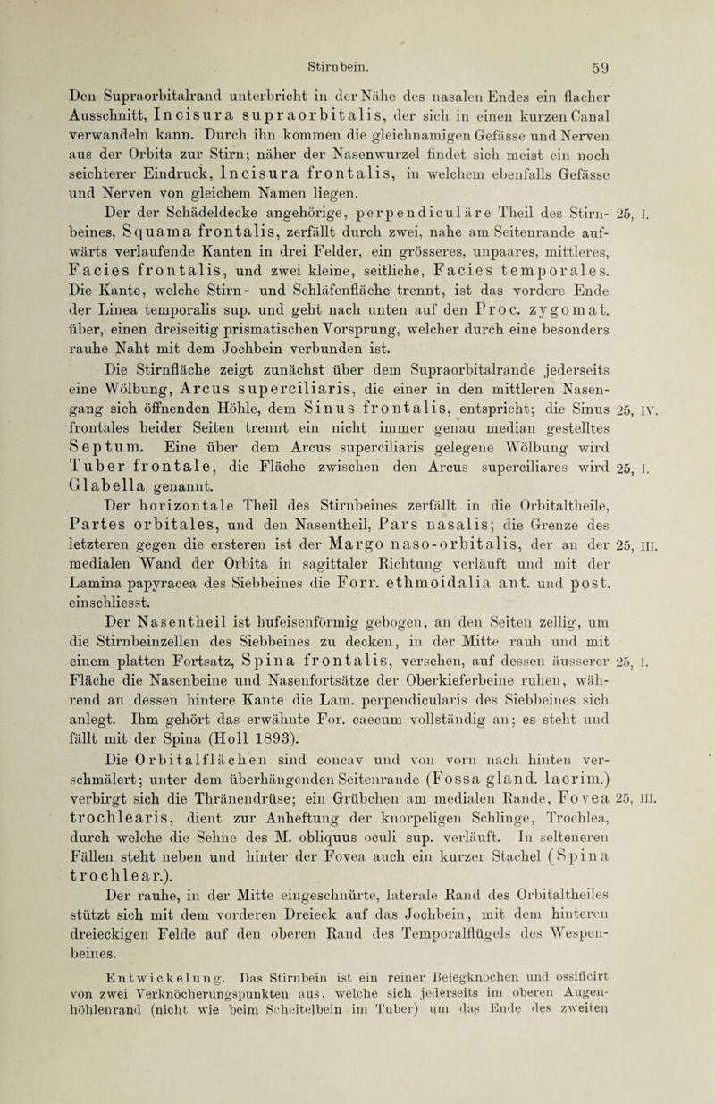 Den Supraorbitalrand unterbricht in der Nähe des nasalen Endes ein flacher Ausschnitt, Incisura supraorbitalis, der sich in einen kurzen Canal verwandeln kann. Durch ihn kommen die gleichnamigen Gefässe und Nerven aus der Orbita zur Stirn; näher der Nasenwurzel findet sich meist ein noch seichterer Eindruck, Incisura frontalis, in welchem ebenfalls Gefässe und Nerven von gleichem Namen liegen. Der der Schädeldecke angehörige, perpendiculäre Tlieil des Stirn- 25, I. beines, Squama frontalis, zerfällt durch zwei, nahe am Seitenrande auf¬ wärts verlaufende Kanten in drei Felder, ein grösseres, unpaares, mittleres, Facies frontalis, und zwei kleine, seitliche, Facies temporales. Die Kante, welche Stirn- und Schläfenfläche trennt, ist das vordere Ende der Linea temporalis sup. und geht nach unten auf den Proc. zygomat. über, einen dreiseitig prismatischen Vorsprung, welcher durch eine besonders rauhe Naht mit dem Jochbein verbunden ist. Die Stirnfläche zeigt zunächst über dem Supraorbitalrande jederseits eine Wölbung, Arcus superciliaris, die einer in den mittleren Nasen¬ gang sich öffnenden Höhle, dem Sinus frontalis, entspricht; die Sinus 25, IV. frontales beider Seiten trennt ein nicht immer genau median gestelltes Septum. Eine über dem Arcus superciliaris gelegene Wölbung wird Tuber frontale, die Fläche zwischen den Arcus superciliares wird 25, I. Grlabella genannt. Der horizontale Theil des Stirnbeines zerfällt in die Orbitaltheile, Partes orbitales, und den Nasentheil, Pars nasalis; die Grenze des letzteren gegen die ersteren ist der Margo naso-orbitalis, der an der 25, III. medialen Wand der Orbita in sagittaler Richtung verläuft und mit der Lamina papyracea des Siebbeines die Forr. ethmoidalia ant. und post, einschliesst. Der Nasentheil ist hufeisenförmig gebogen, an den Seiten zellig, um die Stirnbeinzellen des Siebbeines zu decken, in der Mitte rauh und mit einem platten Fortsatz, Spina frontalis, versehen, auf dessen äusserer 25, J. Fläche die Nasenbeine und Nasenfortsätze der Oberkieferbeine ruhen, wäh¬ rend an dessen hintere Kante die Lam. perpendicularis des Siebbeines sich anlegt. Ihm gehört das erwähnte For. caecum vollständig an; es steht und fällt mit der Spina (Holl 1893). Die Orbital flächen sind concav und von vorn nach hinten ver¬ schmälert; unter dem überhängenden Seitenrande (Fossa gland. lacrim.) verbirgt sich die Thränendrüse; ein Grübchen am medialen Rande, Fovea 25, III. trochlearis, dient zur Anheftung der knorpeligen Schlinge, Trochlea, durch welche die Sehne des M. obliquus oculi sup. verläuft. In selteneren Fällen steht neben und hinter der Fovea auch ein kurzer Stachel (Spina trochlea r.). Der rauhe, in der Mitte eingeschnürte, laterale Rand des Orbitaltheiles stützt sich mit dem vorderen Dreieck auf das Jochbein, mit dem hinteren dreieckigen Felde auf den oberen Rand des Temporalflügels des Wespen¬ beines. Entwickelung. Das Stirnbein ist ein reiner Belegknochen und ossificirt von zwei Verknöcherungspunkten aus, welche sich jederseits im oberen Augen¬ höhlenrand (nicht wie beim Scheitelbein im Tuber) um <]as Ende des zweiten