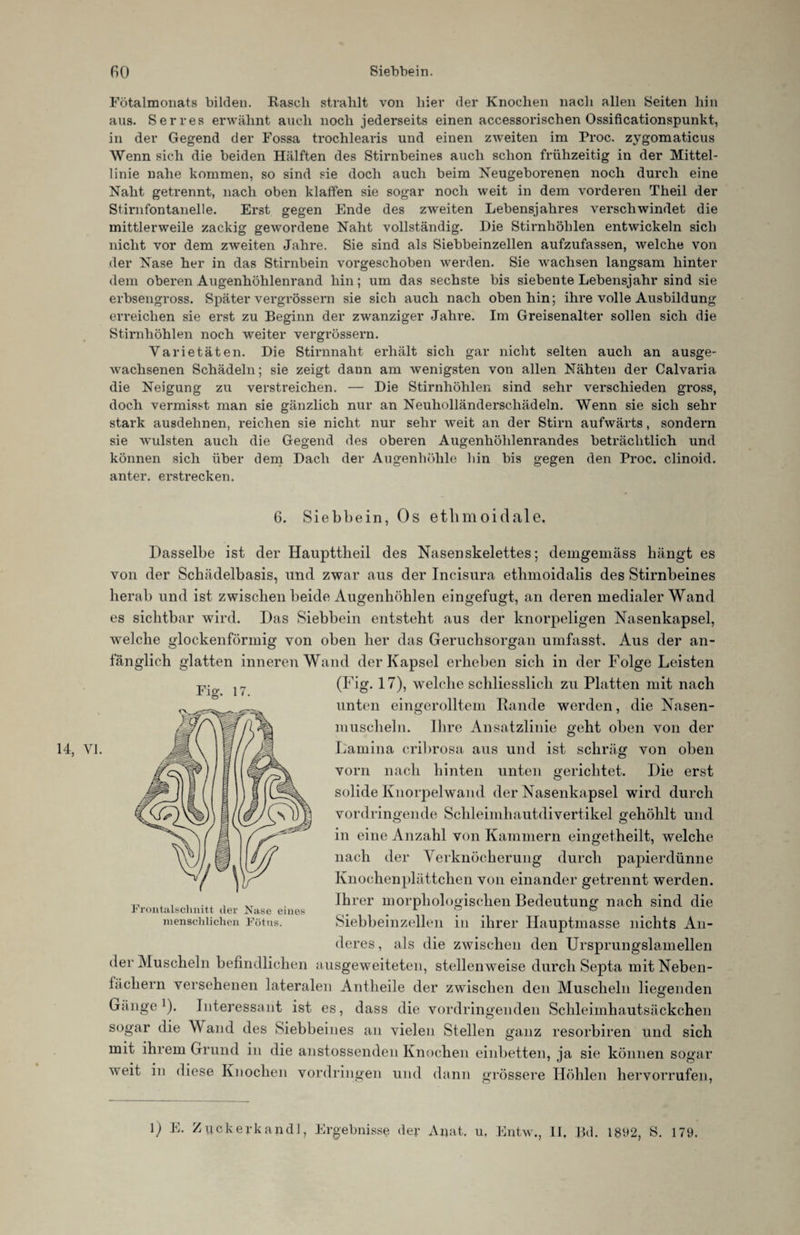 14, VI. Fötalmonats bilden. Kasch strahlt von hier der Knochen nach allen Seiten hin aus. Serres erwähnt auch noch jederseits einen accessorischen Ossificationspunkt, in der Gegend der Fossa trochlearis und einen zweiten im Proc. zygomaticus Wenn sich die beiden Hälften des Stirnbeines auch schon frühzeitig in der Mittel¬ linie nahe kommen, so sind sie doch auch beim Neugeborenen noch durch eine Naht getrennt, nach oben klaffen sie sogar noch weit in dem vorderen Theil der Stirnfontanelle. Erst gegen Ende des zweiten Lebensjahres verschwindet die mittlerweile zackig gewordene Naht vollständig. Die Stirnhöhlen entwickeln sich nicht vor dem zweiten Jahre. Sie sind als Siebbeinzellen aufzufassen, welche von der Nase her in das Stirnbein vorgeschoben werden. Sie wachsen langsam hinter dem oberen Augenhöhlenrand hin; um das sechste bis siebente Lebensjahr sind sie erbsengross. Später vergrössern sie sich auch nach obenhin; ihre volle Ausbildung erreichen sie erst zu Beginn der zwanziger Jahre. Im Greisenalter sollen sich die Stirnhöhlen noch weiter vergrössern. Varietäten. Die Stirnnaht erhält sich gar nicht selten auch an ausge¬ wachsenen Schädeln; sie zeigt dann am wenigsten von allen Nähten der Calvaria die Neigung zu verstreichen. — Die Stirnhöhlen sind sehr verschieden gross, doch vermisst man sie gänzlich nur an Neuholländerschädeln. Wenn sie sich sehr stark ausdehnen, reichen sie nicht nur sehr weit an der Stirn aufwärts, sondern sie wulsten auch die Gegend des oberen Augenhöhlenrandes beträchtlich und können sich über dem Dach der Augenhöhle hin bis gegen den Proc. clinoid. anter. erstrecken. 6. Siebbein, Os ethmoidale. Fig. 17. Dasselbe ist der Haupttheil des Nasen Skelettes; demgemäss hängt es von der Schädelbasis, und zwar aus der Incisura ethmoidalis des Stirnbeines herab und ist zwischen beide Augenhöhlen eingefugt, an deren medialer Wand es sichtbar wird. Das Siebbein entsteht aus der knorpeligen Nasenkapsel, welche glockenförmig von oben her das Geruchsorgan umfasst. Aus der an¬ fänglich glatten inneren Wand der Kapsel erheben sich in der Folge Leisten (Fig. 17), welche schliesslich zu Platten mit nach unten eingerolltem Rande werden, die Nasen¬ muscheln. Ihre Ansatzlinie geht oben von der Lamina cribrosa aus und ist schräg von oben vorn nach hinten unten gerichtet. Die erst solide Knorpelwand der Nasenkapsel wird durch vordringende Schleimhautdivertikel gehöhlt und in eine Anzahl von Kammern eingetheilt, welche nach der Verknöcherung durch papierdünne Knochenplättchen von einander getrennt werden. Ihrer morphologischen Bedeutung nach sind die Siebbeinzellen in ihrer Hauptmasse nichts An¬ deres, als die zwischen den Ursprungslamellen der Muscheln befindlichen ausgeweiteten, stellenweise durch Septa mit Neben¬ fächern versehenen lateralen Antheile der zwischen den Muscheln liegenden Gänge ]). Interessant ist es, dass die vordringenden Schleimhautsäckchen sogar die V and des Siebbeines an vielen Stellen ganz resorbiren und sich mit ihrem Grund in die anstossenden Knochen einbetten, ja sie können sogar weit in diese Knochen Vordringen und dann grössere Höhlen hervorrufen, Frontalschnitt der Nase eines menschlichen Fötus.