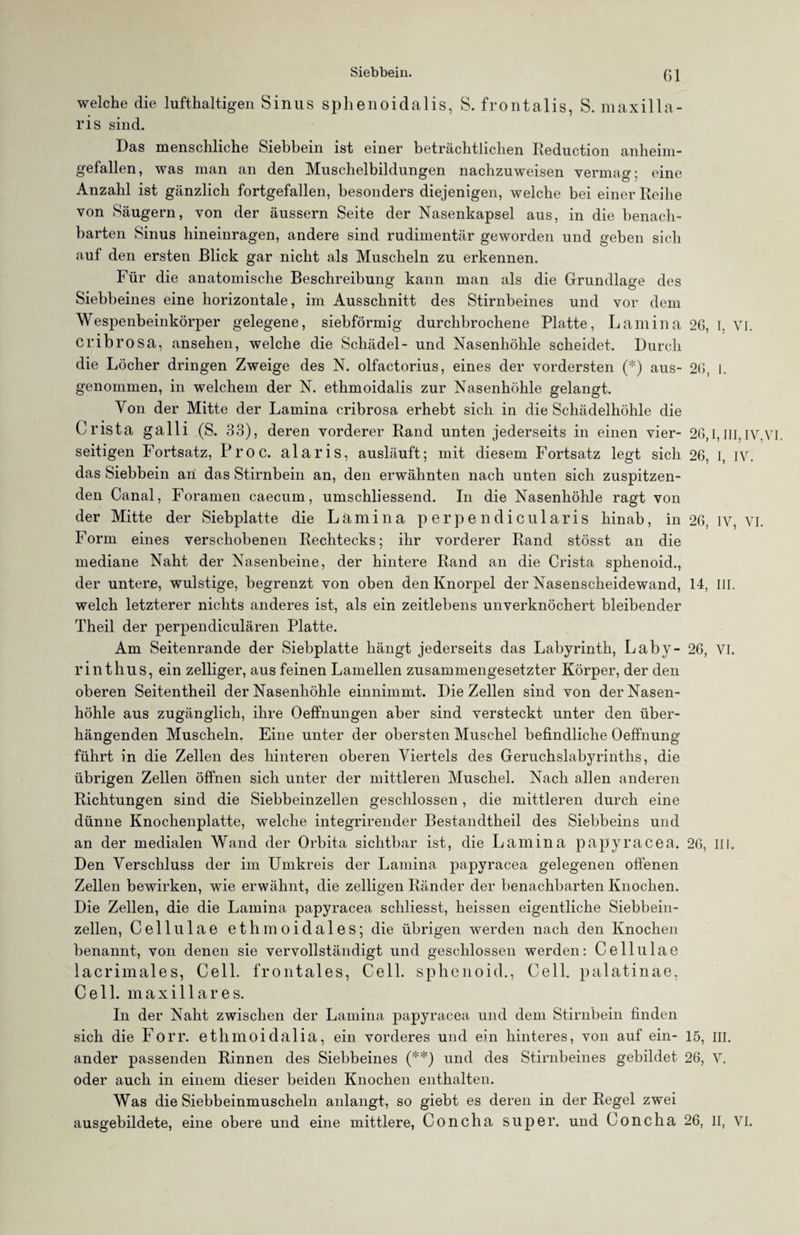 welche die lufthaltigen Sinus sphenoidalis, S. frontalis, S. maxilla- ris sind. Das menschliche Siebbein ist einer beträchtlichen Reduction anheim¬ gefallen, was man an den Muschelbildungen nachzuweisen vermag; eine Anzahl ist gänzlich fortgefallen, besonders diejenigen, welche bei einer Reihe von Säugern, von der äussern Seite der Nasenkapsel aus, in die benach¬ barten Sinus hineinragen, andere sind rudimentär geworden und geben sich auf den ersten Blick gar nicht als Muscheln zu erkennen. Für die anatomische Beschreibung kann man als die Grundlage des Siebbeines eine horizontale, im Ausschnitt des Stirnbeines und vor dem Wespenbeinkörper gelegene, siebförmig durchbrochene Platte, Lamina 26, I vi. cribrosa, ansehen, welche die Schädel- und Nasenhöhle scheidet. Durch die Löcher dringen Zweige des N. olfactorius, eines der vordersten (*) aus- 26, l. genommen, in welchem der N. ethmoidalis zur Nasenhöhle gelangt. Von der Mitte der Lamina cribrosa erhebt sich in die Schädelhöhle die Crista galli (S. 33), deren vorderer Rand unten jederseits in einen vier- 26,1,m iy,vi. seitigen Fortsatz, Proc. alaris, ausläuft; mit diesem Fortsatz legt sich 26, l, IV. das Siebbein an das Stirnbein an, den erwähnten nach unten sich zuspitzen¬ den Canal, Foramen caecum, umschliessend. In die Nasenhöhle ragt von der Mitte der Siebplatte die Lamina perpendicularis hinab, in 26, ]v, VI. Form eines verschobenen Rechtecks; ihr vorderer Rand stösst an die mediane Naht der Nasenbeine, der hintere Rand an die Crista sphenoid., der untere, wulstige, begrenzt von oben den Knorpel der Nasenscheidewand, 14, III. welch letzterer nichts anderes ist, als ein zeitlebens unverknöchert bleibender Theil der perpendiculären Platte. Am Seitenrande der Siebplatte hängt jederseits das Labyrinth, Laby- 26, VI. rin tlins, ein zelliger, aus feinen Lamellen zusammengesetzter Körper, der den oberen Seitentheil der Nasenhöhle einnimmt. Die Zellen sind von der Nasen¬ höhle aus zugänglich, ihre Oeffnungen aber sind versteckt unter den über¬ hängenden Muscheln. Eine unter der obersten Muschel befindliche Oeffnung führt in die Zellen des hinteren oberen Viertels des Geruchslabyrinths, die übrigen Zellen öffnen sich unter der mittleren Muschel. Nach allen anderen Richtungen sind die Siebbeinzellen geschlossen, die mittleren durch eine dünne Knochenplatte, welche integrirender Bestandtheil des Siebbeins und an der medialen Wand der Orbita sichtbar ist, die Lamina papyracea. 26, III. Den Verschluss der im Umkreis der Lamina papyracea gelegenen offenen Zellen bewirken, wie erwähnt, die zelligen Ränder der benachbarten Knochen. Die Zellen, die die Lamina papyracea schliesst, heissen eigentliche Siebbein¬ zellen, Cellulae ethmoidales; die übrigen werden nach den Knochen benannt, von denen sie vervollständigt und geschlossen werden: Cellulae lacrimales, Cell, frontales, Cell, sphenoid., Cell, palatinae, Cell, maxillares. In der Naht zwischen der Lamina papyracea und dem Stirnbein finden sich die Forr. ethmoidalia, ein vorderes und ein hinteres, von auf ein- 15, III. ander passenden Rinnen des Siebbeines (**) und des Stirnbeines gebildet 26, V. oder auch in einem dieser beiden Knochen enthalten. Was die Siebbeinmuscheln anlangt, so giebt es deren in der Regel zwei ausgebildete, eine obere und eine mittlere, Conclia super, und Concha 26, II, VI.