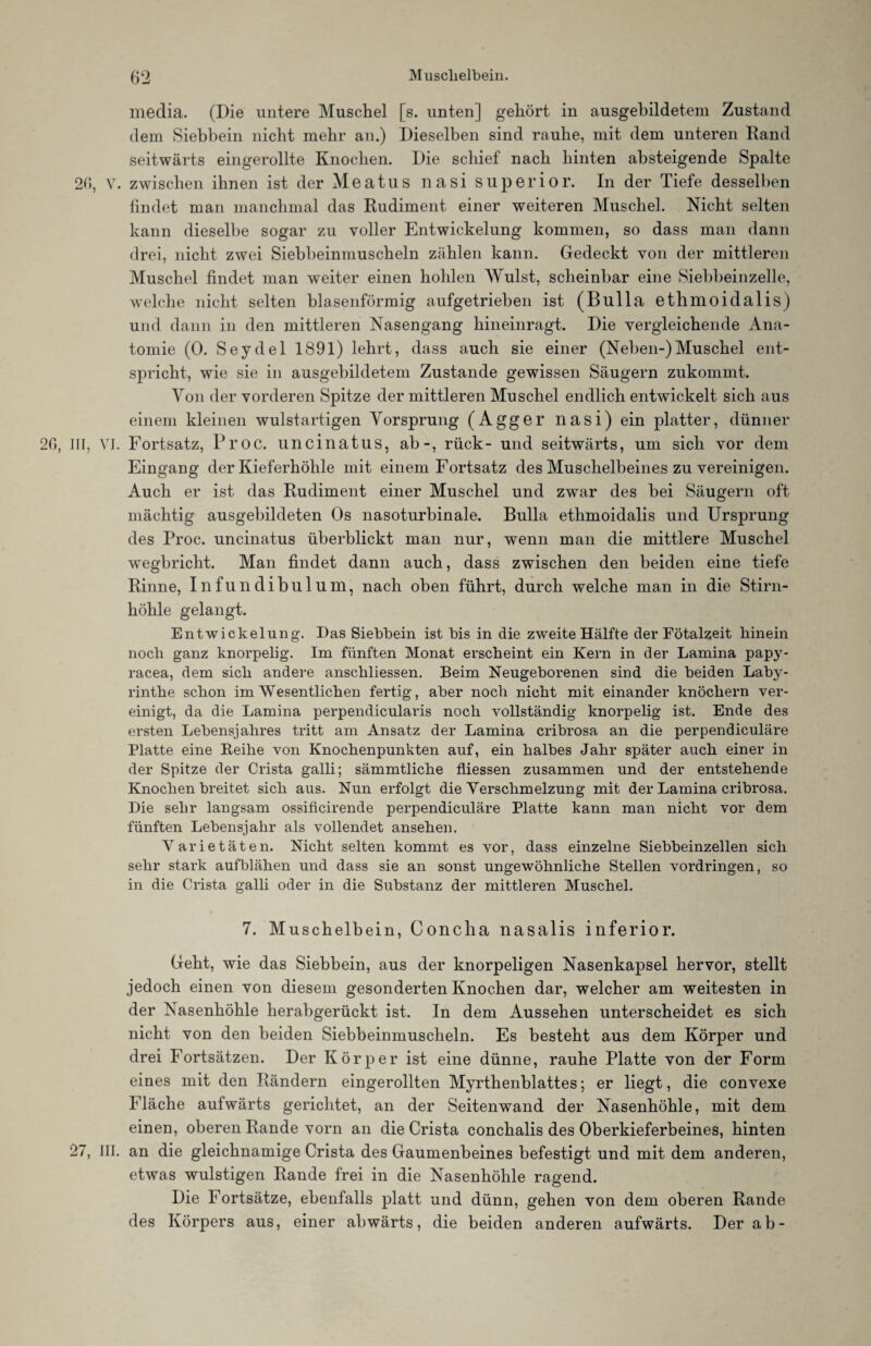 media. (Die untere Muschel [s. unten] gehört in ausgebildetem Zustand dem Siebbein nicht mehr an.) Dieselben sind rauhe, mit dem unteren Rand seitwärts eingerollte Knochen. Die schief nach hinten absteigende Spalte 20, V. zwischen ihnen ist der Meatus nasi super io r. In der Tiefe desselben findet man manchmal das Rudiment einer weiteren Muschel. Nicht selten kann dieselbe sogar zu voller Entwickelung kommen, so dass man dann drei, nicht zwei Siebbeinmuscheln zählen kann. Gedeckt von der mittleren Muschel findet man weiter einen hohlen Wulst, scheinbar eine Siebbeinzelle, welche nicht selten blasenförmig aufgetrieben ist (Bulla ethmoidalis) und dann in den mittleren Nasengang hineinragt. Die vergleichende Ana¬ tomie (0. Seydel 1891) lehrt, dass auch sie einer (Neben-)Muschel ent¬ spricht, wie sie in ausgebildetem Zustande gewissen Säugern zukommt. Von der vorderen Spitze der mittleren Muschel endlich entwickelt sich aus einem kleinen wulstartigen Vorsprung (Agger nasi) ein platter, dünner 26, III, VI. Fortsatz, Proc. uncinatus, ab-, rück- und seitwärts, um sich vor dem Eingang der Kieferhöhle mit einem Fortsatz des Muschelbeines zu vereinigen. Auch er ist das Rudiment einer Muschel und zwar des bei Säugern oft mächtig ausgebildeten Os nasoturbinale. Bulla ethmoidalis und Ursprung des Proc. uncinatus überblickt man nur, wenn man die mittlere Muschel wegbricht. Man findet dann auch, dass zwischen den beiden eine tiefe Rinne, Infundibulum, nach oben führt, durch welche man in die Stirn¬ höhle gelangt. Entwickelung. Das Siebbein ist bis in die zweite Hälfte der Fötalzeit hinein noch ganz knorpelig. Im fünften Monat erscheint ein Kern in der Lamina papy- racea, dem sich andere anschliessen. Beim Neugeborenen sind die beiden Laby¬ rinthe schon im Wesentlichen fertig, aber noch nicht mit einander knöchern ver¬ einigt, da die Lamina perpendicularis noch vollständig knorpelig ist. Ende des ersten Lebensjahres tritt am Ansatz der Lamina cribrosa an die perpendiculäre Platte eine Keihe von Knochenpunkten auf, ein halbes Jahr später auch einer in der Spitze der Crista galli; sämmtliche fliessen zusammen und der entstehende Knochen breitet sich aus. Nun erfolgt die Verschmelzung mit der Lamina cribrosa. Die sehr langsam ossificirende perpendiculäre Platte kann man nicht vor dem fünften Lebensjahr als vollendet ansehen. Varietäten. Nicht selten kommt es vor, dass einzelne Siebbeinzellen sich sehr stark aufblähen und dass sie an sonst ungewöhnliche Stellen Vordringen, so in die Crista galli oder in die Substanz der mittleren Muschel. 7. Muschelbein, Concha nasalis inferior. Geht, wie das Siebbein, aus der knorpeligen Nasenkapsel hervor, stellt jedoch einen von diesem gesonderten Knochen dar, welcher am weitesten in der Nasenhöhle herabgerückt ist. In dem Aussehen unterscheidet es sich nicht, von den beiden Siebbeinmuscheln. Es besteht aus dem Körper und drei Fortsätzen. Der Körper ist eine dünne, rauhe Platte von der Form eines mit den Rändern eingerollten Myrthenblattes; er liegt, die convexe Fläche aufwärts gerichtet, an der Seitenwand der Nasenhöhle, mit dem einen, oberen Rande vorn an die Crista conchalis des Oberkieferbeines, hinten 27, III. an die gleichnamige Crista des Gaumenbeines befestigt und mit dem anderen, etwas wulstigen Rande frei in die Nasenhöhle ragend. Die Fortsätze, ebenfalls platt und dünn, gehen von dem oberen Rande des Körpers aus, einer abwärts, die beiden anderen aufwärts. Der ab-