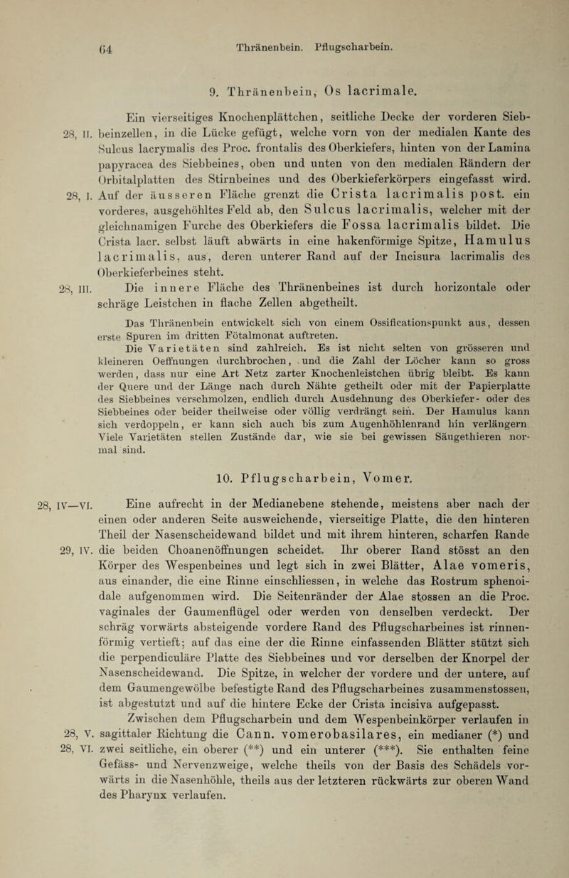 Thränenbein. Pflugscharbein. (>4 9. Thränenbein, Os lacrimale. Ein vierseitiges Knochenplättchen, seitliche Decke der vorderen Sieb- 28, II. beinzellen, in die Lücke gefügt, welche vorn von der medialen Kante des Sulcus lacrymalis des Proc. frontalis des Oberkiefers, hinten von der Lamina papyracea des Siebbeines, oben und unten von den medialen Rändern der Orbitalplatten des Stirnbeines und des Oberkieferkörpers eingefasst wird. 28, I. Auf der äusseren Fläche grenzt die Crista lacrimalis post, ein vorderes, ausgehöhltes Feld ab, den Sulcus lacrimalis, welcher mit der gleichnamigen Furche des Oberkiefers die Fossa lacrimalis bildet. Die Crista lacr. selbst läuft abwärts in eine hakenförmige Spitze, Ham ul US lacrimalis, aus, deren unterer Rand auf der Incisura lacrimalis des Oberkieferbeines steht. 28, in. Die innere Fläche des Thränenbeines ist durch horizontale oder schräge Leistchen in flache Zellen abgetheilt. Das Thränenbein entwickelt sich von einem Ossificationspunkt aus, dessen erste Spuren im dritten Fötalmonat auftreten. Die Ya rie täten sind zahlreich. Es ist nicht selten von grösseren und kleineren Oeffnungen durchbrochen, und die Zahl der Löcher kann so gross werden, dass nur eine Art Netz zarter Knockenleistchen übrig bleibt. Es kann der Quere und der Länge nach durch Nähte getheilt oder mit der Papierplatte des Siebbeines verschmolzen, endlich durch Ausdehnung des Oberkiefer- oder des Siebbeines oder beider theilweise oder völlig verdrängt sein. Der Hamulus kann sich verdoppeln, er kann sich auch bis zum Augenhöhlenrand hin verlängern Viele Varietäten stellen Zustände dar, wie sie bei gewissen Säugethieren nor¬ mal sind. 10. Pflugscharbein, Vorner. 28, iv—VI. Eine aufrecht in der Medianebene stehende, meistens aber nach der einen oder anderen Seite ausweichende, vierseitige Platte, die den hinteren Theil der Nasenscheidewand bildet und mit ihrem hinteren, scharfen Rande 29, IV. die beiden Choanenöffnungen scheidet. Ihr oberer Rand stösst an den Körper des Wespenbeines und legt sich in zwei Blätter, Alae vomeris, aus einander, die eine Rinne einschliessen, in welche das Rostrum sphenoi- dale aufgenommen wird. Die Seitenränder der Alae stossen an die Proc. vaginales der Gaumenflügel oder werden von denselben verdeckt. Der schräg vorwärts absteigende vordere Rand des Pflugscharbeines ist rinnen¬ förmig vertieft; auf das eine der die Rinne einfassenden Blätter stützt sich die perpendiculäre Platte des Siebbeines und vor derselben der Knorpel der Nasenscheidewand. Die Spitze, in welcher der vordere und der untere, auf dem Gaumengewölbe befestigte Rand des Pflugscharbeines zusammenstossen, ist abgestutzt und auf die hintere Ecke der Crista incisiva aufgepasst. Zwischen dem Pflugscharbein und dem Wespenbeinkörper verlaufen in 28, V. sagittaler Richtung die Cann. vomerobasilares, ein medianer (*) und 28, VI. zwei seitliche, ein oberer (**) und ein unterer (***). Sie enthalten feine Gefäss- und Nervenzweige, welche theils von der Basis des Schädels vor¬ wärts in die Nasenhöhle, theils aus der letzteren rückwärts zur oberen Wand des Pharynx verlaufen.