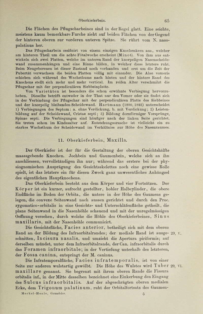 Die Flächen des Pflugscharbeines sind in der Regel glatt. Eine seichte, meistens kaum bemerkbare Furche zieht auf beiden Flächen von der Gegend der hinteren oberen zur vorderen unteren Spitze. Sie rührt vom N. naso- palatinus her. Das Pflugscbarbein ossificirt von einem einzigen Knochenkern aus, welcher am hinteren Theil um die achte Fötalwoche erscheint (Minot). Yon ihm aus ent¬ wickeln sich zwei Platten, welche im unteren Rand der knorpeligen Nasenscheide- wand Zusammenhängen und eine Rinne bilden, in welcher diese letztere ruht. Beim Neugeborenen ist dieser Zustand noch vorhanden und erst um die Zeit der Pubertät verwachsen die beiden Platten völlig mit einander. Die Alae vomeris schieben sich während des Wachsthums nach hinten und der hintere Rand des Knochens stellt sich mehr und mehr vertical. Im reifen Alter verschmilzt die Pflugschar mit der perpendiculären Siebbeinplatte. Yon Yarietäten ist besonders die schon erwähnte Verbiegung hervorzu¬ heben. Dieselbe betrifft entweder in der That nur den Vomer oder sie findet sich in der Verbindung der Pflugschar mit der perpendiculären Platte des Siebbeines und der knorpelig bleibenden Scheidewand. Hartmann (1890,1893) unterscheidet l) Verbiegungen des Septum: a. ohne Verdickung, b. mit Verdickung; 2) Leisten¬ bildung auf der Scheidewand, Cristae septi; 3) Bildung dornförmiger Vorsprünge, Spinae septi. Die Verbiegungen sind häufiger nach der linken Seite gerichtet. Sie treten schon im Kindesalter auf. Entstehungsursache ist vielleicht ein zu starkes Wachsthum der Scheidewand im Verhältniss zur Höhe des Nasenraumes. 11. Oberkieferbein, Maxilla. Der Oberkiefer ist der für die Gestaltung der oberen Gesichtshälfte maassgebende Knochen. Jochbein und Gaumenbein, welche sich an ihn anschliessen, vervollständigen ihn nur; während das erstere bei der phy- siognomischen Ausprägung des Gesichtsskelettes noch eine gewisse Rolle spielt, ist das letztere ein für diesen Zweck ganz unwesentliches Anhängsel des eigentlichen Hauptknochens. Das Oberkieferbein besteht aus dem Körper und vier Fortsätzen. Der Körper ist ein kurzer, aufrecht gestellter, hohler Halbcylinder, die obere Endfläche im Boden der Orbita, die untere in der Höhe des Gaumens ge¬ legen, die convexe Seiten wand nach aussen gerichtet und durch den Proc. zygomatico-orbitalis in eine Gesichts- und Unterschläfenfläche getheilt, die plane Seiten wand in die Nasenhöhle schauend und mit der unregelmässigen Oeffnung versehen, durch welche die Höhle des Oberkieferbeines, Sinus maxillaris, mit der Nasenhöhle communicirt. Die Gesichtsfläche, Facies anterior, betheiligt sich mit dem oberen Rand an der Bildung des Infraorbitalrandes; der mediale Rand ist ausge- 29, V. schnitten, Incisura nasalis, und umzieht die Apertura piriformis; auf derselben mündet, unter dem Infraorbitalrande, der Can. infraorbitalis durch das Foramen infraorbitale; in der Vertiefung unterhalb des letzteren, der Fossa canina, entspringt der M. caninus. Die Infratemporalfläche, Facies infratemporalis, ist von einer Seite zur anderen wulstartig gewölbt. Die Höhe des Wulstes wird Tuber 29, VI. maxillare genannt. Sie begrenzt mit ihrem oberen Rande die Fissura orbitalis inf., in der Mitte desselben bezeichnet eine Einkerbung den Eingang des Sulcus infraorbitalis. Auf der abgeschrägten oberen medialen Ecke, dem Trigonum palatinum, ruht der Orbitalfortsatz des Gaumen- Merkel-H eule, Grundriss. 5
