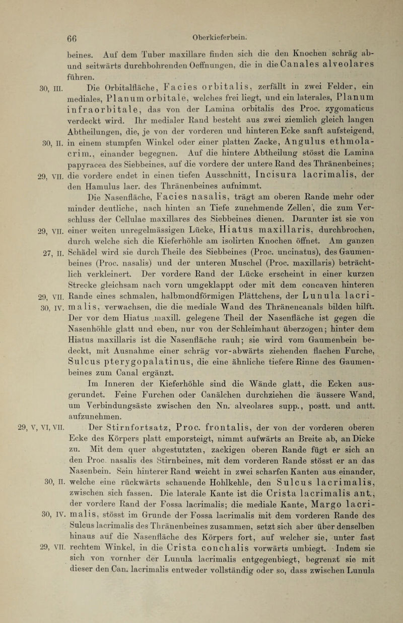 beines. Auf dem Tuber maxillare finden sich die den Knochen schräg ab- und seitwärts durchbohrendenOeffnungen, die in dieCanales alveolares führen. 30, m. Die Orbitalfläche, Facies orbitalis, zerfällt in zwei Felder, ein mediales, PI an um orbitale, welches frei liegt, und ein laterales, Planum infraorbitale, das von der Lamina orbitalis des Proc. zygomaticus verdeckt wird. Ihr medialer Rand besteht aus zwei ziemlich gleich langen Abtheilungen, die, je von der vorderen und hinteren Ecke sanft aufsteigend, 30, II. in einem stumpfen AVinkel oder einer platten Zacke, Angulus ethmola- crim., einander begegnen. Auf die hintere Abtheilung stösst die Lamina papvracea des Siebbeines, auf die vordere der untere Rand des Thränenbeines; 29, VII. die vordere endet in einen tiefen Ausschnitt, Incisura lacrimalis, der den Hamulus lacr. des Thränenbeines aufnimmt. Die Nasenfläche, Facies nasalis, trägt am oberen Rande mehr oder minder deutliche, nach hinten an Tiefe zunehmende Zellen', die zum Ver¬ schluss der Cellulae maxillares des Siebbeines dienen. Darunter ist sie von 29, VII. einer weiten unregelmässigen Lücke, Hiatus maxillaris, durchbrochen, durch welche sich die Kieferhöhle am isolirten Knochen öffnet. Am ganzen 27, II. Schädel wird sie durch Theile des Siebbeines (Proc. uncinatus), des Gaumen¬ beines (Proc. nasalis) und der unteren Muschel (Proc. maxillaris) beträcht¬ lich verkleinert. Der vordere Rand der Lücke erscheint in einer kurzen Strecke gleichsam nach vorn umgeklappt oder mit dem concaven hinteren 29, VII. Rande eines schmalen, halbmondförmigen Plättchens, der Lunula lacri- 30, IV. malis, verwachsen, die die mediale Wand des Thränencanals bilden hilft. Der vor dem Hiatus .maxill. gelegene Theil der Nasenfläche ist gegen die Nasenhöhle glatt und eben, nur von der Schleimhaut überzogen; hinter dem Hiatus maxillaris ist die Nasenfläche rauh; sie wird vom Gaumenbein be¬ deckt, mit Ausnahme einer schräg vor-abwärts ziehenden flachen Furche, Sulcus pterygopalatinus, die eine ähnliche tiefere Rinne des Gaumen¬ beines zum Canal ergänzt. Im Inneren der Kieferhöhle sind die Wände glatt, die Ecken aus¬ gerundet. Feine Furchen oder Canälchen durchziehen die äussere Wand, um Verbindungsäste zwischen den Nn. alveolares supp., postt. und antt. aufzunehmen. 29, V, VI, VII. Der Stirnfortsatz, Proc. frontalis, der von der vorderen oberen Ecke des Körpers platt emporsteigt, nimmt aufwärts an Breite ab, an Dicke zu. Mit dem quer abgestutzten, zackigen oberen Rande fügt er sich an den Proc. nasalis des Stirnbeines, mit dem vorderen Rande stösst er an das Nasenbein. Sein hinterer Rand weicht in zwei scharfen Kanten aus einander, 30, II. welche eine rückwärts schauende Hohlkehle, den Sulcus lacrimalis, zwischen sich fassen. Die laterale Kante ist die Crista lacrimalis ant., der vordere Rand der Fossa lacrimalis; die mediale Kante, Margo lacri- 30, IV. malis, stösst im Grunde der Fossa lacrimalis mit dem vorderen Rande des Sulcus lacrimalis des Thränenbeines zusammen, setzt sich aber überdenseiben hinaus auf die Nasenfläche des Körpers fort, auf welcher sie, unter fast 29, VII. rechtem Winkel, in die Crista conchalis vorwärts umbiegt. Indem sie sich von vornher der Lunula lacrimalis entgegenbiegt, begrenzt sie mit dieser den Can. lacrimalis entweder vollständig oder so, dass zwischen Lunula
