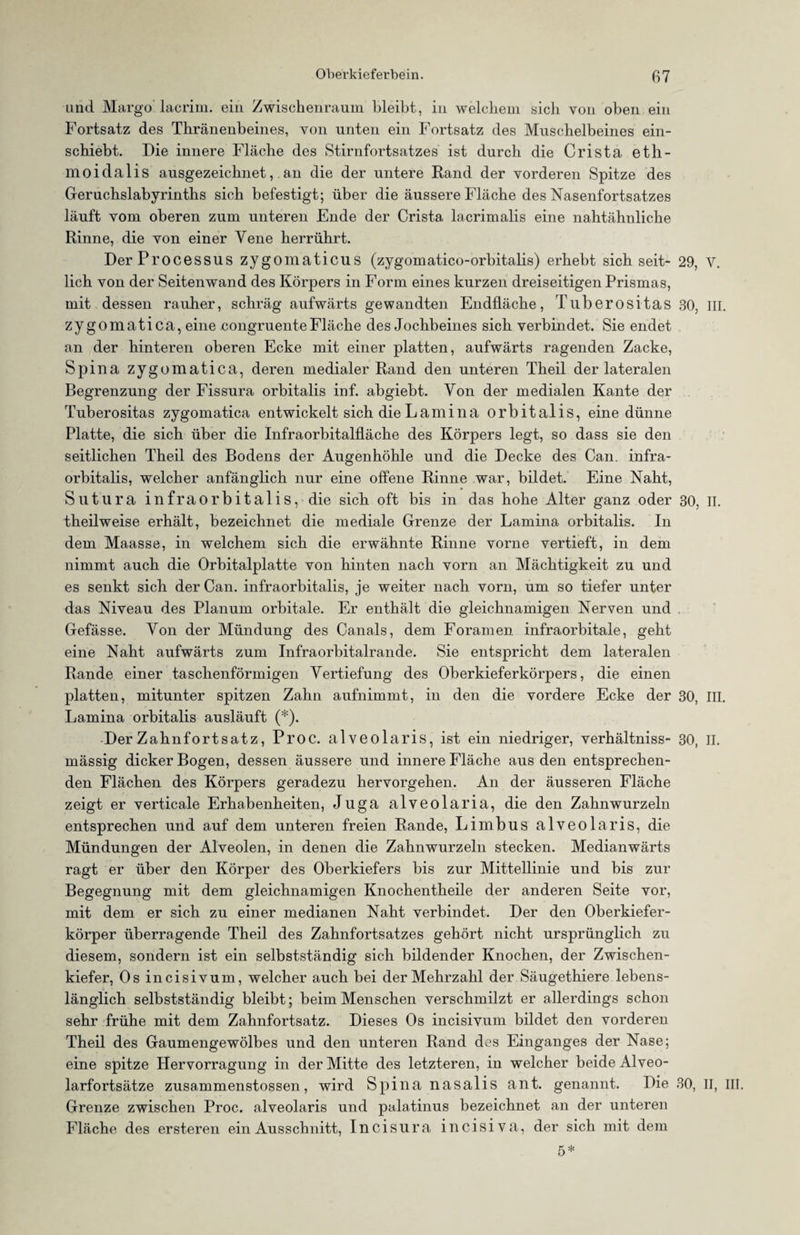 und Margo lacrim. ein Zwischenraum bleibt, in welchem sich von oben ein Fortsatz des Thränenbeines, von unten ein Fortsatz des Muschelbeines ein¬ schiebt. Die innere Fläche des Stirnfortsatzes ist durch die Crista etll- moidalis ausgezeichnetan die der untere Rand der vorderen Spitze des Geruchslabyrinths sich befestigt; über die äussere Fläche des Nasenfortsatzes läuft vom oberen zum unteren Ende der Crista lacrimalis eine nahtähnliche Rinne, die von einer Vene herrührt. Der Processus zygomaticus (zygomatico-orbitalis) erhebt sich seit- 29, V. lieh von der Seitenwand des Körpers in Form eines kurzen dreiseitigen Prismas, mit dessen rauher, schräg aufwärts gewandten Endfläche, Tuberositas 30, III. zygomatica, eine eongruenteFläche des Jochbeines sich verbindet. Sie endet an der hinteren oberen Ecke mit einer platten, aufwärts ragenden Zacke, Spina zygomatica, deren medialer Rand den unteren Theil der lateralen Begrenzung der Fissura orbitalis inf. abgiebt. Von der medialen Kante der Tuberositas zygomatica entwickelt sich die Lamina orbitalis, eine dünne Platte, die sich über die Infraorbitalfläche des Körpers legt, so dass sie den seitlichen Theil des Bodens der Augenhöhle und die Decke des Can. infra- orbitalis, welcher anfänglich nur eine offene Rinne war, bildet. Eine Naht, Sutura infraorbitalis, die sich oft bis in das hohe Alter ganz oder 30, II. theilweise erhält, bezeichnet die mediale Grenze der Lamina orbitalis. In dem Maasse, in welchem sich die erwähnte Rinne vorne vertieft, in dem nimmt auch die Orbitalplatte von hinten nach vorn an Mächtigkeit zu und es senkt sich der Can. infraorbitalis, je weiter nach vorn, um so tiefer unter das Niveau des Planum orbitale. Er enthält die gleichnamigen Nerven und Gefässe. Von der Mündung des Canals, dem Foramen infraorbitale, geht eine Naht aufwärts zum Infraorbitalrande. Sie entspricht dem lateralen Rande einer taschenförmigen Vertiefung des Oberkieferkörpers, die einen platten, mitunter spitzen Zahn aufnimmt, in den die vordere Ecke der 30, III. Lamina orbitalis ausläuft (*). Der Zahnfortsatz, Proc. alveolaris, ist ein niedriger, verhältniss- 30, II. mässig dicker Bogen, dessen äussere und innere Fläche aus den entsprechen¬ den Flächen des Körpers geradezu hervorgehen. An der äusseren Fläche zeigt er verticale Erhabenheiten, Juga alveolaria, die den Zahnwurzeln entsprechen und auf dem unteren freien Rande, Limbus alveolaris, die Mündungen der Alveolen, in denen die Zahnwurzeln stecken. Medianwärts ragt er über den Körper des Oberkiefers bis zur Mittellinie und bis zur Begegnung mit dem gleichnamigen Knochentheile der anderen Seite vor, mit dem er sich zu einer medianen Naht verbindet. Der den Oberkiefer¬ körper überragende Theil des Zahnfortsatzes gehört nicht ursprünglich zu diesem, sondern ist ein selbstständig sich bildender Knochen, der Zwischen¬ kiefer, Os incisivum, welcher auch bei der Mehrzahl der Säugethiere lebens¬ länglich selbstständig bleibt; beim Menschen verschmilzt er allerdings schon sehr frühe mit dem Zahnfortsatz. Dieses Os incisivum bildet den vorderen Theil des Gaumengewölbes und den unteren Rand des Einganges der Nase; eine spitze Hervorragung in der Mitte des letzteren, in welcher beide Alveo¬ larfortsätze zusammenstossen, wird Spina nasalis ant. genannt. Die 30, II, III. Grenze zwischen Proc. alveolaris und palatinus bezeichnet an der unteren Fläche des ersteren ein Ausschnitt, Incisura incisiva, der sich mit dem