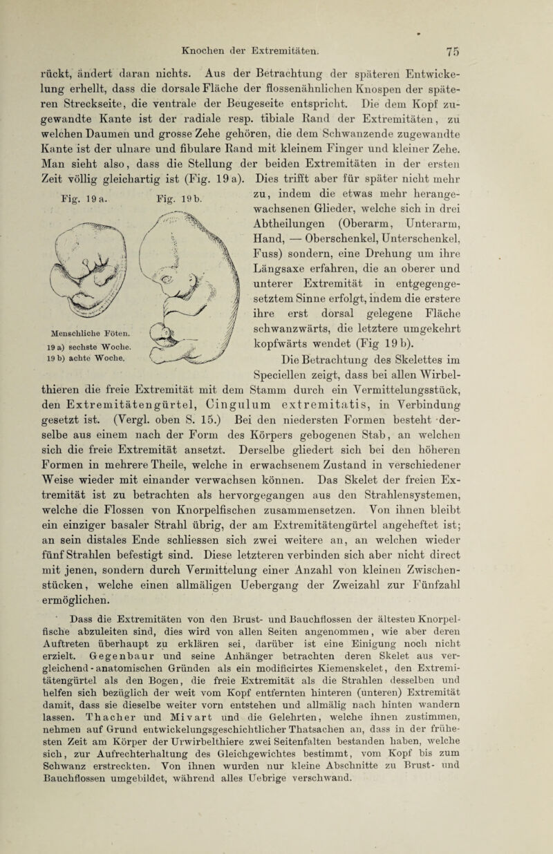 rückt, ändert daran nichts. Aus der Betrachtung der späteren Entwicke¬ lung erhellt, dass die dorsale Fläche der flossenähnlichen Knospen der späte¬ ren Streckseite, die ventrale der Beugeseite entspricht. Die dem Kopf zu¬ gewandte Kante ist der radiale resp. tibiale Rand der Extremitäten, zu welchen Daumen und grosse Zehe gehören, die dem Schwanzende zugewandte Kante ist der ulnare und fibulare Rand mit kleinem Finger und kleiner Zehe. Man sieht also, dass die Stellung der beiden Extremitäten in der ersten Zeit völlig gleichartig ist (Fig. 19 a). Dies trifft aber für später nicht mehr zu, indem die etwas mehr herange¬ wachsenen Glieder, welche sich in drei Fig. 19 a. Fig. 19 b. Abtheilungen (Oberarm, Unterarm, Hand, — Oberschenkel, Unterschenkel, Fuss) sondern, eine Drehung um ihre Längsaxe erfahren, die an oberer und unterer Extremität in entgegenge¬ setztem Sinne erfolgt, indem die erstere ihre erst dorsal gelegene Fläche schwanzwärts, die letztere umgekehrt kopfwärts wendet (Fig 19 b). Die Betrachtung des Skelettes im Speciellen zeigt, dass bei allen Wirbel- thieren die freie Extremität mit dem Stamm durch ein Vermittelungsstück, den Extremitätengürtel, Cingulum extremitatis, in Verbindung gesetzt ist. (Vergl. oben S. 15.) Bei den niedersten Formen besteht der¬ selbe aus einem nach der Form des Körpers gebogenen Stab, an welchen sich die freie Extremität ansetzt. Derselbe gliedert sich bei den höheren Formen in mehrere Theile, welche in erwachsenem Zustand in verschiedener Weise wieder mit einander verwachsen können. Das Skelet der freien Ex¬ tremität ist zu betrachten als hervorgegangen aus den Strahlensystemen, welche die Flossen von Knorpelfischen zusammensetzen. Von ihnen bleibt ein einziger basaler Strahl übrig, der am Extremitätengürtel angeheftet ist; an sein distales Ende schliessen sich zwei weitere an, an welchen wieder fünf Strahlen befestigt sind. Diese letzteren verbinden sich aber nicht direct mit jenen, sondern durch Vermittelung einer Anzahl von kleinen Zwischen¬ stücken, welche einen allmäligen Uebergang der Zweizahl zur Fünfzahl ermöglichen. Dass die Extremitäten von den Brust- und Bauchflossen der ältesten Knorpel¬ fische abzuleiten sind, dies wird von allen Seiten angenommen, wie aber deren Auftreten überhaupt zu erklären sei, darüber ist eine Einigung noch nicht erzielt. Gegenbaur und seine Anhänger betrachten deren Skelet aus ver¬ gleichend-anatomischen Gründen als ein modificirtes Kiemenskelet, den Extremi¬ tätengürtel als den Bogen, die freie Extremität als die Strahlen desselben und helfen sich bezüglich der Aveit vom Kopf entfernten hinteren (unteren) Extremität damit, dass sie dieselbe weiter vorn entstehen und allmälig nach hinten wandern lassen. Thacher und Mivart und die Gelehrten, welche ihnen zustimmen, nehmen auf Grund entwickelungsgeschichtlicher Thatsachen an, dass in der frühe¬ sten Zeit am Körper der Urwirbelthiere zwei Seitenfalten bestanden haben, welche sich, zur Aufrechterhaltung des Gleichgewichtes bestimmt, vom Kopf bis zum Schwanz erstreckten. Von ihnen wurden nur kleine Abschnitte zu Brust- und Bauchflossen umgebildet, während alles Uebrige verschwand.