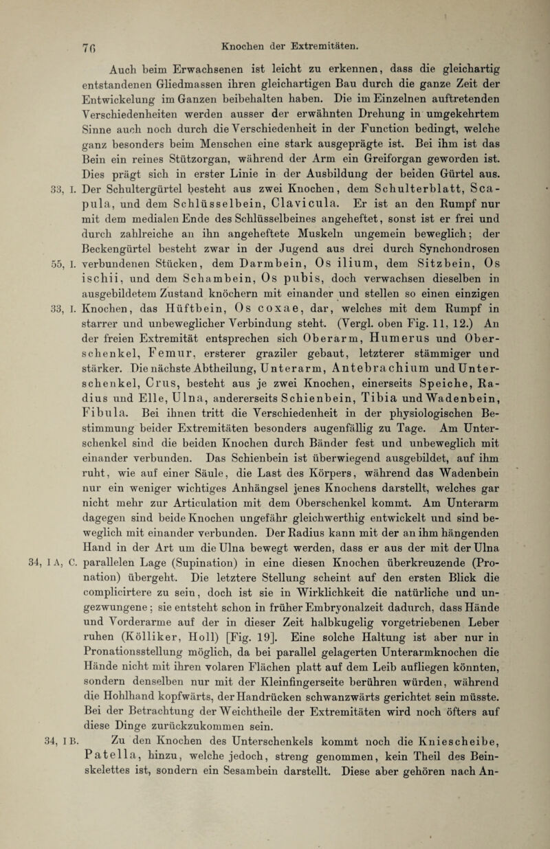 70 Auch beim Erwachsenen ist leicht zu erkennen, dass die gleichartig entstandenen Gliedmassen ihren gleichartigen Bau durch die ganze Zeit der Entwickelung im Ganzen beibehalten haben. Die im Einzelnen auftretenden Verschiedenheiten werden ausser der erwähnten Drehung in umgekehrtem Sinne auch noch durch die Verschiedenheit in der Function bedingt, welche ganz besonders beim Menschen eine stark ausgeprägte ist. Bei ihm ist das Bein ein reines Stützorgan, während der Arm ein Greiforgan geworden ist. Dies prägt sich in erster Linie in der Ausbildung der beiden Gürtel aus. 33, I. Der Schultergürtel besteht aus zwei Knochen, dem Schulterblatt, Sca¬ pula, und dem Schlüsselbein, Clavicula. Er ist an den Kumpf nur mit dem medialen Ende des Schlüsselbeines angeheftet, sonst ist er frei und durch zahlreiche an ihn angeheftete Muskeln ungemein beweglich; der Beckengürtel besteht zwar in der Jugend aus drei durch Synchondrosen 55, I. verbundenen Stücken, dem Darmbein, Os ilium, dem Sitzbein, Os ischii, und dem Schambein, Os pubis, doch verwachsen dieselben in ausgebildetem Zustand knöchern mit einander und stellen so einen einzigen 33, I. Knochen, das Hüftbein, Os coxae, dar, welches mit dem Kumpf in starrer und unbeweglicher Verbindung steht. (Vergl. oben Fig. 11, 12.) An der freien Extremität entsprechen sich Oberarm, Humerus und Ober¬ schenkel, Femur, ersterer graziler gebaut, letzterer stämmiger und stärker. Die nächste Abtheilung, Unterarm, Antebrachium undUnter- schenkel, Crus, besteht aus je zwei Knochen, einerseits Speiche, Ra¬ dius und Elle, Ulna, andererseits Schienbein, Tibia und Wadenbein, Fibul a. Bei ihnen tritt die Verschiedenheit in der physiologischen Be¬ stimmung beider Extremitäten besonders augenfällig zu Tage. Am Unter¬ schenkel sind die beiden Knochen durch Bänder fest und unbeweglich mit einander verbunden. Das Schienbein ist überwiegend ausgebildet, auf ihm ruht, wie auf einer Säule, die Last des Körpers, während das Wadenbein nur ein weniger wichtiges Anhängsel jenes Knochens darstellt, welches gar nicht mehr zur Articulation mit dem Oberschenkel kommt. Am Unterarm dagegen sind beide Knochen ungefähr gleichwerthig entwickelt und sind be¬ weglich mit einander verbunden. Der Radius kann mit der an ihm hängenden Hand in der Art um die Ulna bewegt werden, dass er aus der mit der Ulna 34, 1A, C. parallelen Lage (Supination) in eine diesen Knochen überkreuzende (Pro¬ nation) übergeht. Die letztere Stellung scheint auf den ersten Blick die complicirtere zu sein, doch ist sie in Wirklichkeit die natürliche und un¬ gezwungene ; sie entsteht schon in früher Embryonalzeit dadurch, dass Hände und Vorderarme auf der in dieser Zeit halbkugelig vorgetriebenen Leber ruhen (Kölliker, Holl) [Fig. 19]. Eine solche Haltung ist aber nur in Pronationsstellung möglich, da bei parallel gelagerten Unterarmknochen die Hände nicht mit ihren volaren Flächen platt auf dem Leib aufliegen könnten, sondern denselben nur mit der Kleinfingerseite berühren würden, während die Hohlhand kopfwärts, der Handrücken schwanzwärts gerichtet sein müsste. Bei der Betrachtung der Weichtheile der Extremitäten wird noch öfters auf diese Dinge zurückzukommen sein. 34, IB. Zu den Knochen des Unterschenkels kommt noch die Kniescheibe, Patella, hinzu, welche jedoch, streng genommen, kein Theil des Bein¬ skelettes ist, sondern ein Sesambein darstellt. Diese aber gehören nach An-