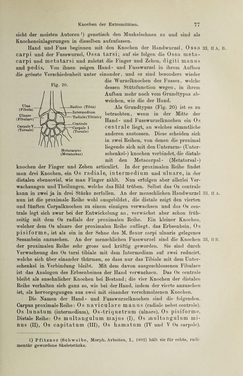 Eig. 20. Ulna (Fibula) Ulnare (Fibulare) Carpale V (Tarsale) Radius (Tibia) Intermedium Tadiale (Tibiale) Centrale Carpale I (Tarsale) Metacarpus (Metatarsus) sicht der meisten Autoren ’) genetisch den Muskelsehnen zu und sind als Knocheneinlagerungen in dieselben aufzufassen. Hand und Fuss beginnen mit den Knochen der Handwurzel, Ossa 33, IIA, B. carpi und der Fusswurzel, Ossa tarsi; auf sie folgen die Ossa meta- carpi und metatarsi und zuletzt die Finger und Zehen, digiti manus und pedis. Von ihnen zeigen Hand- und Fusswurzel in ihrem Aufbau die grösste Verschiedenheit unter einander, und es sind besonders wieder die Wurzelknochen des Fusses, welche dessen Stützfunction wegen, in ihrem Aufbau mehr noch vom Grundtypus ab¬ weichen, wie die der Hand. Als Grundtypus (Fig. 20) ist es zu betrachten, wenn in der Mitte der Hand- und Fusswurzelknochen ein Os centrale liegt, an welches sämmtliche anderen anstossen. Diese scheiden sich in zwei Reihen, von denen die proximal liegende sich mit den Unterarm- (Unter¬ schenkel-) knochen verbindet, die distale mit den Metacarpal- (Metatarsal-) knochen der Finger und Zehen articulirt. In der proximalen Reihe findet man drei Knochen, ein Os radiale, intermedium und ulnare, in der distalen ebensoviel, wie man Finger zählt. Nun erfolgen aber allerlei Ver¬ wachsungen und Theilungen, welche das Bild trüben. Selbst das Os centrale kann in zwei ja in drei Stücke zerfallen. An der menschlichen Handwurzel 33, II A. nun ist die proximale Reihe wohl ausgebildet, die distale zeigt den vierten und fünften Carpalknochen zu einem einzigen verwachsen und das Os cen¬ trale legt sich zwar bei der Entwickelung an, verwächst aber schon früh¬ zeitig mit dem Os radiale der proximalen Reihe. Ein kleiner Knochen, welcher dem Os ulnare der proximalen Reihe aufliegt, das Erbsenbein, Os pisiforme, ist als ein in der Sehne des M. flexor carpi ulnaris gelegenes Sesambein anzusehen. An der menschlichen Fusswurzel sind die Knochen 33, II B. der proximalen Reihe sehr gross und kräftig geworden. Sie sind durch Verwachsung des Os tarsi tibiale mit dem Intermedium auf zwei reducirt, welche sich über einander thürmen, so dass nur das Tibiale mit dem Unter¬ schenkel in Verbindung bleibt. Mit dem davon ausgeschlossenen Fibulare ist das Analogon des Erbsenbeines der Hand verwachsen. Das Os centrale bleibt als ansehnlicher Knochen bei Bestand; die vier Knochen der distalen Reihe verhalten sich ganz so, wie bei der Hand, indem der vierte anzusehen ist, als hervorgegangen aus zwei mit einander verschmolzenen Knochen. Die Namen der Hand- und Fusswurzelknochen sind die folgenden. Carpus proximale Reihe: Os naviculare manus (radiale nebst centrale), Os lunatum (intermedium), Os^triquetrum (ulnare), Os pisiforme. Distale Reihe: Os multangulum majus (I), Os multangulum mi¬ nus (II), Os capitatum (III), Os hamatum (IV und V Os carpale). l) Pfitzner (Schwalbe, Morph. Arbeiten, I., 1892) hält sie für echte, rudi¬ mentär gewordene Skeletstücke.