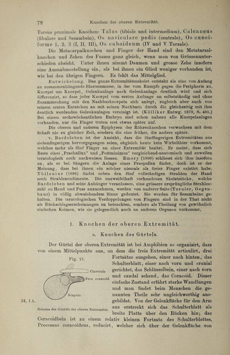 34, I Tarsus proximale Knochen: Talus (tibiale und interinedium), Gal ca ne US (fibulare und Sesambein), Os naviculare pedis (centrale), Os cunei- forme 1, 2, 3 (I, II, III), Os cuboideum (IV und V Tarsale). Die Metacarpalknochen und Finger der Hand sind den Metatarsal¬ knochen und Zehen des Fusses ganz gleich, wenn man von Grössenunter¬ schieden absieht. Unter ihnen nimmt Daumen und grosse Zehe insofern eine Ausnahmestellung ein, als bei ihnen ein Glied weniger vorhanden ist, wie bei den übrigen Fingern. Es fehlt das Mittelglied. Entwickelung. Das ganze Extremitätenskelet entsteht als eine von Anfang an zusammenhängende Blastemmasse, in der vom Rumpfe gegen die Peripherie zu, Knorpel um Knorpel, Gelenkanlage nach Gelenkanlage deutlich wird und sich differenzirt, so dass jeder Knorpel vom ersten Anfänge an selbstständig und ohne Zusammenhang mit den Nachbarknorpeln sich anlegt, zugleich aber auch von seinem ersten Entstehen an mit seinen Nachbarn durch die gleichzeitig mit ihm deutlich werdenden Gelenkanlagen vereinigt ist. (Kölliker Entwg. 1879, S. 491.) Bei einem sechswöchentlichen Embryo sind schon nahezu alle Knorpelanlagen vorhanden, nur die Finger treten erst etwas später auf. Die oberen und unteren Epiphysen der Röhrenknochen verwachsen mit dem Schaft nie zu gleicher Zeit, sondern die eine früher, die andere später. v. Bardeleben ist der Ansicht, dass die fünffmgerigen Extremitäten aus siebenfingerigen hervorgegangen seien, obgleich heute kein Wirbelthier vorkommt, welches mehr als fünf Finger an einer Extremität besitzt. Er meint, dass sich Reste eines „Praehallux“ und „Postminimus“ vergleichend-anatomisch und zuweilen teratologisch noch nachweisen Hessen. Emery (1890) schliesst sich ihm insofern an, als er bei Säugern die Anlage eines Praepollex findet, doch ist er der Meinung, dass bei ihnen ein solcher niemals als freier Finger existirt habe. Thilenius (1896) findet neben den fünf vollständigen Strahlen der Hand noch Strahlenrudimente. Die unzweifelhaft vorhandenen Skeletstücke, welche Bardeleben und seine Anhänger veranlassen, eine grössere ursprüngliche Strahlen¬ zahl an Hand und Fuss anzunehmen, werden von anderer Seite (Tornier, Gegen- baur) in völlig abweichendem Sinne gedeutet. Sie werden für Sesambeine ge¬ halten. Die teratologischen Verdoppelungen von Fingern sind in der That nicht als Rückschlagserscheinungen zu betrachten, sondern als Theilung von gewöhnlich einfachen Keimen, wie sie gelegentlich auch an anderen Organen vorkommt. 1. Knochen der oberen Extremität. a. Knochen des Gürtels. Der Gürtel der oberen Extremität ist bei Amphibien so organisirt, dass von einem Mittelpunkte aus, an dem die freie Extremität articulirt, drei -p-g 2i Fortsätze ausgehen, einer nach hinten, das 4S& Proc. coracoid. A. Schulterblatt, einer nach vorn und cranial ciavicuia gerichtet, das Schlüsselbein, einer nach vorn und caudal sehend, das Coracoid. Dieser einfache Zustand erfährt starke Wandlungen und man findet beim Menschen die ge¬ nannten Theile sehr ungleichwerthig aus¬ gebildet. Von der Gelenkfläche für den Arm aus erstreckt sich das Schulterblatt als breite Platte über den Rücken hin; das Coracoidbein ist zu einem relativ kleinen Fortsatz des Schulterblattes, Processus coracoideus, reducirt, welcher sich über der Gelenkfläche von Scapula Schema des Gürtels der oberen Extremität,