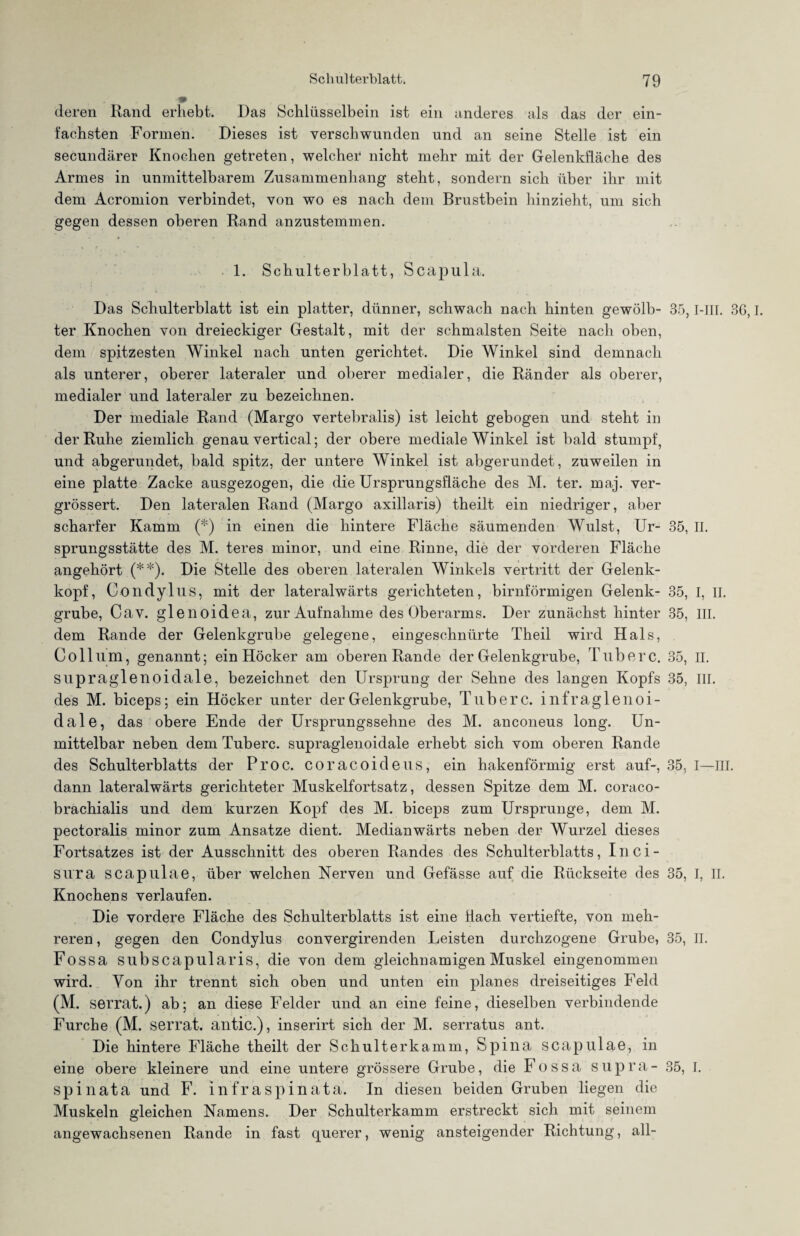 deren Rand erhebt. Das Schlüsselbein ist ein anderes als das der ein¬ fachsten Formen. Dieses ist verschwunden und an seine Stelle ist ein secundärer Knochen getreten, welcher nicht mehr mit der Gelenkfläche des Armes in unmittelbarem Zusammenhang steht, sondern sich über ihr mit dem Acromion verbindet, von wo es nach dem Brustbein hinzieht, um sich gegen dessen oberen Rand anzustemmen. 1. Schulterblatt, Scapula. Das Schulterblatt ist ein platter, dünner, schwach nach hinten gewölb- 35,1-III. 36,1. ter Knochen von dreieckiger Gestalt, mit der schmälsten Seite nach oben, dem spitzesten Winkel nach unten gerichtet. Die Winkel sind demnach als unterer, oberer lateraler und oberer medialer, die Ränder als oberer, medialer und lateraler zu bezeichnen. Der mediale Rand (Margo vertebralis) ist leicht gebogen und steht in der Ruhe ziemlich genau vertical; der obere mediale Winkel ist bald stumpf, und abgerundet, bald spitz, der untere Winkel ist abgerundet, zuweilen in eine platte Zacke ausgezogen, die die Ursprungsfläche des M. ter. maj. ver- grössert. Den lateralen Rand (Margo axillaris) theilt ein niedriger, aber scharfer Kamm (*) in einen die hintere Fläche säumenden Wulst, Ur- 35, II. sprungsstätte des M. teres minor, und eine Rinne, die der vorderen Fläche angehört (**). Die Stelle des oberen lateralen Winkels vertritt der Gelenk¬ kopf, Condylus, mit der lateralwärts gerichteten, bimförmigen Gelenk- 35, I, II. grübe, Cav. glenoidea, zur Aufnahme des Oberarms. Der zunächst hinter 35, III. dem Rande der Gelenkgrube gelegene, eingeschnürte Theil wird Hals, Collum, genannt; ein Höcker am oberen Rande der Gelenkgrube, Tuberc. 35, II. supraglenoidale, bezeichnet den Ursprung der Sehne des langen Kopfs 35, III. des M. biceps; ein Höcker unter der Gelenkgrube, Tuberc. i nfraglenoi- dale, das obere Ende der Ursprungssehne des M. anconeus long. Un¬ mittelbar neben dem Tuberc. supraglenoidale erhebt sich vom oberen Rande des Schulterblatts der Proc. coracoideus, ein hakenförmig erst auf-, 35, I—III. dann lateralwärts gerichteter Muskelfortsatz, dessen Spitze dem M. coraco- brachialis und dem kurzen Kopf des M. biceps zum Ursprünge, dem M. pectoralis minor zum Ansätze dient. Medianwärts neben der Wurzel dieses Fortsatzes ist der Ausschnitt des oberen Randes des Schulterblatts, I n c i - sura scapillae, über welchen Nerven und Gefässe auf die Rückseite des 35, I, II. Knochens verlaufen. Die vordere Fläche des Schulterblatts ist eine hach vertiefte, von meh¬ reren , gegen den Condylus convergirenden Leisten durchzogene Grube, 35, II. Fossa subscapularis, die von dem gleichnamigen Muskel eingenommen wird. Von ihr trennt sich oben und unten ein planes dreiseitiges Feld (M. serrat.) ab; an diese Felder und an eine feine, dieselben verbindende Furche (M. serrat. antic.), inserirt sich der M. serratus ant. Die hintere Fläche theilt der Schulterkamm, Spina scapulae, in eine obere kleinere und eine untere grössere Grube, die Fossa supra- 35, I. spinata und F. infraspinata. In diesen beiden Gruben liegen die Muskeln gleichen Namens. Der Schulterkamm erstreckt sich mit seinem angewachsenen Rande in fast querer, wenig ansteigender Richtung, all-