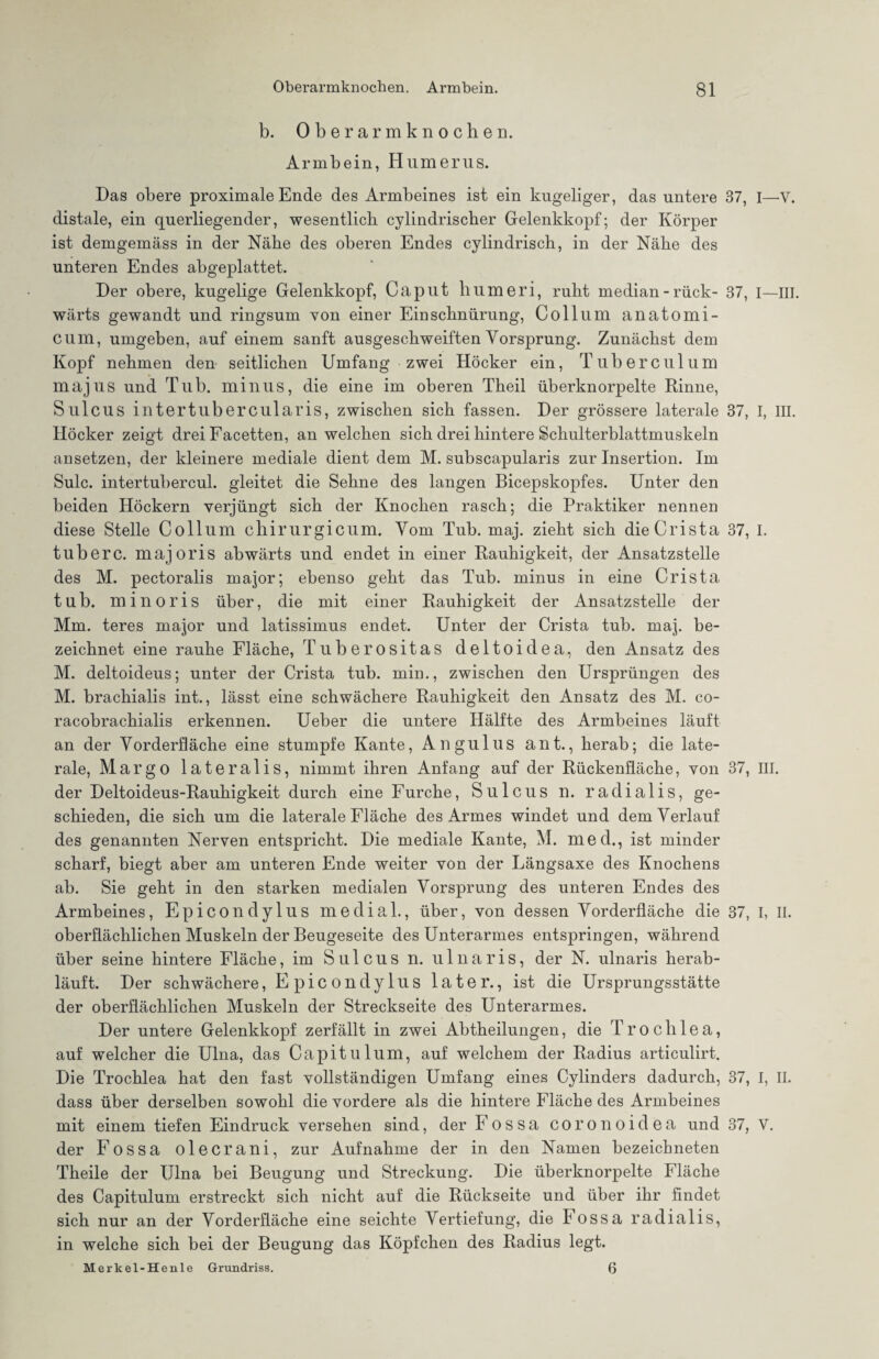 b. Oberarm knochen. Armbein, Humerus. Das obere proximale Ende des Armbeines ist ein kugeliger, das untere 37, I—V. distale, ein querliegender, wesentlich cylindrischer Gelenkkopf; der Körper ist demgemäss in der Nähe des oberen Endes cylindrisch, in der Nähe des unteren Endes abgeplattet. Der obere, kugelige Gelenkkopf, Caput humeri, ruht median - rück- 37, I—III. wärts gewandt und ringsum von einer Einschnürung, Collum anatomi- cum, umgeben, auf einem sanft ausgeschweiften Vorsprung. Zunächst dem Kopf nehmen den seitlichen Umfang zwei Höcker ein, Tuberculum majus und Tub. minus, die eine im oberen Theil überknorpelte Rinne, Sulcus intertubercularis, zwischen sich fassen. Der grössere laterale 37, I, III. Höcker zeigt drei Facetten, an welchen sich drei hintere Schulterblattmuskeln ansetzen, der kleinere mediale dient dem M. subscapularis zur Insertion. Im Sulc. intertubercul. gleitet die Sehne des langen Bicepskopfes. Unter den beiden Höckern verjüngt sich der Knochen rasch; die Praktiker nennen diese Stelle Collum chirurgicum. Vom Tub. maj. zieht sich die Crista 37, I. tub er c. majoris abwärts und endet in einer Rauhigkeit, der Ansatzstelle des M. pectoralis major; ebenso geht das Tub. minus in eine Crista tub. minoris über, die mit einer Rauhigkeit der Ansatzstelle der Mm. teres major und latissimus endet. Unter der Crista tub. maj. be¬ zeichnet eine rauhe Fläche, Tuberositas deltoidea, den Ansatz des M. deltoideus; unter der Crista tub. min., zwischen den Ursprüngen des M. brachialis int., lässt eine schwächere Rauhigkeit den Ansatz des M. co- racobrachialis erkennen. Ueber die untere Hälfte des Armbeines läuft an der Vorderfläche eine stumpfe Kante, Anglllus aut., herab; die late¬ rale, Margo lateralis, nimmt ihren Anfang auf der Rückenfläche, von 37, III. der Deltoideus-Rauhigkeit durch eine Furche, Sulcus n. radialis, ge¬ schieden, die sich um die laterale Fläche des Armes windet und dem Verlauf des genannten Nerven entspricht. Die mediale Kante, M. med., ist minder scharf, biegt aber am unteren Ende weiter von der Längsaxe des Knochens ab. Sie geht in den starken medialen Vorsprung des unteren Endes des Armbeines, Epicondylus medial., über, von dessen Vorderfläche die 37, I, II. oberflächlichen Muskeln der Beugeseite des Unterarmes entspringen, während über seine hintere Fläche, im Sulcus n. u 1 n a r i s, der N. ulnaris herab¬ läuft. Der schwächere, Epicondylus later., ist die Ursprungsstätte der oberflächlichen Muskeln der Streckseite des Unterarmes. Der untere Gelenkkopf zerfällt in zwei Abtheilungen, die Trochlea, auf welcher die Ulna, das Capitulum, auf welchem der Radius articulirt. Die Trochlea hat den fast vollständigen Umfang eines Cylinders dadurch, 37, I, II. dass über derselben sowohl die vordere als die hintere Fläche des Armbeines mit einem tiefen Eindruck versehen sind, der Fossa coronoidea und 37, V. der Fossa olecrani, zur Aufnahme der in den Namen bezeichneten Theile der Ulna bei Beugung und Streckung. Die überknorpelte Fläche des Capitulum erstreckt sich nicht auf die Rückseite und über ihr findet sich nur an der Vorderfläche eine seichte Vertiefung, die Fossa radialis, in welche sich bei der Beugung das Köpfchen des Radius legt. Merkel-Henle Grundriss. 6