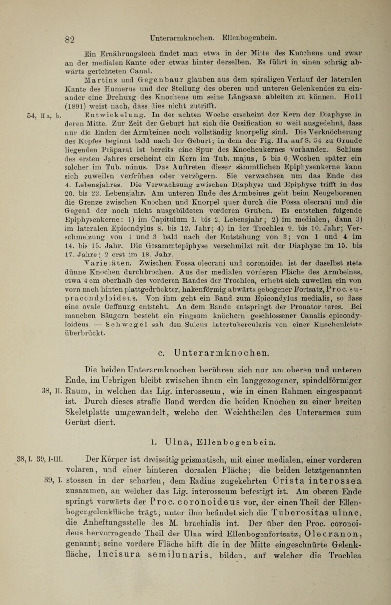 Ein Ernährungsloch findet man etwa in der Mitte des Knochens und zwar an der medialen Kante oder etwas hinter derselben. Es führt in einen schräg ab¬ wärts gerichteten Canal. Martins und Gegenbaur glauben aus dem spiraligen Verlauf der lateralen Kante des Humerus und der Stellung des oberen und unteren Gelenkendes zu ein¬ ander eine Drehung des Knochens um seine Längsaxe ableiten zu können. Holl (1891) weist nach, dass dies nicht zutrifft. 54, IIa, b. Entwickelung. In der achten Woche erscheint der Kern der Diaphyse in deren Mitte. Zur Zeit der Geburt hat sich die Ossification so weit ausgedehnt, dass nur die Enden des Armbeines noch vollständig knorpelig sind. Die Verknöcherung des Kopfes beginnt bald nach der Geburt; in dem der Fig. IIa auf S. 54 zu Grunde liegenden Präparat ist bereits eine Spur des Knochenkernes vorhanden. Schluss des ersten Jahres erscheint ein Kern im Tub. majus, 5 bis 6. Wochen später ein solcher im Tub. minus. Das Auftreten dieser sämmtlichen Epipbysenkerne kann sich zuweilen verfrühen oder verzögern. Sie verwachsen um das Ende des 4. Lebensjahres. Die Verwachsung zwischen Diaphyse und Epiphyse trifft in das 20. bis 22. Lebensjahr. Am unteren Ende des Armbeines geht beim Neugeborenen die Grenze zwischen Knochen und Knorpel quer durch die Fossa olecrani und die Gegend der noch nicht ausgebildeten vorderen Gruben. Es entstehen folgende Epiphysenkerne: l) im Capitulum 1. bis 2. Lebensjahr; 2) im medialen, dann 3) im lateralen Epicondylus 8. bis 12. Jahr; 4) in der Trochlea 9. bis 10. Jahr; Ver¬ schmelzung von 1 und 3 bald nach der Entstehung von 3; von 1 und 4 im 14. bis 15. Jahr. Die Gesammtepiphyse verschmilzt mit der Diaphyse im 15. bis 17. Jahre; 2 erst im 18. Jahr. Varietäten. Zwischen Fossa olecrani und coronoidea ist der daselbst stets dünne Knochen durchbrochen. Aus der medialen vorderen Fläche des Armbeines, etwa 4 cm oberhalb des vorderen Bandes der Trochlea, erhebt sich zuweilen ein von vorn nach hinten plattgedrückter, hakenförmig abwärts gebogener Fortsatz, P r o c. s u - pracondyloideus. Von ihm geht ein Band zum Epicondylus medialis, so dass eine ovale Oeffnung entsteht. An dem Bande entspringt der Pronator teres. Bei manchen Säugern besteht ein ringsum knöchern geschlossener Canalis epicondy- loideus. — Schwegel sah den Sulcus intertubercularis von einer Knochenleiste überbrückt. c. Unterarmknochen. Die beiden Unterarmknochen berühren sich nur am oberen und unteren Ende, im Uebrigen bleibt zwischen ihnen ein langgezogener, spindelförmiger 38, II. Raum, in welchen das Lig. interosseum, wie in einen Rahmen eingespannt ist. Durch dieses straffe Band werden die beiden Knochen zu einer breiten Skeletplatte umgewandelt, welche den Weichtheilen des Unterarmes zum Gerüst dient. 1. Ulna, Ellenbogenbein. 38,1. 39,1-III. Der Körper ist dreiseitig prismatisch, mit einer medialen, einer vorderen volaren, und einer hinteren dorsalen Fläche; die beiden letztgenannten 39, I. stossen in der scharfen, dem Radius zugekehrten Crista interossea zusammen, an welcher das Lig. interosseum befestigt ist. Am oberen Ende springt vorwärts der Proc. coronoideus vor, der einen Theil der Ellen¬ bogengelenkfläche trägt; unter ihm befindet sich die Tuberositas ulnae, die Anheftungsstelle des M. brachialis int. Der über den Proc. coronoi¬ deus hervorragende Theil der Ulna wird Ellenbogenfortsatz, Olecranon, genannt; seine vordere Fläche hilft die in der Mitte eingeschnürte Gelenk¬ fläche, Incisura semilunaris, bilden, auf welcher die Trochlea