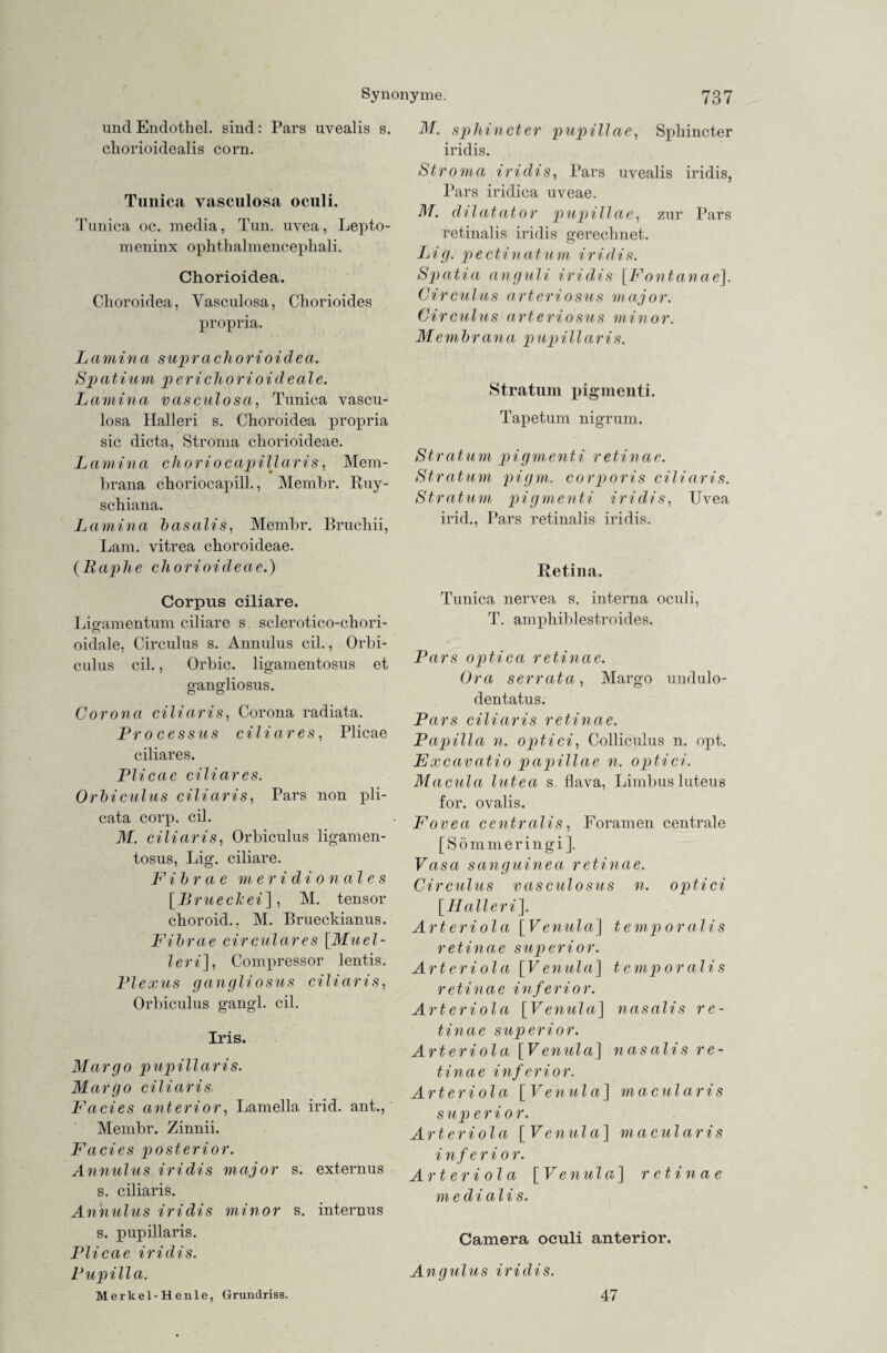 und Endothel, sind: Pars uvealis s. chorioidealis corn. Timica vasculosa oculi. Tunica oc. media, Tun. uvea, Lepto- meninx ophthalmencephali. Chorioidea. Choroidea, Yasculosa, Chorioides propria. Lamina supra chorioidea. Spatium p er ichorioi deale. Lamina vasculosa, Tunica vascu- losa Halleri s. Choroidea propria sic dicta, Stroma chorioideae. Lamina choriocapillaris, Mem¬ brana choriocapill., Membr. Ruy- schiana. Lamina basalis, Membr. Bruchii, Lam. vitrea choroideae. (liaphe chorioideae.) Corpus ciliare. Ligamentum ciliare s sclerotico-chori- oidale, Circulus s. Annulus eil., Orbi- culus eil., Orbic. ligamentosus et ofangliosus. o ö Corona ciliaris, Corona radiata. Processus ciliares, Plicae ciliares. Plicae ciliares. Orbiculus ciliaris, Pars non pli¬ cata corp. eil. M. ciliaris, Orbiculus ligamen¬ tosus, Lig. ciliare. Fibr a e meridionales [Bruec hei], M. tensor choroid.. M. Brueckianus. Fibrae circulares [Muel- leri], Compressor lentis. Plexus gangliosus ciliaris, Orbiculus gangl. eil. Iris. Margo papillaris. Margo ciliaris Facies anterior, Lamella irid. ant., Membr. Zinnii. Facies posterior. Annulus iridis major s. externus s. ciliaris. Annulus iridis minor s. internus s. pupillaris. Plicae iridis. Pupilla. Merkel-Henle, Grundriss. M. spinnet er pupillae, Sphincter iridis. Stroma iridis, Pars uvealis iridis, Pars iridica uveae. M. dilatator pupillae, zur Pars retinalis iridis gerechnet. Lig. pectinatum iridis. Spatia anguli iridis [Fontanae]. Circulus arteriosus major. Circulus arteriosus minor. Membrana pupillaris. Stratum pigmenti. Tapetum nigrum. Stratum pigmenti retinae. Stratum pigm. corporis ciliaris. Stratum pigmenti iridis, Uvea irid., Pars retinalis iridis. Retina. Tunica nervea s. interna oculi, T. amphiblestroides. Pars optica retinae. Ora serrata, Margo undulo- dentatus. Pars ciliaris retinae. Papilla n. optici, Colliculus n. opt. Excavatio papillae n. optici. Macula lutea s. flava, Limbus luteus for. ovalis. Fovea centralis, Foramen centrale [Sömmeringi], Vasa sanguinea retinae. Circulus vasculosus n. optici [Halleri]. Arteriola [Venula] temporalis retinae superior. Arteriola [Venula] temporalis retinae inferior. Arteriola [Venula] nasalis re¬ tinae superior. Arteriola [Venula] nasalis re¬ tinae inferior. Arteriola [Venula] macularis s up er io r. Arteriola [Venula] macularis inferior. Arteriola [Venula] retinae me di alis. Camera oculi anterior. Angulus iridis. 47