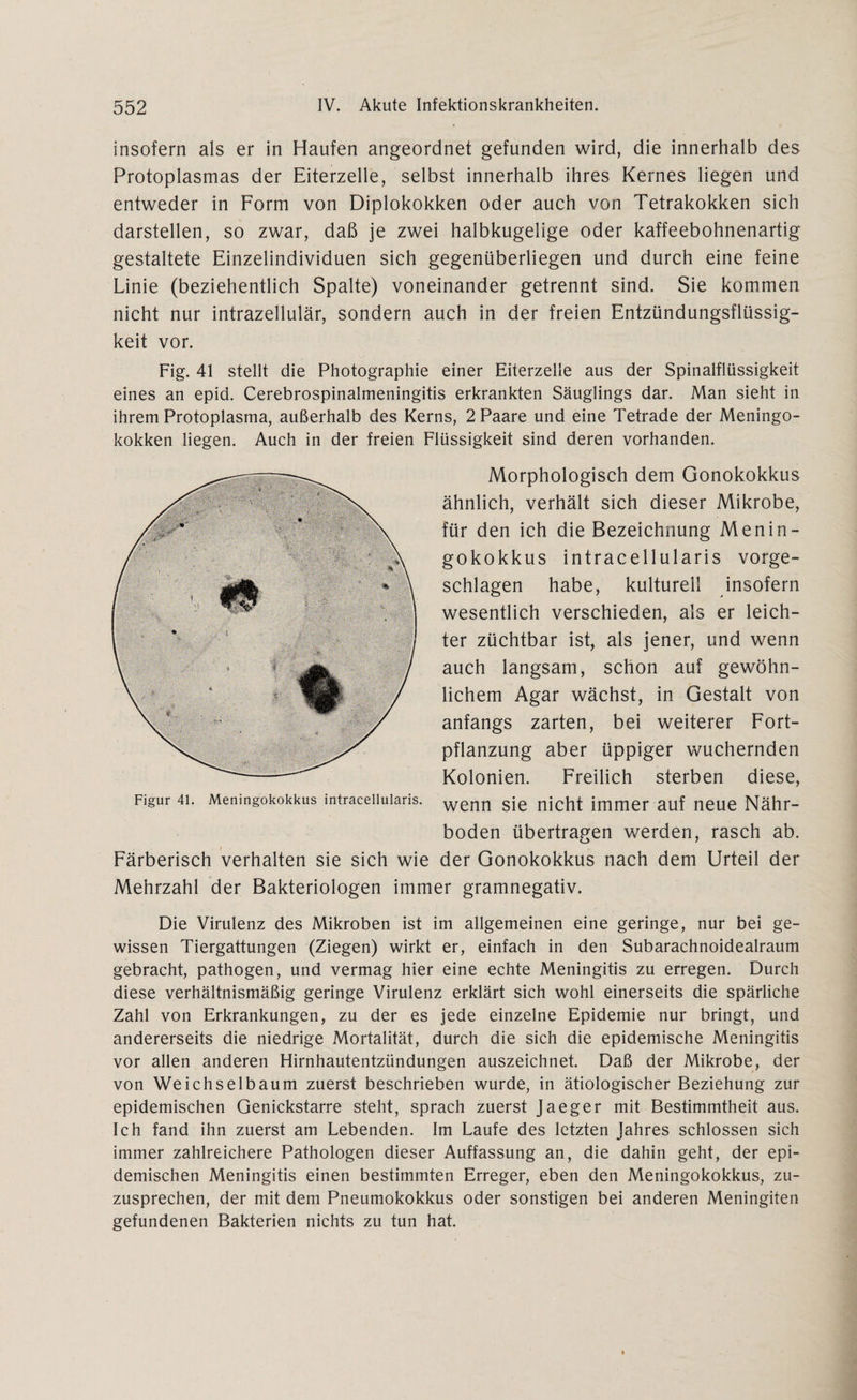 insofern als er in Haufen angeordnet gefunden wird, die innerhalb des Protoplasmas der Eiterzelle, selbst innerhalb ihres Kernes liegen und entweder in Form von Diplokokken oder auch von Tetrakokken sich darstellen, so zwar, daß je zwei halbkugelige oder kaffeebohnenartig gestaltete Einzelindividuen sich gegenüberliegen und durch eine feine Linie (beziehentlich Spalte) voneinander getrennt sind. Sie kommen nicht nur intrazellulär, sondern auch in der freien Entzündungsflüssig¬ keit vor. Fig. 41 stellt die Photographie einer Eiterzelle aus der Spinalflüssigkeit eines an epid. Cerebrospinalmeningitis erkrankten Säuglings dar. Man sieht in ihrem Protoplasma, außerhalb des Kerns, 2 Paare und eine Tetrade der Meningo¬ kokken liegen. Auch in der freien Flüssigkeit sind deren vorhanden. Morphologisch dem Gonokokkus ähnlich, verhält sich dieser Mikrobe, für den ich die Bezeichnung Menin¬ gokokkus intracellularis vorge¬ schlagen habe, kulturell insofern wesentlich verschieden, als er leich¬ ter züchtbar ist, als jener, und wenn auch langsam, schon auf gewöhn¬ lichem Agar wächst, in Gestalt von anfangs zarten, bei weiterer Fort¬ pflanzung aber üppiger wuchernden Kolonien. Freilich sterben diese, Figur 41. Meningokokkus intracellularis. wenn sje nicht jmmer auf neue Nähr¬ boden übertragen werden, rasch ab. Färberisch verhalten sie sich wie der Gonokokkus nach dem Urteil der Mehrzahl der Bakteriologen immer gramnegativ. Die Virulenz des Mikroben ist im allgemeinen eine geringe, nur bei ge¬ wissen Tiergattungen (Ziegen) wirkt er, einfach in den Subarachnoidealraum gebracht, pathogen, und vermag hier eine echte Meningitis zu erregen. Durch diese verhältnismäßig geringe Virulenz erklärt sich wohl einerseits die spärliche Zahl von Erkrankungen, zu der es jede einzelne Epidemie nur bringt, und andererseits die niedrige Mortalität, durch die sich die epidemische Meningitis vor allen anderen Hirnhautentzündungen auszeichnet. Daß der Mikrobe, der von Weichselbaum zuerst beschrieben wurde, in ätiologischer Beziehung zur epidemischen Genickstarre steht, sprach zuerst Jaeger mit Bestimmtheit aus. Ich fand ihn zuerst am Lebenden. Im Laufe des letzten Jahres schlossen sich immer zahlreichere Pathologen dieser Auffassung an, die dahin geht, der epi¬ demischen Meningitis einen bestimmten Erreger, eben den Meningokokkus, zu¬ zusprechen, der mit dem Pneumokokkus oder sonstigen bei anderen Meningiten gefundenen Bakterien nichts zu tun hat.
