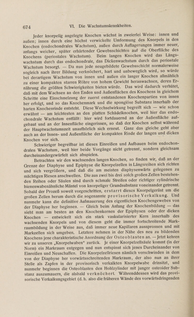 Jeder knorpelig angelegte Knochen wächst in zweierlei Weise, innen und außen; innen durch eine höchst verwickelte Umformung des Knorpels in den Knochen (endochondrales Wachstum), außen durch Auflagerungen immer neuer, anfangs weicher, später erhärtender Gewebsschichten auf die Oberfläche des Knochens (periostales Wachstum). Beim langen Knochen wird das Längs¬ wachstum durch das endochondrale, das Dickenwachstum durch das periostale Wachstum besorgt. — Da nun jede neugebildete Gewebsschicht normalerweise sogleich nach ihrer Bildung verknöchert, hart und unbeweglich wird, so würde bei derartigem Wachstum von innen und außen ein langer Knochen allmählich zu einer kompakten starren Röhre von hohem Gewicht heranwachsen, deren Er¬ nährung die größten Schwierigkeiten bieten würde. Das wird dadurch verhütet, daß mit dem Wachsen an den Enden und Außenflächen des Knochens in gleichem Schritte eine Einschmelzung der zuerst entstandenen Knochenpartien von innen her erfolgt, und so das Knochenmark und die spongiöse Substanz innerhalb der harten Knochenrinde entsteht. Diese Wechselwirkung begreift sich — wie schon erwähnt — am leichtesten an den platten Schädelknochen, weil hier das endo¬ chondrale Wachstum entfällt: hier wird fortdauernd an der Außenfläche auf¬ gebaut und an der Innenfläche eingerissen, so daß der Knochen selbst während der Hauptwachstumszeit unaufhörlich sich erneut. Ganz das gleiche geht aber auch an der Innen- und Außenfläche der kompakten Rinde der langen und dicken Knochen vor sich. Schwieriger begreifbar ist dieses Einreißen und Aufbauen beim endochon- dralen Wachstum, weil hier beide Vorgänge nicht getrennt, sondern gleichsam durcheinandergewürfelt sich abspielen. Betrachten wir den wachsenden langen Knochen, so finden wir, daß an der Grenze der Diaphyse und Epiphyse die Knorpelzellen in Längsreihen sich richten und sich vergrößern, und daß die am meisten diaphysenwärts gelegenen zu mächtigen Riesen anschwellen. Die aus zwei bis drei solch großen Zellen bestehen¬ den Reihen oder Säulen sind durch schmale Streifen oder richtiger zylindrische bienenwabenähnliche Mäntel von knorpeliger Grundsubstanz voneinander getrennt. Sobald der Prozeß soweit vorgeschritten, erstarrt dieses Knorpelgerüst um die großen Zellen herum durch die sogenannte provisorische Verkalkung. Und nunmehr kann die definitive Aufmauerung des eigentlichen Knochengewebes von der Diaphyse her beginnen. — Gleich beim Anfang der Knochenbildung — das sieht man am besten an den Knochenkernen der Epiphysen oder der dicken Knochen — entwickelt sich ein stark vaskularisierter Kern innerhalb des wachsenden Knorpels und von diesem geht die immer fortschreitende Mark¬ raumbildung in der Weise aus, daß immer neue Kapillaren aussprossen und mit Markzellen sich umgeben. Letztere nehmen in der Nähe des neu zu bildenden Knochens jene charakteristische Anordnung der Osteoblasten an. — Jetzt kehren wir zu unseren „Knorpelwaben“ zurück. Je einer Knorpelzellsäule kommt (in der Norm) ein Markraum entgegen und nun entspinnt sich jenes Durcheinander von Einreißen und Neuschaffen. Die Knorpelzellriesen nämlich verschwinden in dem von der Diaphyse her vorwärtsschreitenden Markraum, der also nun an ihrer Stelle als Zapfen in der provisorisch verkalkten Knorpelwabe drinsitzt, und nunmehr beginnen die Osteoblasten den Hohlzylinder mit junger osteoider Sub¬ stanz auszumauern, die alsbald verknöchert. Währenddessen wird das provi¬ sorische Verkalkungsgebiet (d. h. also die früheren Wände des vorwärtsdringenden