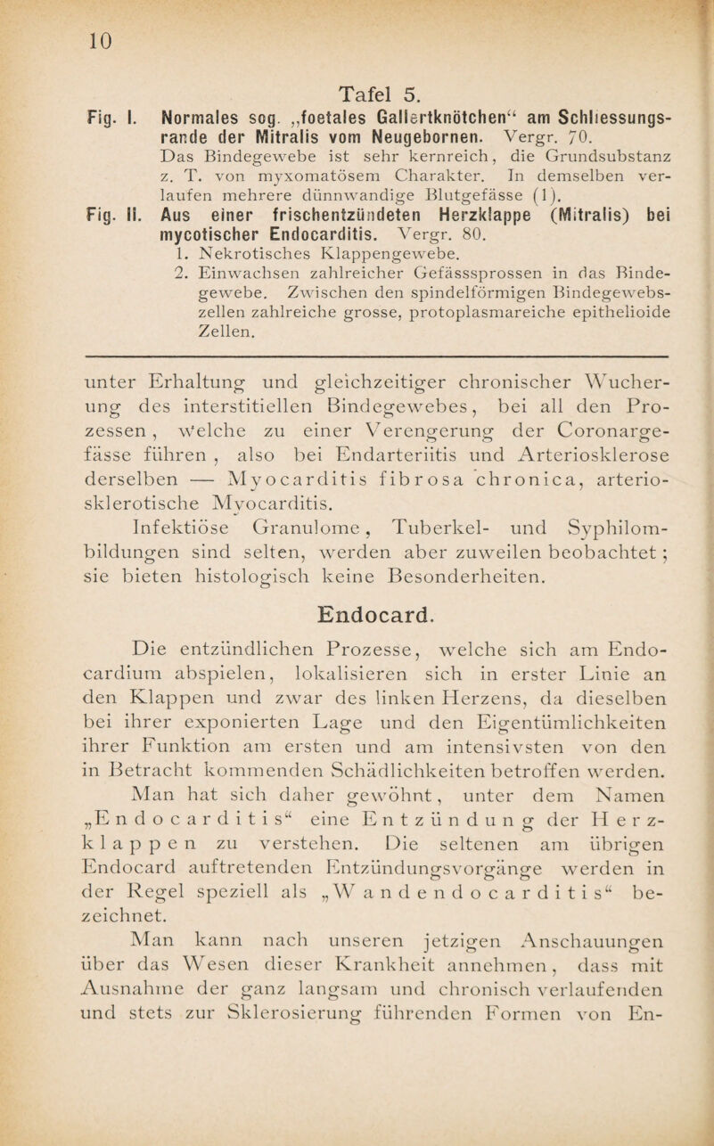 10 Tafel 5. Fig. I. Normales sog. „foetales Gallertknötchen“ am Schliessungs¬ rande der Mitralis vom Neugebornen. Vergr. 70. Das Bindegewebe ist sehr kernreich, die Grundsubstanz z. T. von myxomatösem Charakter. In demselben ver¬ laufen mehrere dünnwandige Blutgefässe (1). Fig. II. Aus einer frischentzündeten Herzklappe (Mitralis) bei mycotischer Endocarditis. Vergr. 80. 1. Nekrotisches Klappengewebe. 2. Einwachsen zahlreicher Gefässsprossen in das Binde¬ gewebe. Zwischen den spindelförmigen Bindegewebs¬ zellen zahlreiche grosse, protoplasmareiche epithelioide Zellen. unter Erhaltung und gleichzeitiger chronischer Wucher¬ ung des interstitiellen Bindegewebes, bei all den Pro¬ zessen , Welche zu einer Verengerung der Coronarge- fässe führen , also bei Endarteriitis und Arteriosklerose derselben — Myocarditis fibrosa chronica, arterio¬ sklerotische Mvocarditis. Infektiöse Granulome , Tuberkel- und Syphilom- bildungen sind selten, werden aber zuweilen beobachtet ; sie bieten histologisch keine Besonderheiten. o Endocard. Die entzündlichen Prozesse, welche sich am Endo- cardium abspielen, lokalisieren sich in erster Linie an den Klappen und zwar des linken Herzens, da dieselben bei ihrer exponierten Lage und den Eigentümlichkeiten ihrer Funktion am ersten und am intensivsten von den in Betracht kommenden Schädlichkeiten betroffen werden. Man hat sich daher gewöhnt, unter dem Namen „Endocarditisu eine Entzündung der He r z- klappen zu verstehen. Die seltenen am übrigen Endocard auftretenden Entzündungfsvorp[,änp,e werden in der Regel speziell als „W andendocarditis“ be¬ zeichnet. Man kann nach unseren jetzigen Anschauungen über das Wesen dieser Krankheit annehmen, dass mit Ausnahme der ganz langsam und chronisch verlaufenden und stets zur Sklerosierung führenden Formen von En-