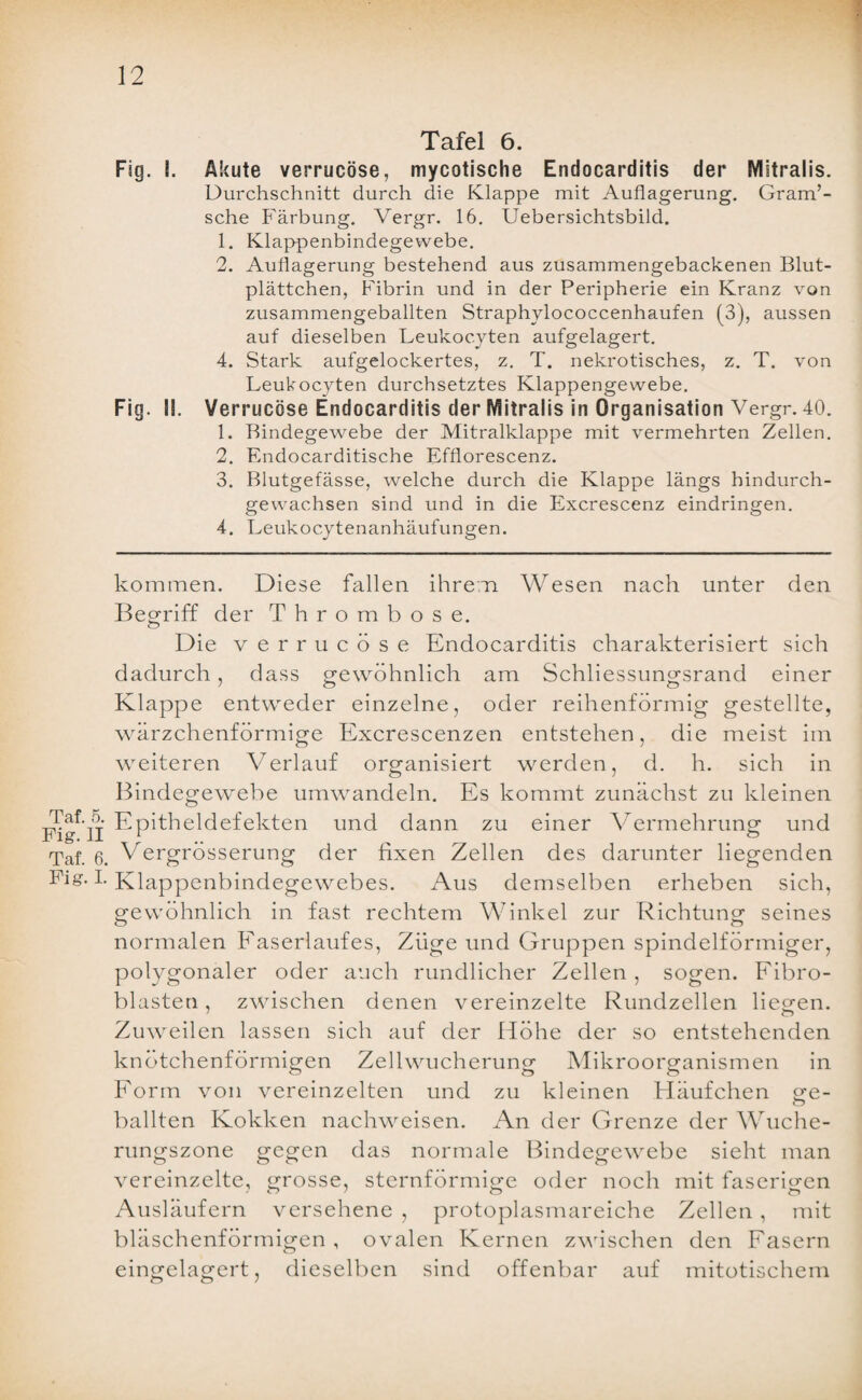 Taf. 5. Fi g. II Taf. 6. Fig. I. Tafel 6. Fig. I. Akute verrucöse, mycotische Endocarditis der Mitralis. Durchschnitt durch die Klappe mit Auflagerung. Gram’- sche Färbung. Vergr. 16. Uebersichtsbild. 1. Klappenbindegewebe. 2. Auflagerung bestehend aus zusammengebackenen Blut¬ plättchen, Fibrin und in der Peripherie ein Kranz von zusammengeballten Straphvlococcenhaufen (3), aussen auf dieselben Leukoc.yten aufgelagert. 4. Stark aufgelockertes, z. T. nekrotisches, z. T. von Leukocyten durchsetztes Klappengewebe. Fig. II. Verrucöse Endocarditis der Mitralis in Organisation Vergr. 40. 1. Bindegewebe der Mitralklappe mit vermehrten Zellen. 2. Endocarditische Efflorescenz. 3. Blutgefässe, welche durch die Klappe längs hindurch¬ gewachsen sind und in die Excrescenz eindringen. 4. Leukocytenanhäufungen. kommen. Diese fallen ihrem Wesen nach unter den Begriff der Thrombose. O Die verrucöse Endocarditis charakterisiert sich dadurch, dass gewöhnlich am Schliessungsrand einer Klappe entweder einzelne, oder reihenförmig gestellte, wärzchenförmige Excrescenzen entstehen, die meist im weiteren Verlauf organisiert werden, d. h. sich in Bindegewebe umwandeln. Es kommt zunächst zu kleinen Epitheldefekten und dann zu einer Vermehrung und Vergrösserung der fixen Zellen des darunter liegenden Klappenbindegewebes. Aus demselben erheben sich, gewöhnlich in fast rechtem Winkel zur Richtung seines normalen Faserlaufes, Züge und Gruppen spindelförmiger, polygonaler oder auch rundlicher Zellen , sogen. Fibro¬ blasten , zwischen denen vereinzelte Rundzellen liegen. Zuweilen lassen sich auf der Höhe der so entstehenden knötchenförmigen Zellwucherung Mikroorganismen in Form von vereinzelten und zu kleinen Häufchen ge- ballten Kokken nachweisen. An der Grenze der Wuche¬ rungszone gegen das normale Bindegewebe sieht man vereinzelte, grosse, sternförmige oder noch mit faserigen Ausläufern versehene , protoplasmareiche Zellen , mit bläschenförmigen , ovalen Kernen zwischen den Fasern eingelagert, dieselben sind offenbar auf mitotischem