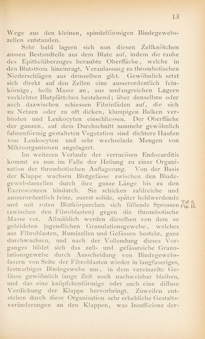 Wege aus den kleinen, spindelförmigen Bindegewebs¬ zellen entstanden. Sehr bald lagern sich nun diesen Zellknötchen aussen Bestandteile aus dem Blute auf, indem die rauhe des Epithelüberzuges beraubte Oberfläche , welche in den Blutstrom hineinragt, Veranlassung zu thrombotischen Niederschlägen aus demselben gibt. Gewöhnlich setzt sich direkt auf den Zellen eine ausserordentlich fein¬ körnige , helle Masse an, aus umfangreichen Lagern verklebter Blutplättchen bestehend ; über denselben oder auch dazwischen schiessen Fibrinfäden auf, die sich zu Netzen oder zu oft dicken, klumpigen Balken ver¬ binden und Leukocvten einschliessen. Der Oberfläche der ganzen, auf dem Durchschnitt nunmehr gewöhnlich fahnenförmig gestalteten Vegetation sind dichtere Haufen von Leukocvten und sehr wechselnde Mengen von J o Mikroorganismen angelagert. o o o Im weiteren Verlaufe der verrucösen Enclocarditis kommt es nun im Falle der Heilung zu einer Organi- sation der thrombotischen Auflagerung. Von der Basis o c? der Klappe wachsen Blutgefässe zwischen den Binde- gewebslamellen durch ihre ganze Länge bis zu den Excrescenzen hindurch. Sie schicken zahlreiche und ausserordentlich feine, zuerst solide, später hohlwerdende ’ i rp 0 und mit roten Blutkörperchen sich füllende Sprossen pig'ji. (zwischen den Fibroblasten) gegen die thrombotische Masse vor. Allmählich werden dieselben von dem so gebildeten jugendlichen Granulationsgewebe, welches aus Fibroblasten, Rundzellen und Gefässen besteht, ganz durchwachsen, und nach der Vollendung dieses Vor¬ ganges bildet sich lationsgewebe o gefässreiche Granu- das zell- und durch Ausscheidung von Bindegewebs- o o fasern von Seite der Fibroblasten wieder in langfaseriges, festnarbiges Bindegewebe um, in dem vereinzelte Ge- fässe gewöhnlich lange Zeit noch nachweisbar bleiben, und das eine knöpfchenförmige oder auch eine diffuse Verdickung der Klappe hervorbringt. Zuweilen ent¬ stehen durch diese Organisation sehr erhebliche Gestalts¬ veränderungen an den Klappen, was Insufficienz der-