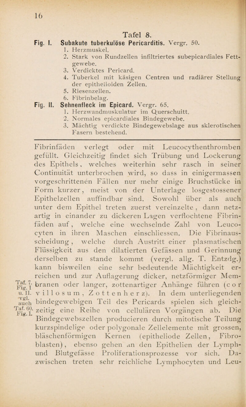 Tafel 8. Fig. I. Subakute tuberkulöse Pericarditis. Vergr. 50. 1. Herzmuskel. 2. Stark von Rundzellen infiltriertes subepicardiales Fett¬ gewebe. 3. Verdicktes Pericard. 4. Tuberkel mit käsigen Centren und radiärer Stellung der epitheiioiden Zellen. 5. Riesenzellen. 6. Fibrinbelag. Fig. II. Sehnenfleck im Epicard. Vergr. 65. 1. Herzwandmuskulatur im Querschuitt. 2. Normales epicardiales Bindegewebe. 3. Mächtig verdickte Bindegewebslage aus sklerotischen Fasern bestehend. Fibrinfäden verlegt oder mit Leucoevthenthromben gefüllt. Gleichzeitig findet sich Trübung und Lockerung des Epithels, welches weiterhin sehr rasch in seiner Continuität unterbrochen wird, so dass in einigermassen vorgeschrittenen Fällen nur mehr einige Bruchstücke in Form kurzer, meist von der Unterlage losgestossener Epithelzellen auffindbar sind. Sowohl über als auch unter dem Epithel treten zuerst vereinzelte . dann netz¬ artig in einander zu dickeren Lagen verflochtene Fibrin- fäden auf, welche eine wechselnde Zahl von Leuco- cyten in ihren Maschen einschliessen. Die Fibrinaus¬ scheidung , welche durch Austritt einer plasmatischen Flüssigkeit aus den dilatierten Gefässen und Gerinnung derselben zu stände kommt (vergl. a.llg. T. Entzdg.) kann bisweilen eine sehr bedeutende Mächtigkeit er- reichen und zur Auflagerung dicker, netzförmiger Mem- Fig I branen oder langer, zottenartiger Anhänge führen (cor u. II. villosum, Zottenherz). In dem unterliegenden auch bindegewebigen Teil des Pericards spielen sich gleich- fiaf. (Ai. zeitig eine Reihe von cellulären Vorgängen ab. Die Jb lg. I. . ° n Bindegewebszellen producieren durch mitotische Teilung kurzspindelige oder polygonale Zellelemente mit grossen, bläschenförmigen Kernen (epitheliode Zellen, Fibro¬ blasten) , ebenso gehen a.n den Epithelien der Lymph- und Blutgefässe Proliferationsprozesse vor sich. Da¬ zwischen treten sehr reichliche Lymphocyten und Leu-