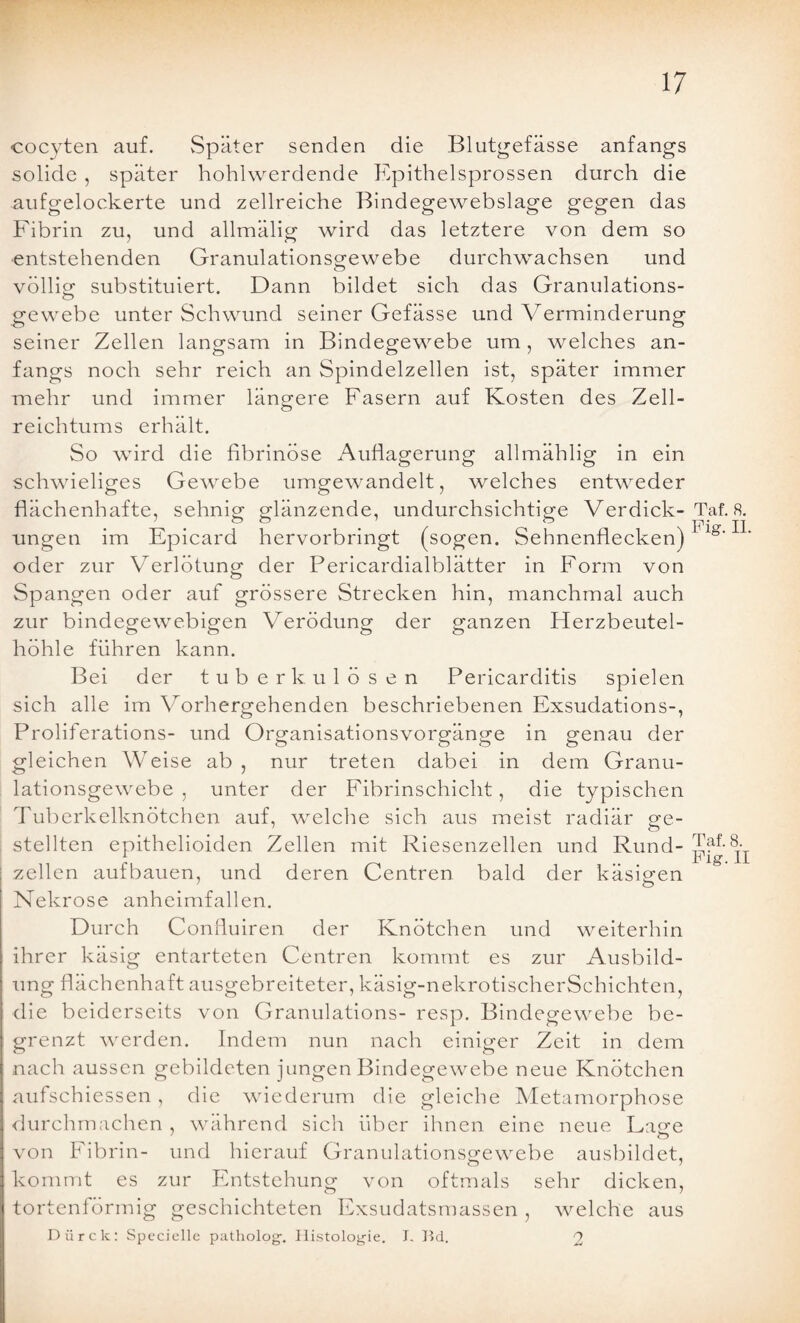 cocyten auf. Später senden die Blutgefässe anfangs solide , später hohlwerdende Epithelsprossen durch die aufgelockerte und zellreiche Bindegewebslage gegen das Fibrin zu, und allmälig wird das letztere von dem so ■entstehenden Granulationsgewebe durchwachsen und völlig substituiert. Dann bildet sich das Granulations- gewebe unter Schwund seiner Gefässe und Verminderung seiner Zellen langsam in Bindegewebe um, welches an¬ fangs noch sehr reich an Spindelzellen ist, später immer mehr und immer längere Fasern auf Kosten des Zell- reichtums erhält. So wird die fibrinöse Auflagerung allmählig in ein schwieliges Gewebe umgewandelt, welches entweder flächenhafte, sehnig glänzende, undurchsichtige Verdick¬ ungen im Epicard hervorbringt (sogen. Sehnenflecken) oder zur Verlötung der Pericardialblätter in Form von Spangen oder auf grössere Strecken hin, manchmal auch zur bindegewebigen Verödung der ganzen Herzbeutel¬ höhle führen kann. Bei der tuberkulösen Pericarditis spielen sich alle im Vorhergehenden beschriebenen Exsudations-, Proliferations- und Organisationsvorgänge in genau der gleichen Weise ab, nur treten dabei in dem Granu¬ lationsgewebe , unter der Fibrinschicht, die typischen Tuberkelknötchen auf, welche sich aus meist radiär ge¬ stellten epithelioiden Zellen mit Riesenzellen und Rund¬ zellen aufbauen, und deren Centren bald der käsigen Nekrose anheimfallen. Durch Confluiren der Knötchen und weiterhin ihrer käsig entarteten Centren kommt es zur Ausbild¬ ung flächenhaft ausgebreiteter, käsig-nekrotischerSchichten, die beiderseits von Granulations- resp. Bindegewebe be¬ grenzt werden. Indem nun nach einiger Zeit in dem nach aussen gebildeten jungen Bindegewebe neue Knötchen aufschiessen, die wiederum die gleiche Metamorphose durchmachen , während sich über ihnen eine neue Lacre von Fibrin- und hierauf Granulations^ewebe ausbildet, kommt es zur Entstehung von oftmals sehr dicken, tortenförmig geschichteten Exsudatsmassen , welche aus Diirclc: Specielle patholog. Histologie. I. I5d. Taf. 8. Pig. II. Taf. 8. Pig. II 2