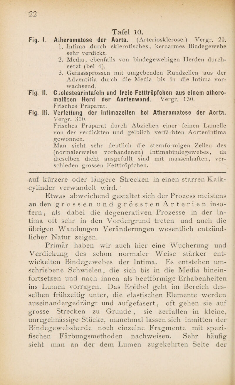 Tafel 10. Fig. I. Atheromatose der Aorta. (Arteriosklerose.) Vergr. 20. 1. Intima durch sklerotisches, kernarmes Bindegewebe sehr verdickt. 2. Media, ebenfails von bindegewebigen Herden durch¬ setzt (bei 4). 3. Gefässsprossen mit umgebenden Rundzellen aus der Adventitia durch die Media bis in die Intima vor¬ wachsend. Fig. 13. C iolestearintafeln und freie Fetttröpfchen aus einem athero- matösen Herd der Äortenwand. Vergr. 130. Frisches Präparat. Fig. 133. Verfettung der Intimazellen bei Atheromatose der Aorta. Vergr. 300. Frisches Präparat durch Abziehen einer feinen Lamelle von der verdickten und gelblich verfärbten Aortenintima gewonnen. Man sieht sehr deutlich die sternförmigen Zellen des (normalerweise vorhandenen) Intimabindegewebes, da dieselben dicht ausgefüllt sind mit massenhaften, ver¬ schieden grossen Fetttröpfchen. auf kürzere oder längere Strecken in einen starren Kalk- O cylinder verwandelt wird. Etwas abweichend gestaltet sich der Prozess meistens an den grossen und grössten Arterien inso¬ fern , als dabei die degenerativen Prozesse in der In¬ tima oft sehr in den Vordergrund treten und auch die übrigen Wandungen Veränderungen wesentlich entzünd¬ licher Natur zeigen. Primär haben wir auch hier eine Wucherung und Verdickung des schon normaler Weise stärker ent¬ wickelten Bindegewebes der Intima. Es entstehen um¬ schriebene Schwielen, die sich bis in die Media hinein- fortsetzen und nach innen als beetförmige Erhabenheiten ins Lumen vorragen. Das Epithel geht im Bereich des¬ selben frühzeitig unter, die elastischen Elemente werden auseinandergedrängt und aufgefasert, oft gehen sie auf grosse Strecken zu Grunde , sie zerfallen in kleine, unregelmässige Stücke, manchmal lassen sich inmitten der Bindegewebsherde noch einzelne Fragmente mit spezi¬ fischen Färbungsmethoden nach weisen. Sehr häufig o o sieht man an der dem Lumen zugekehrten Seite der