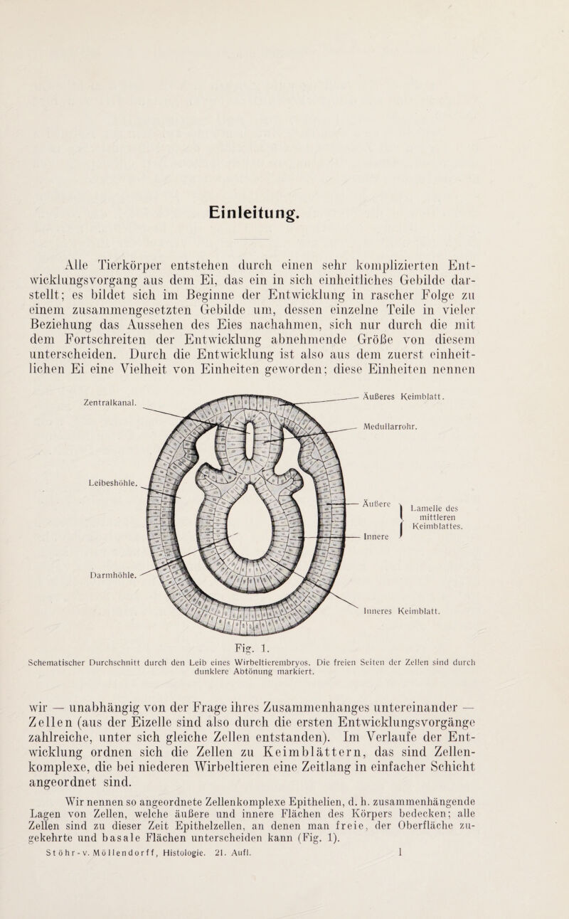 Einleitung. Alle Tierkörper entstehen durch einen sehr komplizierten Ent¬ wicklungsvorgang aus dem Ei, das ein in sich einheitliches Gebilde dar¬ stellt; es bildet sich im Beginne der Entwicklung in rascher Folge zu einem zusammengesetzten Gebilde um, dessen einzelne Teile in vieler Beziehung das Aussehen des Eies nachahmen, sich nur durch die mit dem Fortschreiten der Entwicklung abnehmende Größe von diesem unterscheiden. Durch die Entwicklung ist also aus dem zuerst einheit¬ lichen Ei eine Vielheit von Einheiten geworden; diese Einheiten nennen Zentralkanal. Leibeshöhle. Darrnhöhle. Äußeres Keimblatt. Medullarrohr. Äußere Innere t Lamelle des l mittleren Keimblattes. Inneres Keimblatt. Fig. 1. Schematischer Durchschnitt durch den Leib eines Wirbeltierembryos. Die freien Seiten der Zellen sind durch dunklere Abtönung markiert. wir — unabhängig von der Frage ihres Zusammenhanges untereinander - Zellen (aus der Eizelle sind also durch die ersten Entwicklungsvorgänge zahlreiche, unter sich gleiche Zellen entstanden). Im Verlaufe der Ent¬ wicklung ordnen sich die Zellen zu Keimblättern, das sind Zellen¬ komplexe, die bei niederen Wirbeltieren eine Zeitlang in einfacher Schicht angeordnet sind. Wir nennen so angeordnete Zellenkomplexe Epithelien, d. h. zusammenhängende Lagen von Zellen, welche äußere und innere Flächen des Körpers bedecken; alle Zellen sind zu dieser Zeit Epithelzellen, an denen man freie, der Oberfläche zu¬ gekehrte und basale Flächen unterscheiden kann (Fig. 1).
