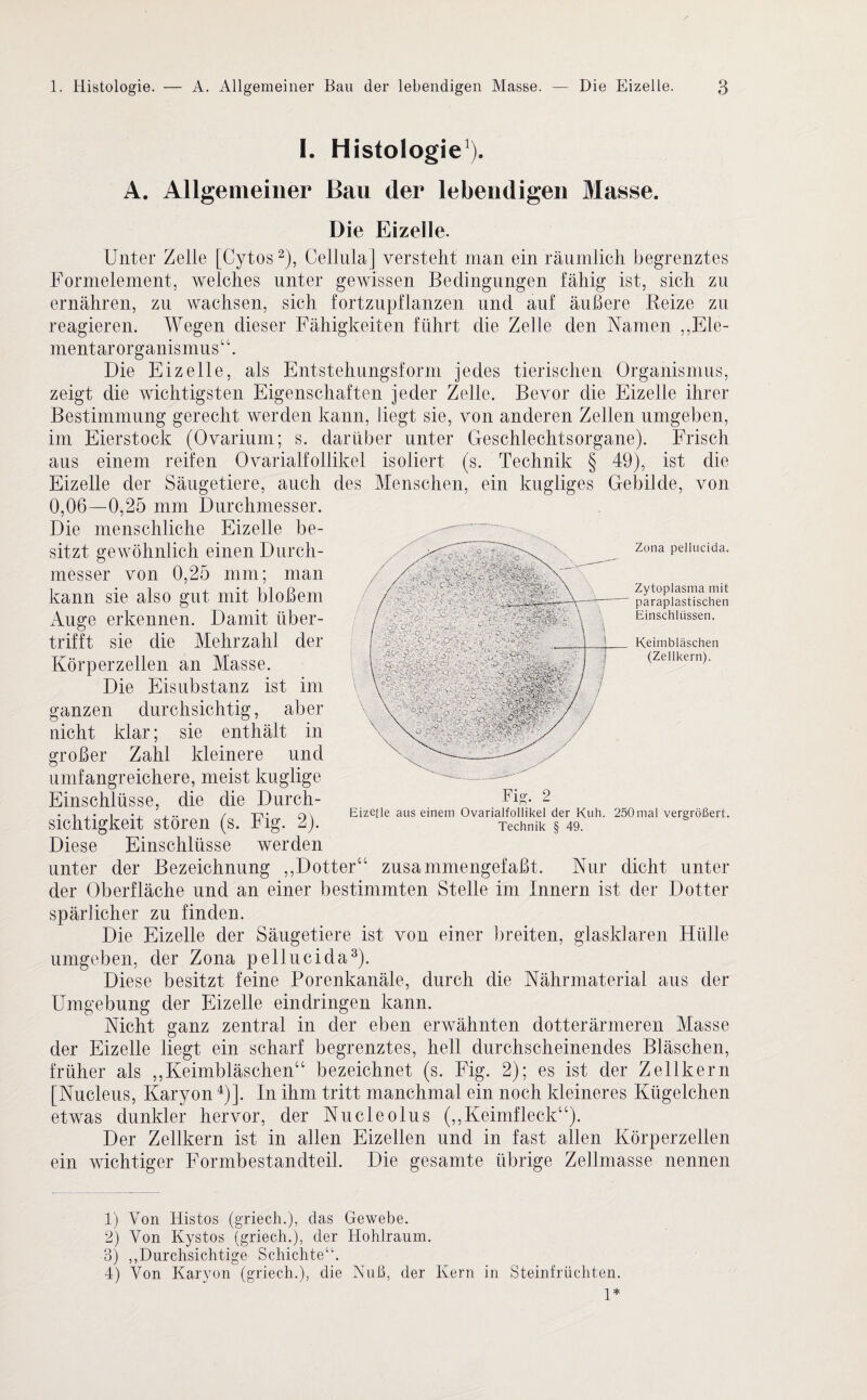 I. Histologie1). A. Allgemeiner Bau der lebendigen Masse. Die Eizelle. Unter Zelle [Cytos2), Cellulaj versteht man ein räumlich begrenztes Formelement, welches unter gewissen Bedingungen fähig ist, sich zu ernähren, zu wachsen, sich fortzupflanzen und auf äußere Reize zu reagieren. Wegen dieser Fähigkeiten führt die Zelle den Namen „Ele¬ mentar Organismus“. Die Eizelle, als Entstehungsform jedes tierischen Organismus, zeigt die wichtigsten Eigenschaften jeder Zelle. Bevor die Eizelle ihrer Bestimmung gerecht werden kann, liegt sie, von anderen Zellen umgeben, im Eierstock (Ovarium; s. darüber unter Geschlechtsorgane). Frisch aus einem reifen Ovarialfollikel isoliert (s. Technik § 49), ist die Eizelle der Säugetiere, auch des Menschen, ein kugliges Grebilde, von 0,06—0,25 mm Durchmesser. Die menschliche Eizelle be¬ sitzt gewöhnlich einen Durch¬ messer von 0,25 mm; man kann sie also gut mit bloßem Auge erkennen. Damit über¬ trifft sie die Mehrzahl der Körperzellen an Masse. Die Eisubstanz ist im ganzen durchsichtig, aber nicht klar; sie enthält in großer Zahl kleinere und umfangreichere, meist kuglige Einschlüsse, die die Durch¬ sichtigkeit stören (s. Fig. 2). Diese Einschlüsse werden unter der Bezeichnung „Dotter“ zusammengefaßt. Nur dicht unter der Oberfläche und an einer bestimmten Stelle im Innern ist der Dotter spärlicher zu finden. Die Eizelle der Säugetiere ist von einer breiten, glasklaren Hülle umgeben, der Zona pellucida3). Diese besitzt feine Porenkanäle, durch die Nährmaterial aus der Umgebung der Eizelle eindringen kann. Nicht ganz zentral in der eben erwähnten dotterärmeren Masse der Eizelle liegt ein scharf begrenztes, hell durchscheinendes Bläschen, früher als „Keimbläschen“ bezeichnet (s. Fig. 2); es ist der Zellkern [Nucleus, Karyon4)]. In ihm tritt manchmal ein noch kleineres Kügelchen etwas dunkler hervor, der Nucleolus („Keimfleck“). Der Zellkern ist in allen Eizellen und in fast allen Körperzellen ein wichtiger Formbestandteil. Die gesamte übrige Zellmasse nennen Zona pellucida. Zytoplasma mit paraplastischen Einschlüssen. Keimbläschen (Zellkern). Fig’. 2 Eizejle aus einem Ovarialfollikel der Kuh. 250mal vergrößert. Technik § 49. 1) Von Histos (griech.), das Gewebe. 2) Von Kystos (griech.), der Hohlraum. 3) „Durchsichtige Schichte“. 4) Von Karyon (griech.), die Nuß, der Kern in Steinfrüchten.