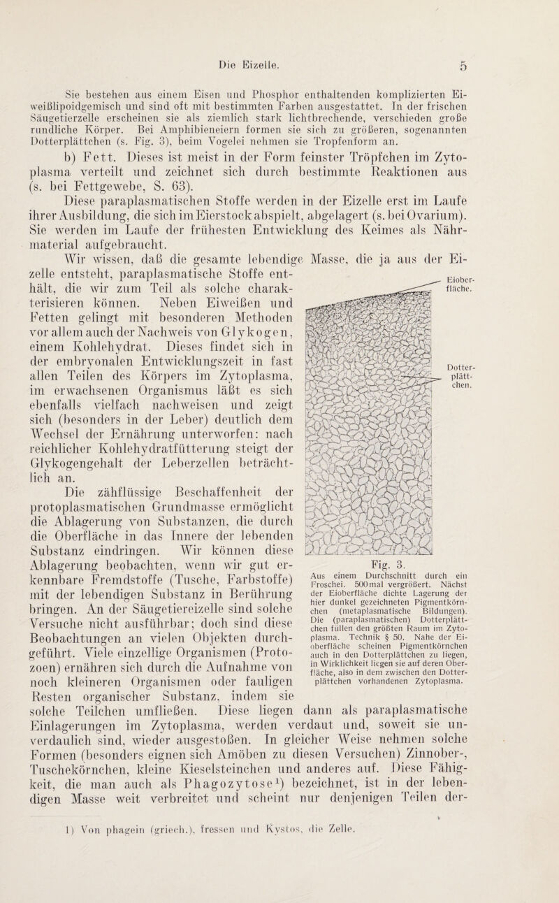 jssgffSg Eiober¬ fläche. r%t\ ‘ Js;v.x^.4—/ VWAkTc Dotter¬ plätt¬ chen. Sie bestehen aus einem Eisen und Phosphor enthaltenden komplizierten Ei¬ weihlipoidgemisch und sind oft mit bestimmten Farben ausgestattet. Tn der frischen Säugetierzelle erscheinen sie als ziemlich stark lichtbrechende, verschieden große rundliche Körper. Bei Amphibieneiern formen sie sich zu größeren, sogenannten Dotterplättchen (s. Fig. 3), beim Vogelei nehmen sie Tropfenform an. b) Fett. Dieses ist meist in der Form feinster Tröpfchen im Zyto¬ plasma verteilt und zeichnet sich durch bestimmte Reaktionen aus (s. bei Fettgewebe, S. 63). Diese paraplasmatischen Stoffe werden in der Eizelle erst im Laufe ihrer Ausbildung, die sich im Eierstock abspielt, abgelagert (s. beiOvarium). Sie werden im Laufe der frühesten Entwicklung des Keimes als Nähr¬ material aufgebraucht. Wir wissen, daß die gesamte lebendige Masse, die ja aus der Ei¬ zelle entsteht, paraplasmatische Stoffe ent¬ hält, die wir zum Teil als solche charak¬ terisieren können. Neben Eiweißen und Fetten gelingt mit besonderen Methoden vor allem auch der Nachweis von Glykogen, einem Kohlehydrat. Dieses findet sich in der embryonalen Entwicklungszeit in fast allen Teilen des Körpers im Zytoplasma, im erwachsenen Organismus läßt es sich ebenfalls vielfach nachweisen und zeigt sich (besonders in der Leber) deutlich dem Wechsel der Ernährung unterworfen: nach reichlicher Kohlehydratfütterung steigt der Glykogengehalt der Leberzellen beträcht¬ lich an. Die zähflüssige Beschaffenheit der protoplasmatischen Grundmasse ermöglicht die Ablagerung von Substanzen, die durch die Oberfläche in das Innere der lebenden Substanz eindringen. Wir können diese Ablagerung beobachten, wenn wir gut er¬ kennbare Fremdstoffe (Tusche, Farbstoffe) mit der lebendigen Substanz in Berührung bringen. An der Säugetiereizelle sind solche Versuche nicht ausführbar; doch sind diese Beobachtungen an vielen Objekten durch¬ geführt. Viele einzellige Organismen (Proto¬ zoen) ernähren sich durch die Aufnahme von noch kleineren Organismen oder fauligen Resten organischer Substanz, indem sie solche Teilchen umfließen. Diese liegen dann als paraplasmatische Einlagerungen im Zytoplasma, werden verdaut und, soweit sie un¬ verdaulich sind, wieder ausgestoßen. In gleicher Weise nehmen solche Formen (besonders eignen sich Amöben zu diesen Versuchen) Zinnober-, Tuschekörnchen, kleine Kieselsteinchen und anderes auf. Diese Fähig¬ keit, die man auch als Phagozytose1) bezeichnet, ist in der leben¬ digen Masse weit verbreitet und scheint nur denjenigen Teilen der- wpp-A-A , tvV AVr/vyIV i rvMN ÖNtCWvVF A VA M r VfG V Xäa J VWA4 NWCl Tij *-1 ^ AAi A'WA/f y ,V~1 i I AlZ rC^\ bcSr^r lj. v A> . > fnk 'S Fig. 3. Aus einem Durchschnitt durch ein Froschei. 500mal vergrößert. Nächst der Eioberfläche dichte Lagerung der hier dunkel gezeichneten Pigmentkörn¬ chen (metaplasmatische Bildungen). Die (paraplasmatischen) Dotterplätt¬ chen füllen den größten Raum im Zyto¬ plasma. Technik § 50. Nahe der Ei¬ oberfläche scheinen Pigmentkörnchen auch in den Dotterplättchen zu liegen, in Wirklichkeit liegen sie auf deren Ober¬ fläche, also in dem zwischen den Dotter¬ plättchen vorhandenen Zytoplasma. ) Von phagein (griech.), fressen und Kvstos, die Zelle.