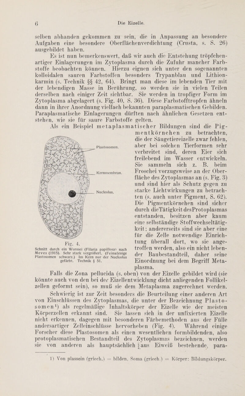 Plastosomen. selben abhanden gekommen zu sein, die in Anpassung an besondere Aufgaben eine besondere Oberflächenverdichtung (Crusta, s. S. 26) ausgebildet haben. Es ist nun bemerkenswert, daß wir auch die Entstehung tröpfchen¬ artiger Einlagerungen im Zytoplasma durch die Zufuhr mancher Farb¬ stoffe beobachten können. Hierzu eignen sich unter den sogenannten kolloidalen sauren Farbstoffen besonders Trypanblau und Lithion- karmin (s. Technik §§ 42, 64). Bringt man diese im lebenden Tier mit der lebendigen Masse in Berührung, so werden sie in vielen Teilen derselben nach einiger Zeit sichtbar. Sie werden in tropfiger Form im Zytoplasma abgelagert (s. Fig. 40, S. 36). Diese Farbstofftropfen ähneln dann in ihrer Anordnung vielfach bekannten paraplasmatischen Gebilden. Paraplasmatische Einlagerungen dürften nach ähnlichen Gesetzen ent¬ stehen, wie sie für saure Farbstoffe gelten. Als ein Beispiel metaplasmatischer Bildungen sind die Pig¬ mentkörnchen zu betrachten, die der Säugetiereizelle zwar fehlen, aber bei solchen Tierformen sehr verbreitet sind, deren Eier sich freilebend im Wasser entwickeln. Sie sammeln sich z. B. beim Froschei vorzugsweise an der Ober¬ fläche des Zytoplasmas an (s. Fig. 3) und sind hier als Schutz gegen zu starke Licht Wirkungen zu betrach¬ ten (s. auch unter Pigment, S. 62). Die Pigmentkörnchen sind sicher durch dieTätigkeit desProtoplasmas entstanden, besitzen aber kaum eine selbständige Stoffwechseltätig¬ keit; andererseits sind sie aber eine für die Zelle notwendige Einrich¬ tung überall dort, wo sie ange¬ troffen werden, also ein nicht leben¬ der Baubestandteil, daher seine Einordnung bei dem Begriff Meta¬ plasma. Falls die Zona pellucida (s. oben) von der Eizelle gebildet wird (sie könnte auch von den bei der Eizellentwicklung dicht anliegenden Follikel¬ zellen geformt sein), so muß sie dem Metaplasma zugerechnet werden. Schwierig ist zur Zeit besonders die Beurteilung einer anderen Art von Einschlüssen des Zytoplasmas, die unter der Bezeichnung Plasto¬ somen1) als regelmäßige Inhaltskörper der Eizelle wie der meisten Körperzellen erkannt sind. Sie lassen sich in der unfixierten Eizelle nicht erkennen, dagegen mit besonderen Färbemethoden aus der Fülle andersartiger Zelleinschlüsse hervorheben (Fig. 4). Während einige Forscher diese Plastosomen als einen wesentlichen formbildenden, also protoplasmatischen Bestandteil des Zytoplasmas bezeichnen, werden sie von anderen als hauptsächlich [aus Eiweiß bestehende, para- Kernmembran. Nucleolus. ; ** ■■ *. h \ * j *.?■*•** * \*'**♦/ * * *■ Fig. 4. Schnitt durch ein Wurmei (Filaria papillosa> nach Meves (1915). Sehr stark vergrößert. (FeinKörnige Plastosomen schwarz.) Im Kern nur der Nucleolus gefärbt. Technik § 51. 1) Von plassein (grieclt.) = bilden, Soma (griech.) = Körper: Bildungskörper.