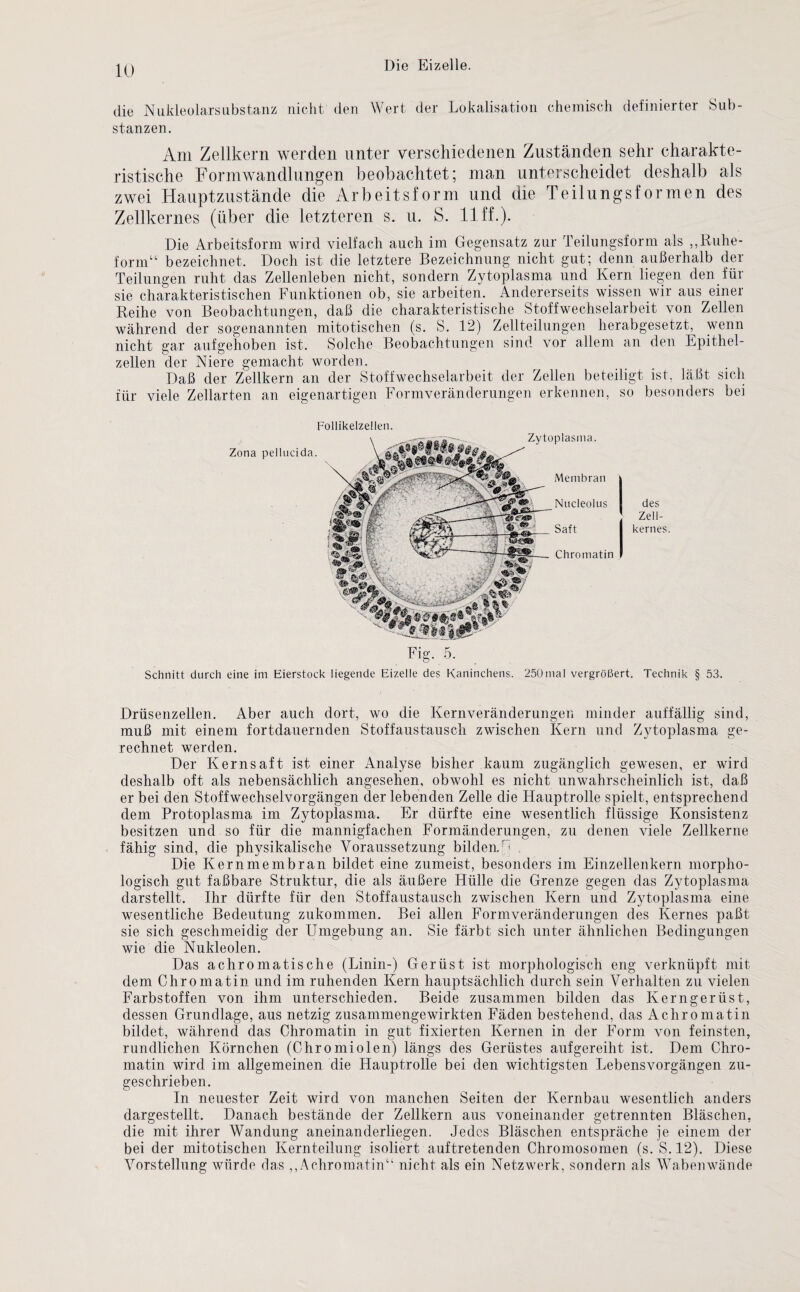 die Nukleolarsubstanz nicht den Wert der Lokalisation chemisch definierter Sub¬ stanzen. Am Zellkern werden unter verschiedenen Zuständen sehr charakte¬ ristische Formwandlungen beobachtet; man unterscheidet deshalb als zwei Hauptzustände die Arbeitsform und die Teilungsformen des Zellkernes (über die letzteren s. u. S. 11 ff.). Die Arbeitsform wird vielfach auch im Gegensatz zur Teilungsform als „Ruhe¬ form“ bezeichnet. Doch ist die letztere Bezeichnung nicht gut; denn außerhalb der Teilungen ruht das Zellenleben nicht, sondern Zytoplasma und Kern liegen den für sie charakteristischen Funktionen ob, sie arbeiten. Andererseits wissen wir aus einer Reihe von Beobachtungen, daß die charakteristische Stoffwechselarbeit von Zellen während der sogenannten mitotischen (s. S. 12) Zellteilungen herabgesetzt, wenn nicht gar aufgehoben ist. Solche Beobachtungen sind vor allem an den Epithel¬ zellen der Niere gemacht worden. Daß der Zellkern an der Stoffwechselarbeit der Zellen beteiligt ist. läßt sich für viele Zellarten an eigenartigen Formveränderungen erkennen, so besonders bei Follikelzellen. Zona pellucida. Zytoplasma. Membran Nncleolus Saft Chromatin des Zell¬ kernes. Fig. 5. Schnitt durch eine im Eierstock liegende Eizelle des Kaninchens. 250mal vergrößert. Technik § 53. Drüsenzellen. Aber auch dort, wo die Kernveränderungen minder auffällig sind, muß mit einem fortdauernden Stoffaustausch zwischen Kern und Zytoplasma ge¬ rechnet werden. Der Kerns aft ist einer Analyse bisher kaum zugänglich gewesen, er wird deshalb oft als nebensächlich angesehen, obwohl es nicht unwahrscheinlich ist, daß er bei den Stoffwechselvorgängen der lebenden Zelle die Hauptrolle spielt, entsprechend dem Protoplasma im Zytoplasma. Er dürfte eine wesentlich flüssige Konsistenz besitzen und so für die mannigfachen Formänderungen, zu denen viele Zellkerne fähig sind, die physikalische Voraussetzung bilden,H Die Kernmembran bildet eine zumeist, besonders im Einzellenkern morpho¬ logisch gut faßbare Struktur, die als äußere Hülle die Grenze gegen das Zytoplasma darstellt. Ihr dürfte für den Stoffaustausch zwischen Kern und Zytoplasma eine wesentliche Bedeutung zukommen. Bei allen Formveränderungen des Kernes paßt sie sich geschmeidig der Umgebung an. Sie färbt sich unter ähnlichen Bedingungen wie die Nukleolen. Das achromatische (Linin-) Gerüst ist morphologisch eng verknüpft mit dem Chromatin und im ruhenden Kern hauptsächlich durch sein Verhalten zu vielen Farbstoffen von ihm unterschieden. Beide zusammen bilden das Kerngerüst, dessen Grundlage, aus netzig zusammengewirkten Fäden bestehend, das Achromatin bildet, während das Chromatin in gut fixierten Kernen in der Form von feinsten, rundlichen Körnchen (Chromiolen) längs des Gerüstes auf gereiht ist. Dem Chro¬ matin wird im allgemeinen die Hauptrolle bei den wichtigsten Lebensvorgängen zu¬ geschrieben. In neuester Zeit wird von manchen Seiten der Kernbau wesentlich anders dargestellt. Danach bestände der Zellkern aus voneinander getrennten Bläschen, die mit ihrer Wandung aneinanderliegen. Jedes Bläschen entspräche ie einem der bei der mitotischen Kernteilung isoliert auftretenden Chromosomen (s. S. 12). Diese Vorstellung würde das „Achromatin“ nicht als ein Netzwerk, sondern als Wabenwände