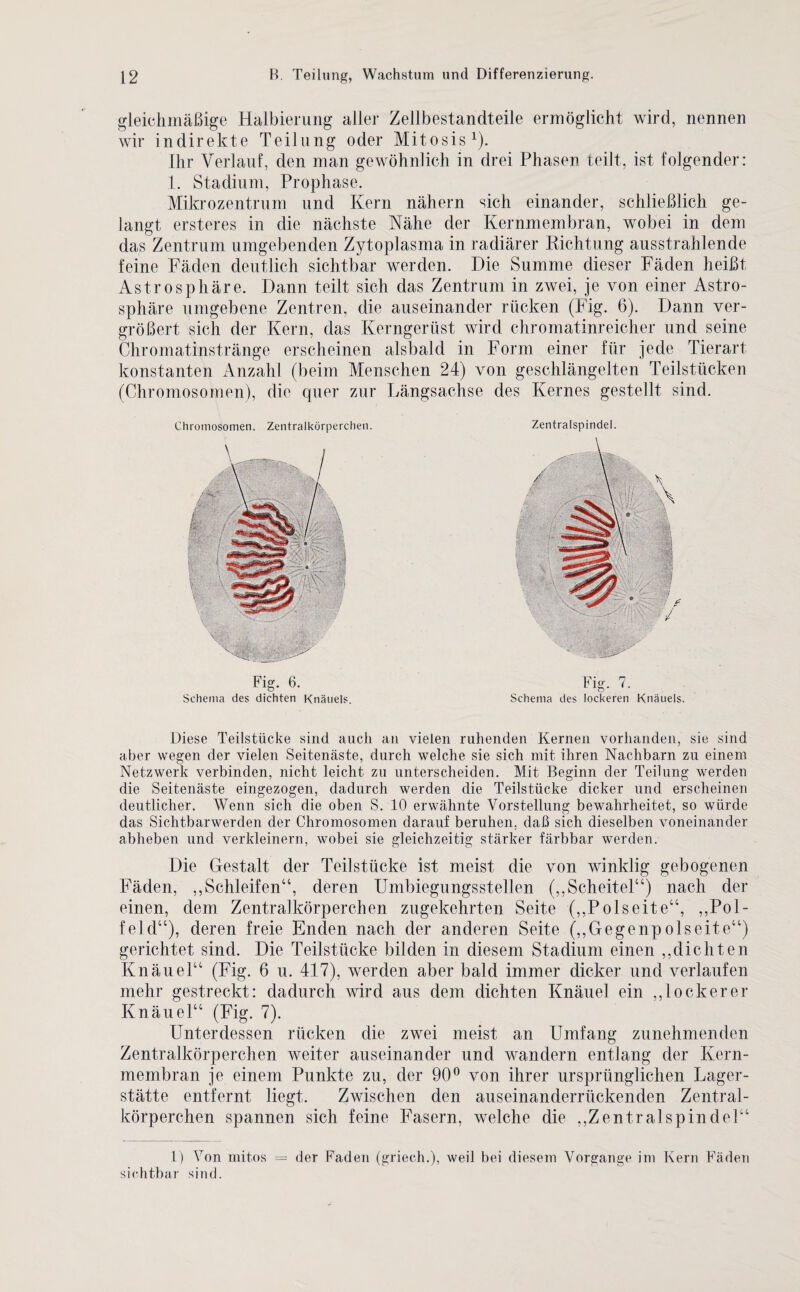 gleichmäßige Halbierung aller Zellbestandteile ermöglicht wird, nennen wir indirekte Teilung oder Mitosis1). Ihr Verlauf, den man gewöhnlich in drei Phasen teilt, ist folgender: 1. Stadium, Prophase. Mikrozentrum und Kern nähern sich einander, schließlich ge¬ langt ersteres in die nächste Nähe der Kernmembran, wobei in dem das Zentrum umgebenden Zytoplasma in radiärer Richtung ausstrahlende feine Fäden deutlich sichtbar werden. Die Summe dieser Fäden heißt Astrosphäre. Dann teilt sich das Zentrum in zwei, je von einer Astro- sphäre umgebene Zentren, die auseinander rücken (Fig. 6). Dann ver¬ größert sich der Kern, das Kerngerüst wird chromatinreicher und seine Chromatinstränge erscheinen alsbald in Form einer für jede Tierart konstanten Anzahl (beim Menschen 24) von geschlängelten Teilstücken (Chromosomen), die quer zur Längsachse des Kernes gestellt sind. Zentralspindel. Fig. 6. Fig. 7. Schema des dichten Knäuels. Schema des lockeren Knäuels. Diese Teilstücke sind auch an vielen ruhenden Kernen vorhanden, sie sind aber wegen der vielen Seitenäste, durch welche sie sich mit ihren Nachbarn zu einem Netzwerk verbinden, nicht leicht zu unterscheiden. Mit Beginn der Teilung werden die Seitenäste eingezogen, dadurch werden die Teilstücke dicker und erscheinen deutlicher. Wenn sich die oben S. 10 erwähnte Vorstellung bewahrheitet, so würde das Sichtbarwerden der Chromosomen darauf beruhen, daß sich dieselben voneinander abheben und verkleinern, wobei sie gleichzeitig stärker färbbar werden. Die Gestalt der Teilstücke ist meist die von winklig gebogenen Fäden, „Schleifen“, deren Umbiegungsstellen („Scheitel“) nach der einen, dem Zentralkörperchen zugekehrten Seite („Polseite“, „Pol- feld“), deren freie Enden nach der anderen Seite („Gegenpolseite“) gerichtet sind. Die Teilstücke bilden in diesem Stadium einen „dichten Knäuel“ (Fig. 6 u. 417), werden aber bald immer dicker und verlaufen mehr gestreckt: dadurch wird aus dem dichten Knäuel ein „lockerer Knäuel“ (Fig. 7). Unterdessen rücken die zwei meist an Umfang zunehmenden Zentralkörperchen weiter auseinander und wandern entlang der Kern¬ membran je einem Punkte zu, der 90° von ihrer ursprünglichen Lager¬ stätte entfernt liegt. Zwischen den auseinanderrückenden Zentral¬ körperchen spannen sich feine Fasern, welche die „Zentralspindel“ l) Von mitos = der Faden (griech.), weil bei diesem Vorgänge im Kern Fäden sichtbar sind. Chromosomen. Zentralkörperchen.