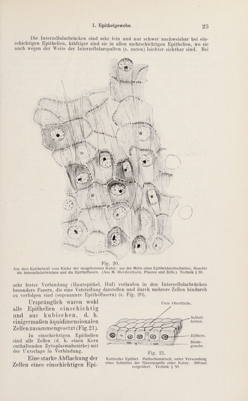 Eie Interzellularbrücken sind sehr fein und nur schwer nachweisbar bei ein¬ schichtigen Epithelien, kräftiger sind sie in allen mehrschichtigen Epithelien, wo sie auch wegen der Weite der Interzellularspalten (s. unten) leichter sichtbar sind. Bei Fig. 20. Aus dem Epithelwal! vom Kiefer der neugeborenen Katze; aus der Mitte eines Epitheldurchschnittes. Beachte die Interzellularbrücken und die Epithelfasern. (Aus M. Heidenhain, Plasma und Zelle.) Technik § 59. sehr fester Verbindung (Hautepithel, Huf) verlaufen in den Interzellularbrücken besondere Fasern, die eine Versteifung darstellen und durch mehrere Zellen hindurch zu verfolgen sind (sogenannte Epithelfasern) (s. Fig. 20). Ursprünglich waren wohl alle Epithelien einschichtig und aus kubischen, d. h. einigermaßen äquidimensionalen Zellen zusammengesetzt (Fig.21). In einschichtigen Epithelien sind alle Zellen (d. h. einen Kern enthaltenden Zytoplasmabezirke) mit der Unterlage in Verbindung. Eine starke Abflachung der Zellen eines einschichtigen Epi- Freie Oberfläche. Fig. 21. Schluß¬ leisten. Zellkern. Binde¬ gewebe. Kubisches Epithel. Halbschematisch, unter Verwendung eines Schnittes der Nierenpapille einer Katze. 500mal vergrößert. Technik § 59.