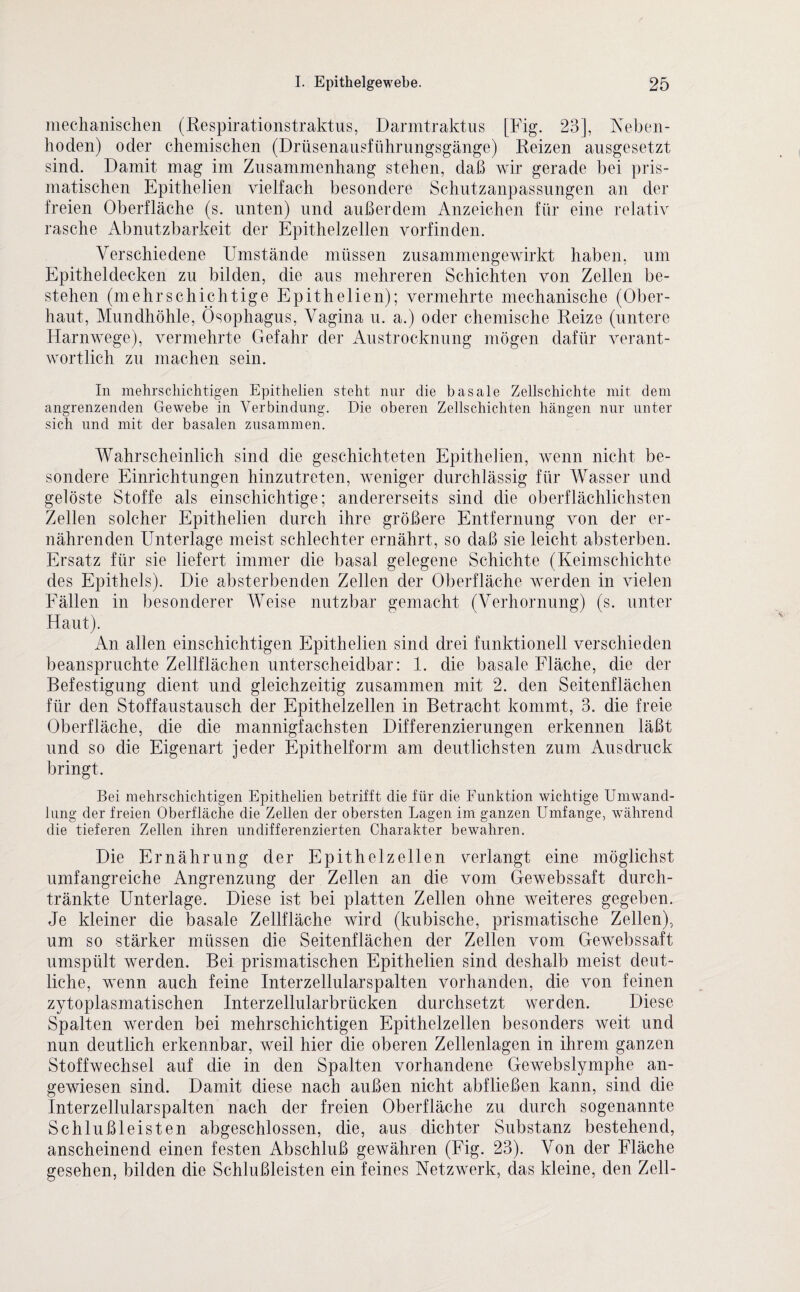 mechanischen (Respirationstraktus, Darmtraktus [Fig. 23], Neben¬ hoden) oder chemischen (Drüsenausführungsgänge) Reizen ausgesetzt sind. Damit mag im Zusammenhang stehen, daß wir gerade bei pris¬ matischen Epithelien vielfach besondere Schutzanpassungen an der freien Oberfläche (s. unten) und außerdem Anzeichen für eine relativ rasche Abnutzbarkeit der Epithelzellen vorfinden. Verschiedene Umstände müssen zusammengewirkt haben, um Epitheldecken zu bilden, die aus mehreren Schichten von Zellen be¬ stehen (mehrschichtige Epithelien); vermehrte mechanische (Ober¬ haut, Mundhöhle, Ösophagus, Vagina u. a.) oder chemische Reize (untere Harnwege), vermehrte Gefahr der Austrocknung mögen dafür verant¬ wortlich zu machen sein. In mehrschichtigen Epithelien steht nur die basale Zellschichte mit dem angrenzenden Gewebe in Verbindung. Die oberen Zellschichten hängen nur unter sich und mit der basalen zusammen. Wahrscheinlich sind die geschichteten Epithelien, wenn nicht be¬ sondere Einrichtungen hinzutreten, weniger durchlässig für Wasser und gelöste Stoffe als einschichtige; andererseits sind die oberflächlichsten Zellen solcher Epithelien durch ihre größere Entfernung von der er¬ nährenden Unterlage meist schlechter ernährt, so daß sie leicht absterben. Ersatz für sie liefert immer die basal gelegene Schichte (Keimschichte des Epithels). Die absterbenden Zellen der Oberfläche werden in vielen Fällen in besonderer Weise nutzbar gemacht (Verhornung) (s. unter Haut). An allen einschichtigen Epithelien sind drei funktionell verschieden beanspruchte Zellflächen unterscheidbar: 1. die basale Fläche, die der Befestigung dient und gleichzeitig zusammen mit 2. den Seitenflächen für den Stoffaustausch der Epithelzellen in Betracht kommt, 3. die freie Oberfläche, die die mannigfachsten Differenzierungen erkennen läßt und so die Eigenart jeder Epithelform am deutlichsten zum Ausdruck bringt. Bei mehrschichtigen Epithelien betrifft die für die Funktion wichtige Umwand¬ lung der freien Oberfläche die Zellen der obersten Lagen im ganzen Umfange, während die tieferen Zellen ihren undifferenzierten Charakter bewahren. Die Ernährung der Epithelzellen verlangt eine möglichst umfangreiche Angrenzung der Zellen an die vom Gewebssaft durch- tränkte Unterlage. Diese ist bei platten Zellen ohne weiteres gegeben. Je kleiner die basale Zellfläche wird (kubische, prismatische Zellen), um so stärker müssen die Seitenflächen der Zellen vom Gewebssaft umspült werden. Bei prismatischen Epithelien sind deshalb meist deut¬ liche, wenn auch feine Interzellularspalten vorhanden, die von feinen zytoplasmatischen Interzellularbrücken durchsetzt werden. Diese Spalten werden bei mehrschichtigen Epithelzellen besonders weit und nun deutlich erkennbar, weil hier die oberen Zellenlagen in ihrem ganzen Stoffwechsel auf die in den Spalten vorhandene Gewebslymphe an¬ gewiesen sind. Damit diese nach außen nicht abfließen kann, sind die Interzellularspalten nach der freien Oberfläche zu durch sogenannte Schlußleisten abgeschlossen, die, aus dichter Substanz bestehend, anscheinend einen festen Abschluß gewähren (Fig. 23). Von der Fläche gesehen, bilden die Schlußleisten ein feines Netzwerk, das kleine, den Zell-