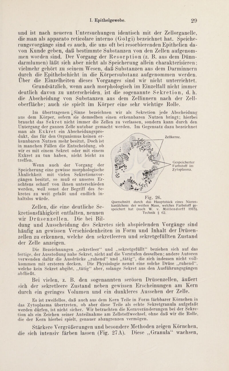 und ist nach neueren Untersuchungen identisch mit der Zellorganelle, die man als apparato reticolare interno (Golgi) bezeichnet hat. Speiche¬ rungsvorgänge sind es auch, die uns oft bei resorbierenden Epithelien da¬ von Kunde geben, daß bestimmte Substanzen von den Zellen aufgenom- men worden sind. Der Vorgang der Resorption (z. B. aus dem Dünn¬ darmlumen) läßt sich aber nicht als Speicherung allein charakterisieren; vielmehr gehört zu seinem Wesen, daß Substanzen aus dem Darminnern durch die Epithelschicht in die Körpersubstanz aufgenommen werden. Über die Einzelheiten dieses Vorganges sind wir nicht unterrichtet. Grundsätzlich, wenn auch morphologisch im Einzelfall nicht immer deutlich davon zu unterscheiden, ist die sogenannte Sekretion, d. h. die Abscheidung von Substanzen aus dem Zellinnern nach der Zell¬ oberfläche; auch sie spielt im Körper eine sehr wichtige Rolle. Im übertragenen [Sinne bezeichnen wir als Sekretion jede Abscheidung aus dem Körper, sofern sie demselben einen erkennbaren Nutzen bringt; hierbei braucht das Sekret nicht immer die Zellen zu verlassen, sondern kann durch den Untergang der ganzen Zelle nutzbar gemacht werden. Im Gegensatz dazu bezeichnet man als Ex kr et ein Abscheidungspro¬ dukt, das für den Organismus keinen er¬ kennbaren Nutzen mehr besitzt. Doch ist in manchen Fällen die Entscheidung, ob wir es mit einem Sekret oder mit einem Exkret zu tun haben, nicht leicht zu treffen. Wenn auch der Vorgang der Speicherung eine gewisse morphologische Ähnlichkeit mit vielen Sekretionsvor¬ gängen besitzt, so muß er unseres Er¬ achtens scharf von ihnen unterschieden werden, weil sonst der Begriff des Se¬ kretes zu weit gefaßt und endlich in¬ haltslos würde. Zellen, die eine deutliche Se¬ kretionsfähigkeit entfalten, nennen wir Drüsenzellen. Die bei Bil¬ dung und Ausscheidung des Sekretes sich abspielenden Vorgänge sind häufig an gewissen Verschiedenheiten in Form und Inhalt der Drüsen¬ zellen zu erkennen, welche den sekretleeren und sekretgefüllten Zustand der Zelle anzeigen. Die Bezeichnungen „sekretleer“ und „sekretgefüllt“ beziehen sich auf das fertige, der Ausstoßung nahe Sekret, nicht auf die Vorstufen desselben; andere Autoren verwenden dafür die Ausdrücke „ruhend“ und „tätig“, die sich indessen nicht voll¬ kommen mit ersteren decken. Die Physiologie nennt eine solche Drüse „ruhend“, welche kein Sekret abgibt, „tätig“ aber, solange Sekret aus den Ausführungsgängen ab fließt. Bei vielen, z. B. den sogenannten serösen Drüsenzellen, äußert sich der sekretleere Zustand neben gewissen Erscheinungen am Kern durch ein geringes Volumen und ein dunkleres Aussehen der Zelle. Es ist zweifellos, daß auch aus dem Kern Teile in Form färbbarer Körnchen in das Zytoplasma übertreten, ob aber diese Teile als echte Sekretgranula aufgefaßt werden dürfen, ist nicht sicher. Wir betrachten die Kernveränderungen bei der Sekre¬ tion als ein Zeichen seiner Anteilnahme am Zellstoffwechsel, ohne daß wir die Rolle, die der Kern hierbei spielt, genauer abzugrenzen vermögen. Stärkere Vergrößerungen und besondere Methoden zeigen Körnchen, die sich intensiv färben lassen (Fig. 27A). Diese „Granula“ wachsen, Querschnitt durch das Hauptstück eines Nieren¬ kanälchens der weißen Maus, welches Farbstoff ge¬ speichert hat (nach W. v. Möllendorff 1915). Technik § 62.