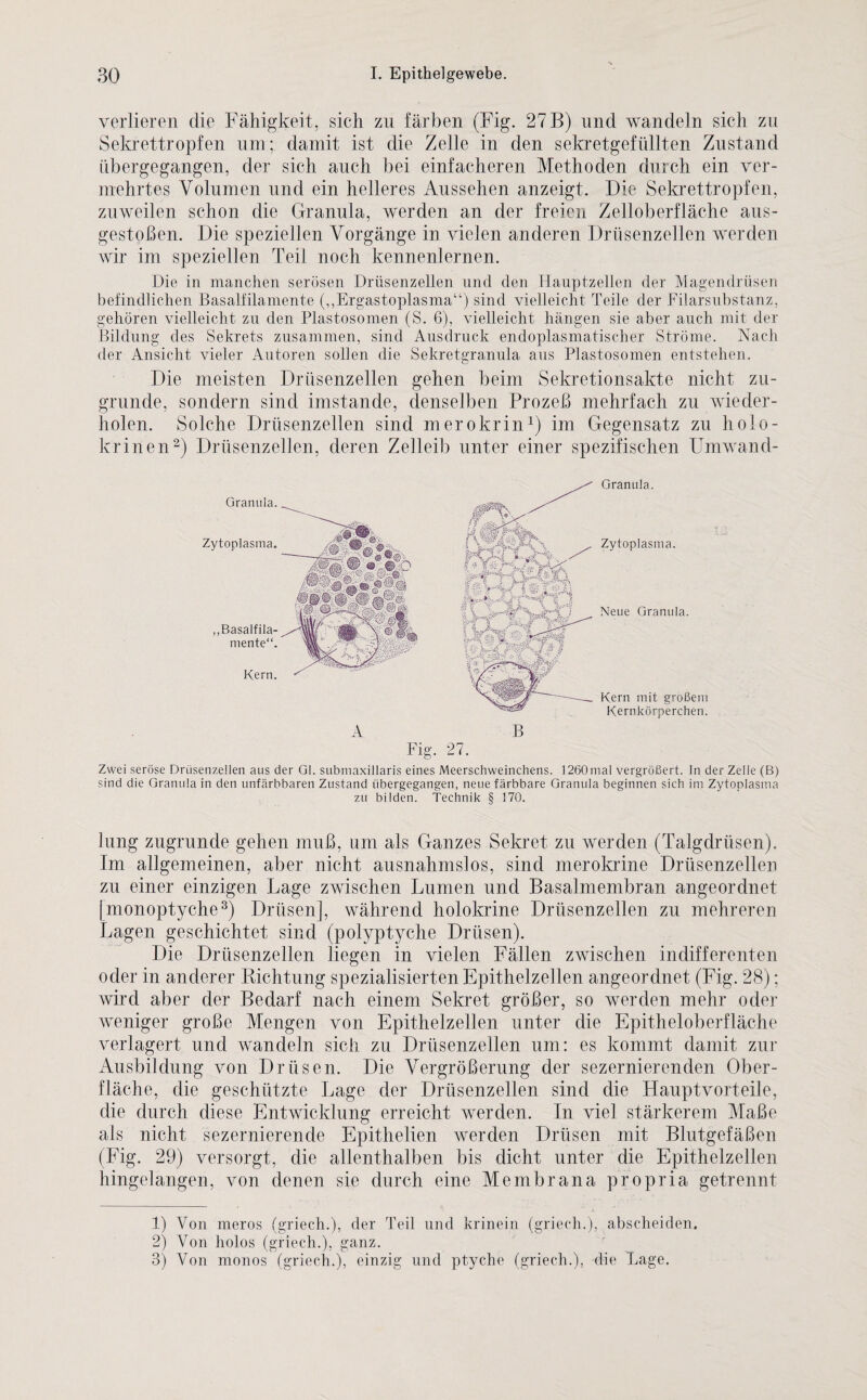 verlieren die Fähigkeit, sich zu färben (Fig. 27 B) und wandeln sich zu Sekrettropfen um; damit ist die Zelle in den sekretgefüllten Zustand iibergegangen, der sich auch bei einfacheren Methoden durch ein ver¬ mehrtes Volumen und ein helleres Aussehen anzeigt. Die Sekrettropfen, zuweilen schon die Granula, werden an der freien Zelloberfläche aus¬ gestoßen. Die speziellen Vorgänge in vielen anderen Drüsenzellen werden wir im speziellen Teil noch kennenlernen. Die in manchen serösen Drüsenzellen und den Hauptzellen der Magendrüsen befindlichen Basalfilamente (,,Ergastoplasma“) sind vielleicht Teile der Filarsuhstanz, gehören vielleicht zu den Plastosomen (S. 6), vielleicht hängen sie aber auch mit der Bildung des Sekrets zusammen, sind Ausdruck endoplasmatischer Ströme. Nach der Ansicht vieler Autoren sollen die Sekretgranula aus Plastosomen entstehen. Die meisten Drüsenzellen gehen beim Sekretionsakte nicht zu¬ grunde, sondern sind imstande, denselben Prozeß mehrfach zu wieder¬ holen. Solche Drüsenzellen sind merokrin1) im Gegensatz zu holo- krinen2) Drüsenzellen, deren Zelleib unter einer spezifischen Umwand- Granula. Granula. Zytoplasma. Zytoplasma. Kern mit großem Kernkörperchen. A B Fig. 27. Zwei seröse Drüsenzellen aus der Gl. submaxillaris eines Meerschweinchens. 1260mal vergrößert. In der Zelle (B) sind die Granula in den unfärbbaren Zustand übergegangen, neue färbbare Granula beginnen sich im Zytoplasma zu bilden. Technik § 170. „Basalfila¬ mente“. Neue Granula. Kern. lung zugrunde gehen muß, um als Ganzes Sekret zu werden (Talgdrüsen). Im allgemeinen, aber nicht ausnahmslos, sind merokrine Drüsenzellen zu einer einzigen Lage zwischen Lumen und Basalmembran angeordnet [monoptyche3) Drüsen], während holokrine Drüsenzellen zu mehreren Lagen geschichtet sind (polyptyche Drüsen). Die Drüsenzellen liegen in vielen Fällen zwischen indifferenten oder in anderer Richtung spezialisierten Epithelzellen angeordnet (Fig. 28); wird aber der Bedarf nach einem Sekret größer, so werden mehr oder weniger große Mengen von Epithelzellen unter die Epitheloberfläche verlagert und wandeln sich zu Drüsenzellen um: es kommt damit zur Ausbildung von Drüsen. Die Vergrößerung der sezernierenden Ober¬ fläche, die geschützte Lage der Drüsenzellen sind die Hauptvorteile, die durch diese Entwicklung erreicht werden. In viel stärkerem Maße als nicht sezernierende Epithelien werden Drüsen mit Blutgefäßen (Fig. 29) versorgt, die allenthalben bis dicht unter die Epithelzellen hingelangen, von denen sie durch eine Membrana propria. getrennt 1) Von meros (griech.), der Teil und krinein (griech.), abscheiden. 2) Von holos (griech.), ganz. 3) Von monos (griech.), einzig und ptyche (griech.), die Lage.